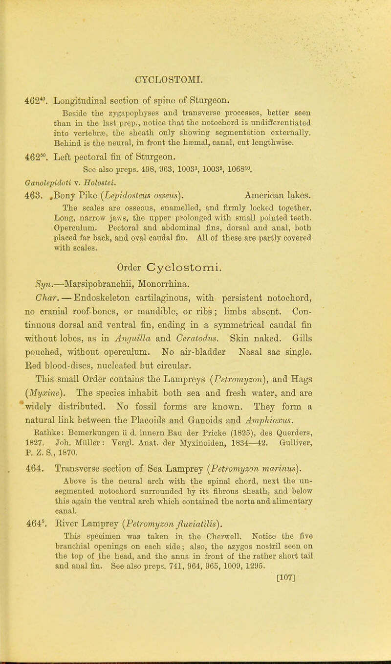 CYCLOSTOMI. 462*. Longitudinal section of spine of Sturgeon. Beside the zygapopliyses and transverse processes, better seen than in the last prep., notice that the notochord is undifferentiated into vertebrro, the sheath only showing segmentation externally. Behind is the neural, in front the haamal, canal, cut lengthwise. 462*. Left pectoral fin of Sturgeon. See also preps. 498, 963, 10033, 1003s, 106810. Ganolepidoti v. Holostci. 463. ,Bony Pike (Lepidosteus osseus). American lakes. The scales are osseous, enamelled, and firmly locked together. Long, narrow jaws, the upper prolonged with small pointed teeth. Operculum. Pectoral and abdominal fins, dorsal and anal, both placed far back, and oval caudal fin. All of these are partly covered with scales. Order Cyclostomi. Syn.—IMarsipobranchii, Monorrhina. Char. — Endoskeleton cartilaginous, with persistent notochord, no cranial roof-bones, or mandible, or ribs; limbs absent. Con- tinuous dorsal and ventral fin, ending in a symmetrical caudal fin without lobes, as in Anriuilla and Ceratodm. Skin naked. Gills pouched, without operculum. No air-bladder Nasal sac single. Eed blood-discs, nucleated but circular. This small Order contains the Lampreys [Petromyzon), and Hags (Myxine). The species inhabit both sea and fresh water, and are widely distributed. No fossil forms are known. They form a natural link between the Placoids and Ganoids and Amphioxus. Eathke: Bemerkungen ii d. innern Bau der Pricke (1825), des Querders, 1827. Joh. Miiller: Vergl. Anat. der Myxinoiden, 1834—42. Gulliver, P. Z. S., 1870. 464. Transverse section of Sea Lamprey {Petromyzon marinus). Above is the neural arch with the spinal chord, next the un- segmented notochord surrounded by its fibrous sheath, and below this again the ventral arch which contained the aorta and alimentary canal. 464\ River Lamprey [Petromyzon fluviatilis). This specimen was taken in the Cherwell. Notice the five branchial openings on each side; also, the azygos nostril seen on the top of the head, and the anus in front of the rather short tail and anal fin. See also preps. 741, 964, 965, 1009, 1295. [107]