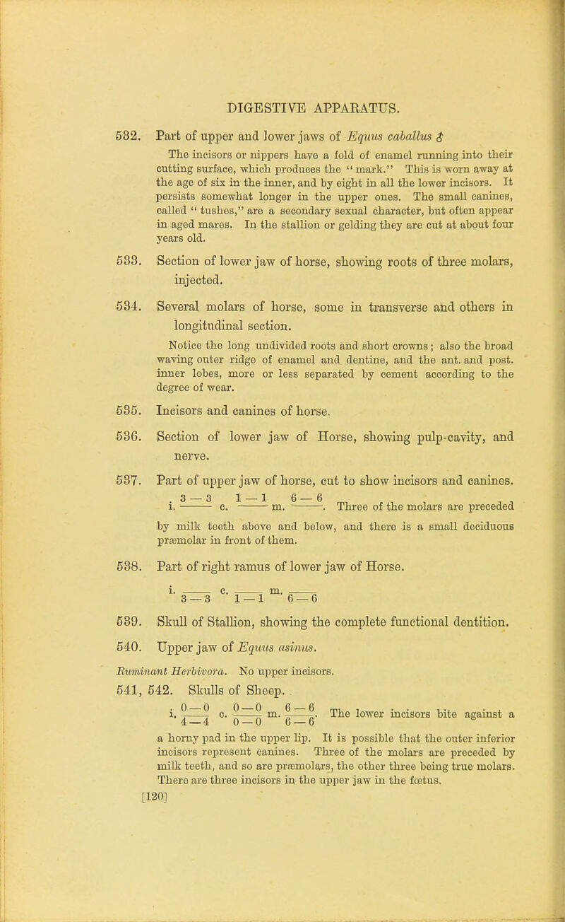 532. Part of upper and lower jaws of Eqnus cahallm $ The incisors or nippers have a fold of enamel running into their cutting surface, which produces the  mark. This is worn away at the age of six in the ianer, and by eight in all the lower incisors. It persists somewhat longer in the upper ones. The small canines, called  tushes, are a secondary sexual character, but often appear in aged mares. In the stallion or gelding they are cut at about four years old. 533. Section of lower jaw of horse, showing roots of three molars, injected. 534. Several molars of horse, some in transverse and others in longitudinal section. Notice the long undivided roots and short crowns; also the broad waving outer ridge of enamel and dentine, and the ant. and post, inner lobes, more or less separated by cement according to the degree of wear. 535. Incisors and canines of horse. 536. Section of lower jaw of Horse, showing pulp-cavity, and nerve. 637. Part of upper jaw of horse, cut to show incisors and canines. .3 — 3 1 — 1 6 — 6^, 1. c. m. . Three of the molars are preceded by milk teeth above and below, and there is a small deciduous prffimolar in front of them. 538. Part of right ramus of lower jaw of Horse, c. m. 3 — 3 1 — 1 6 — 6 539. Skull of StalHon, showing the complete functional dentition. 540. Upper jaw of Eqiius asinus. Ruminant Herbivora. No upper incisors. 541. 542, Skulls of Sheep. . 0 — 0 0 — 0 6 — 6 mi, 1 • • 1-x • i. 1. -i e. m. ^. The lower mcisors bite against a 4 — 4 0 — 0 6 — 6 ° a homy pad in the upper lip. It is possible that the outer inferior incisors represent canines. Three of the molars are preceded by milk teeth, and so are praamolars, the other three being true molars. There are three incisors in the upper jaw in the foitus. [120]