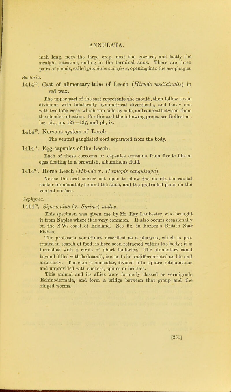 inch long, next the largo crop, next the gizzard, and lastly the straight intestine, ending in the terminal anus. There are three pairs of glands, calleA^ylandulcB calciferol, opening into the ajsophagus, Suctoria. 1414*. Cast of alimentary tube of Leech (Hirudo medicinalis) in red wax. The upper part of the cast represents the mouth, then follow seven divisions with bilaterally symmetrical diverticula, and lastly one with two long cffica, which run side by side, and conceal between them the slender intestine. For this and the following preps, see BoUeston: loc. cit., pp. 127—137, and pi., ix. 1414'*. Nervous system of Leech. The ventral gangliated cord separated from the body. 1414. Egg capsules of the Leech. Each of these coccoons or capsules contains from five to fifteen eggs floating in a brownish, albuminous fluid. 1414^. Horse Leech (Hirudo v. Hccmopis sanguisurja). Notice the oral sucker cut open to show the mouth, the caudal sucker immediately behind the anus, and the protruded penis on the ventral surface. Gephyrca. 1414^. Sipuncuhis (v. Syrinx) nudus. This specimen was given me by Mr. Eay Lankester, who brought it from Naples where it is very common. It also occurs occasionally on the S.W. coast of England. See fig. in Forbes's British Star Fishes. The proboscis, sometimes described as a pharynx, which is pro- truded in search of food, is here seen retracted within the body; it is furnished with a circle of short tentacles. The alimentary canal beyond (filled with dark sand), is seen to be undifferentiated and to end anteriorly. The skin is muscular, divided into square reticulations and unprovided with suckers, spines or bristles. This animal and its allies were formerly classed as vermigrado Echinodermata, and form a bridge between that group and the ringed worms. [251]