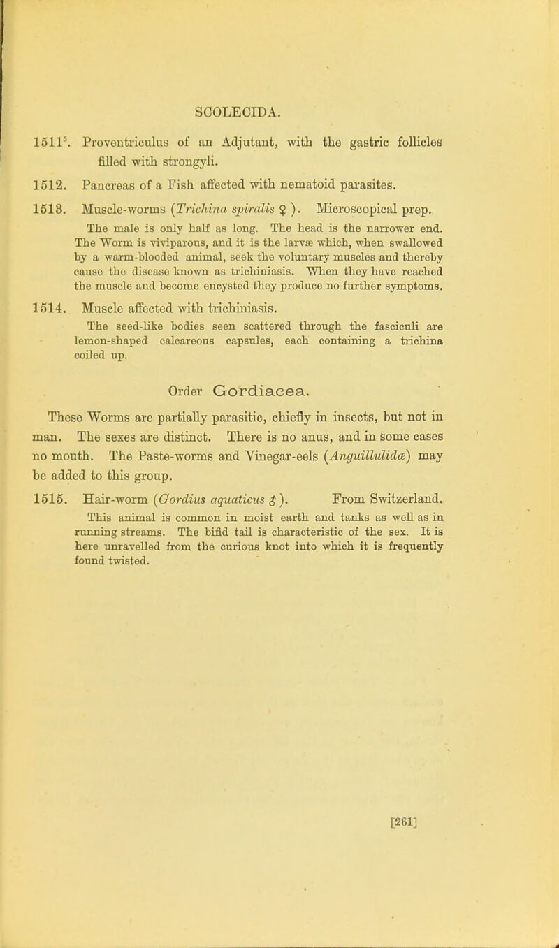 1511*. Proventriculus of an Adjutant, with the gastric follicles filled with strongyli. 1512. Pancreas of a Fish affected with nematoid pai'asites. 1518. Muscle-worms {Trichina spiralis $ ). Microscopical prep. The male is only half as long. The head is the narrower end. The Worm is viviparous, and it is the larvae which, when swallowed by a warm-blooded animal, seek the voluntary muscles and thereby cause the disease known as trichiniasis. When they have reached the muscle and become encysted they produce no further symptoms. 1514. Muscle affected with trichiniasis. The seed-like bodies seen scattered through the fasciculi are lemon-shaped calcareous capsules, each containing a trichina coiled up. Order Gordiacea. These Worms are partially parasitic, chiefly in insects, but not in man. The sexes are distinct. There is no anus, and in some cases no mouth. The Paste-worms and Vinegar-eels [AnguillulidcB) may be added to this group. 1515. Hair-worm [Oordius aquations From Switzerland. This animal is common in moist earth and tanks as well as in running streams. The bifid tail is characteristic of the sex. It is here unravelled from the curious knot into which it is frequently found twisted. [261]