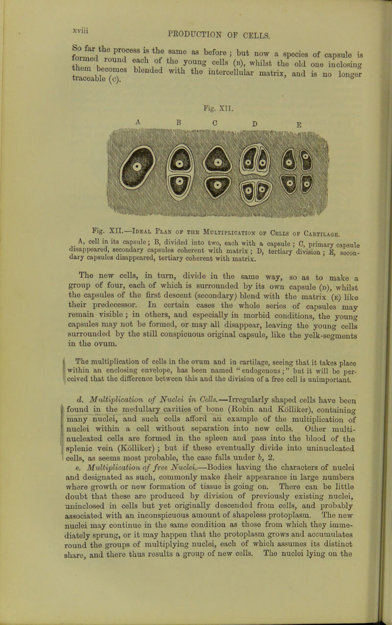 form.V ^ T' ? f^^^'^ ' ^ «P««i«« of capsule is tW h IT^ .^ cells (B), whilst the old one iiclosing them becomes blended with the intercellular matrix, and is no longer traceable (c). ° Fig. XII. A B C D Fig. XII.—Ideal Plan op the Multiplication of Cells of Cartilage. A, cell in its capsule; B, divided into two, each with a capsule ; C, primary capsule disappeared, secondary capsules coherent with matrix; D, tertiary division ; E secon- dary capsules disappeared, tertiary coherent with matrix. ' ' The new cells, in turn, divide in the same way, so as to make a group of four, each of which is surrounded by its own capsule (d), whilst the capsules of the first descent (secondary) blend with the matrix (e) like their predecessor. In certain cases the whole series of capsules may remain visible ; in others, and especially in morbid conditions, the younw capsules may not be formed, or may all disappear, leaving the young cells surrounded by the still conspicuous original capsule, like the yelk-segments in the ovum. (The multiplication of cells in the ovum and in cartilage, seeing that it takes place within an enclosing envelope, has been named  endogenous; but it will be per- ceived that the difference between this and the division of a free cell is unimportant. d. Multiplication of Nuclei in CeZZs.—Irregularly shaped cells have been found in the medullary cavities of bone (Robin and Kolliker), containing many nuclei, and such cells aflford an example of the multiplication of nuclei within a cell without separation into new cells. Other multi- nucleated cells are formed in the spleen and pass into the blood of the splenic vein (Kolliker) ; but if these eventually divide into uninucleated cells, as seems most probable, the case falls under 6, 2. e. Multiplication of free Nuclei.—Bodies having the characters of nuclei and designated as such, commonly make their appearance in large numbers where growth or new formation of tissue is going on. There can be little doubt that these are produced by division of previously existing nuclei, uninclosed in cells but yet originally descended from cells, and probably associated with an inconspicuous amount of shapeless protoplasm. The new nuclei may continue in the same condition as those from which they imme- diately sprung, or it may happen that the protoplasm grows and accumulates round the groups of multiplying nuclei, each of which assumes its distinct share, and there thus results a group of new cells. The nuclei lying on the