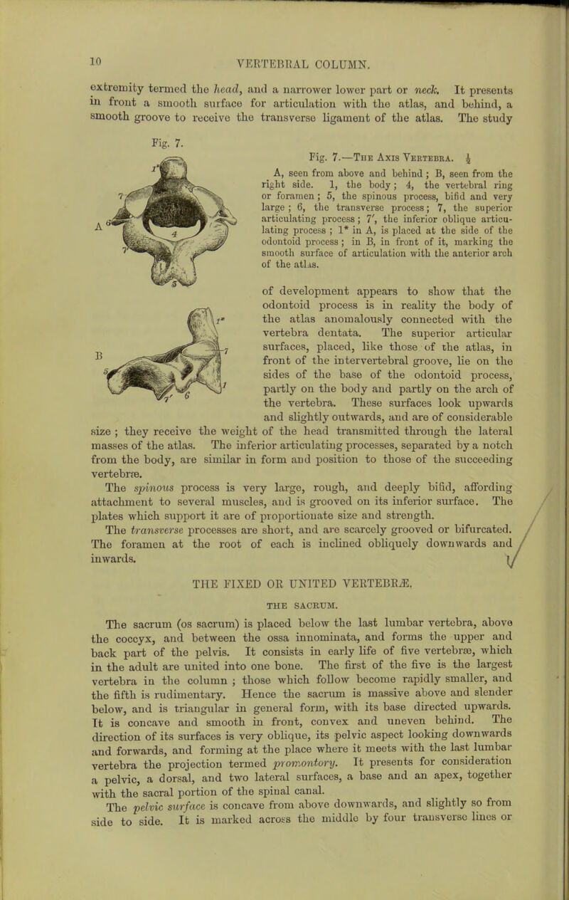 extremity termed the head, and a narrower lower part or neck. It presents 111 front a smooth surface for articulation with the atlas, and behind, a smooth groove to receive the transverse ligament of the atlas. The study Fig. 7. Fig. 7.—The Axis Vertebra. 4 A, seen from above and behind; B, seen from the right side. 1, the body; 4, the vertebral ring or foramen ; 5, the spinous process, bifid and very large; 6, the transverse process; 7, the superior articulating process; 7', the inferior oblique articu- lating process ; 1* in A, is placed at the side of the odontoid process ; in B, in front of it, marking the sraootli surface of articulation with the anterior arch of the atlds. of development appears to show that the odontoid process Ls in reality the body of the atlas anomalously connected with the vertebra dentata. The superior articular surfaces, placed, like those of the atlas, in front of the intervertebral groove, lie on the sides of the base of the odontoid process, partly on the body and partly on the arch of the vertebra. These surfaces look upwards and slightly outwards, and are of considerable size ; they receive the weight of the head transmitted through the lateral masses of the atlas. The inferior articulating processes, separated by a notch from the body, are similar in form and position to those of the succeeding vertebrfe. The spinous process is very large, rough, and deeply bifid, afibrding attachment to several muscles, and is grooved on its inferior sm-face. The jjlates which s\ipport it are of proportionate size and strength. The transverse processes are short, and are scarcely grooved or bifurcated. The foramen at the root of each is inclined obliquely downwards and inwards. l> THE FIXED OR UNITED VERTEBRJl. THE SACRUM. The sacrum (os sacrum) is placed below the last lumbar vertebra, above the coccyx, and between the ossa innomiuata, and forms the upper and back part of the pelvis. It consists in early life of five vertebras, which in the adult are united into one bone. The first of the five is the largest vertebra in the column ; those which foUow become rapidly smaller, and the fifth Ls rudimentary. Hence the sacnim is massive above and slender below, and is triangular in general form, with its base directed upwards. It is concave and smooth in front, convex and uneven behind. The direction of its surfaces is very oblique, its pelvic aspect looking downwards and forwards, and forming at the place where it meets with the last lumbar vertebra the projection termed prorr.ontory. It presents for consideration a pelvic, a dorsal, and two lateral surfaces, a base and an apex, together with the sacral portion of the spinal canal. The pelvic surface is concave from above downwards, and slightly so from side to side. It is mai-ked acrots the middle by four transverse lines or