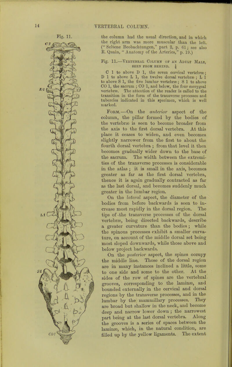 the column had the usual direction, and in which the right arm was more muscular than the left. (Seltene Beobachtungen, part 2, p. 61; see also K. Quain,  Anatomy of the Arteries, p. 19.) Fig. 11.—Vkhtedrai, Column op an Ai>ult Male, SEEN FROM BEHIND. J C 1 to above D 1, the seven cervical vertebras; D 1 to above L 1, the twelve dorsal vertebrae ; L 1 to above S 1, the five lumbar vertebrae; S 1 to above CO 1, the sacrum ; CO 1, and below, the four coccygeal vertebras. The attention of the reader is called to the transition in the form of the transverse processes and tubercles indicated in this specimen, which is well marked. Form.—On the anterior aspect of the column, the pillar formed by the bodies of the vertebrae is seen to become broader from the axis to the first dorsal vertebra. At this place it ceases to widen, and even becomes slightly narrower from the first to about the fourth dorsal vertebra ; from that level it then becomes gradually wider down to the base of the sacrum. The width between the extremi- ties of the transverse processes is considerable in the atlas ; it is small in the axis, becomes greater as far as the first dorsal vertebra, thence it is agjun gi'adually contracted as far as the last dorsal, and becomes suddenly much greater in the lumbar region. On the lateral aspect, the diameter of the bodies from before backwards is seen to in- crease most rapidly in the dorsal region. The tips of ^the transverse processes of the dorsal vertebris, being directed backwards, describe a greater curvature than the bodies ; while the spinous processes exhibit a sm.aller curva- ture, on account of the middle dorsal set being most sloped doAvnwards, while those above and below project backwards. On the postei-ior aspect, the spines occupy the middle line. Those of the dorsal region are in many instances inclined a little, some to one side and some to the other. At the sides of the row of spines are the vertebral- grooves, corresponding to the laminae, and bounded externally in the cervical and dorsal regions by the transverse processes, and in the lumbar by the mammillary processes. They are broad but shallow in the neck, and become deep and narrow lower down ; the narrowest part being at the last dorsal vertebra. Along the grooves is a series of spaces between the laminte, which, in the natural condition, are filled up by the yellow ligaments. The extent