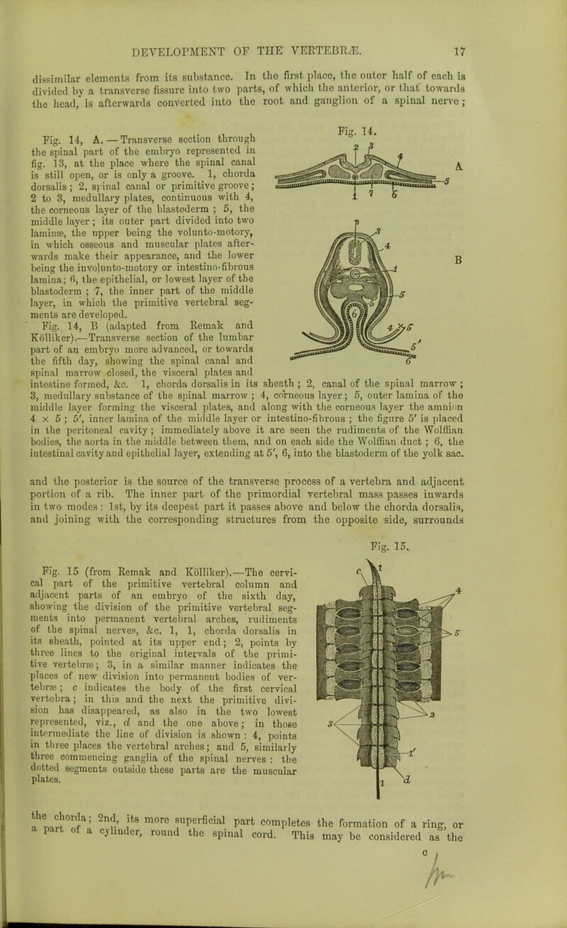 dissimilar elements from its snbstance. In the firet place, the outer half of each is divided by a transverse fissure into two parts, of which the anterior, or that towards the head, is afterwards converted into the root and ganglion of a spinal nerve; Fig. 14, A.—Transverse section through the spinal part of the embryo represented in fig. 13, at the place where the spinal canal is still open, or is only a groove. 1, chorda dorsalis ; 2, spinal canal or primitive groove ; 2 to 3, medullary plates, continuous with 4, the corneous layer of the blastoderm ; 5, the middle layer ; its outer part divided into two lamina), the upper being the volunto-motory, in whicli osseous and muscular plates after- wards make their appearance, and the lower being the involunto-motory or intestino-fibrous lamina; 6, the epithelial, or lowest layer of the blastoderm ; 7, the inner part of the middle layer, in which the primitive vertebral seg- ments are developed. Fig. 14, B (adapted from Remak and KoUiker).—Transverse section of the lumbar part of an embryo more advanced, or towards the fifth day, showing the spinal canal and spinal marrow closed, the visceral plates and intestine formed, &c. 1, chorda dorsalis in its sheath ; 2, canal of the spinal marrow ; 3, medullary substance of the spinal marrow ; 4, corneous layer; 5, outer lamina of the middle layer forming the visceral plates, and along with the corneous layer the araninn 4 X 5 ; 5', inner lamina of the middle layer or intestino-fibrous ; the figure 5' is placed in the peritoneal cavity ; immediately above it are seen the rudiments of the Wolffian bodies, the aorta in the middle between them, and on each side the Wolffian duct ; 6, the intestinal cavity and epithelial layer, extending at 5', 6, into the blastoderm of the yolk sac. and the posterior is the source of the transverse process of a vertebra and adjacent portion of a rib. The inner part of the primordial vertebral mass passes inwards in two modes : 1st, by its deepest part it passes above and below the chorda dorsalis, and joining with the corresponding structures from the opposite side, surrounds Fig. 15. Fig. 15 (from Remak and Kolliker).—The cervi- cal part of the primitive vertebral column and adjacent parts of an embryo of the sixth day, showing the division of the primitive vertebral seg- ments into permanent vertebral arches, rudiments of the spinal nerves, &c. 1, 1, chorda dorsalis in its sheath, pointed at its upper end; 2, points by three lines to the original intervals of the primi- tive vertebrrc; 3, in a similar manner indicates the places of new division into permanent bodies of ver- tebrae ; c indicates the body of the first cervical vertebra; in this and the next the primitive divi- sion has disappeared, as also in the two lowest represented, viz., d and the one above; in those intermediate the line of division is shown : 4, points in tin-ee places the vertebral arches; and 5, similarly three commencing ganglia of the spinal nerves : the dotted segments outside these parts are the muscular ■ plates. ^laH'?' snperficial part completes the formation of a ring, or part of a cylinder, round the .spinal cord. This may be considered as the