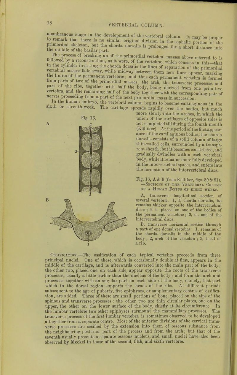 The process of breaking up of the primordial vertebral ma.s8es above referred to is followed by a reconstruction, as it were, of the vertebrte, which consists in this-that m the cylinder investing the chorda dorsalis the lines of separation of the primordial vertebra masses fade away, while midway between them new lines appear, marking the limits of the permanent vertebrae; and thus each permanent vertebra is formed from parts of two of the primordial masses; the arch, the transverse processes and part of the ribs, together with half the body, being derived from one primitive vertebra, and the remaining half of the body together with the corresponding pair of nerves proceeding from a part of the next primordial mass in succession _ In the human embryo, the vertebral column begins to become cartilaginous in the sixth or seventh week. The cartUage spreads rapidly over the bodies, but much more slowly into the arches, in which the Fig. 16. A union of the cartilages of opposite sides is not completed till during the fourth month (Kolliker). At the period of the first appear- ance of the cartilaginous bodies, the chorda dorsalis consists of a solid column of large thin-walled cells, surrounded by a transpa- rent sheath; but it becomes constricted, and gradually dwindles within each vertebral body, while it remains more fully developed in the intervertebral spaces, and enters into the formation of the intervertebral discs. Fig. 16, A & B (from Kolliker, figs. 80 & 81). —Sections op the Vertebral Column OF A Human F(btds of eight weeks. A, transverse longitudinal section of several vertebras. 1, 1, chorda dorsalis, its remains thicker opposite the intervertebral discs ; 2 is placed on one of the bodies of the permanent vertebrce ; 3, on one of the intervertebral discs. B, ti-ansverse horizontal section through a part of one dorsal vertebra. 1, remains of the chorda dorsalis in the middle of the body ; 2, arch of the vertebra ; 3, head of a rib. Ossification.—The ossification of each typical vertebra proceeds from three principal nuclei. One of these, which is occasionally double at first, appears in the middle of the cartilage, and is afterwards converted into the main jjart of the body; the other two, placed one on each side, appear opposite the roots of the transverse processes, usually a little earlier than the nucleus of the body; and form the arch and processes, together with an angular part on each side of the body, namely, that part which in tiic doreal region supports the heads of the ribs. At different periods subsequent to the age of puberty, five epiphyses, or supplementary centres of ossifica- tion, are added. Three of these are small portions of bone, placed on the tips of the spinous and transverse processes : the other two are thin circular plates, one on the upper, the other on the lower surface of the body, chieflj' at its circumference. In the lumbar vertebrae two other epiphyses surmount the mammillary processes. The transverse process of the first lumbar vertebra is sometimes observed to be developed altogether from a separate centre. Most of the anterior divisions of the cervical trans- verse processes are ossified by the extension into them of osseous substance from the neighbouring posterior part of the process and from the arch; but that of the seventh usually presents a separate osseous nucleus, and small nuclei have also been observed by Meckel in those of the second, fifth, and sixth vcrtebrje.