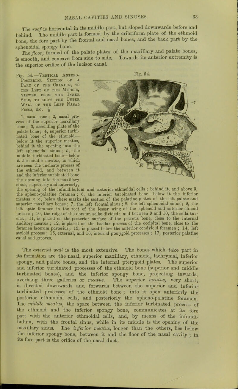 The roof is horizontal in its middle part, but sloped downwards before and behind. The middle pai-t is formed by the cribriform plate of the ethmoid bone, the fore part by the frontal and nasal bones, and the back part by the sphenoidal spongy bone. The floor, formed of the palate plates of the maxillary and palate bones, is smooth, and concave from side to side. Towards its anterior extremity is the superior orifice of the incisor canal. Fig. 54.—Vertical Antero- posterior Section op a Part of the Cranium, to THE Left of the Middle, VIEWED FROM THE InNER Side, to show the Outer Wall of the Left Nasal Fossa, &o. \ 1, nasal bone ; 2, nasal pro- cess of the superior maxillary bone ; 3, ascending plate of the palate bone ; 4, superior turbi- nated bone of the ethmoid— below it the superior meatus, behind it the opening iuto the left sphenoidal sinus; 5, the middle turbinated bone—below it the middle meatus, in which are seen the uncinate process of the ethmoid, and between it and the inferior turbinated bone the opening into the maxillary sinus, superiorly and anteriorly, the opening of the infundibulum and anteiior ethmoidal cells ; behind it, and above 3, the spheno-palatine foramen ; 6, the inferior turbinated bone—below it the inferior meatus x x, below these marks the section of the palatine plates of the left palate and superior maxillary bones ; 7, the left frontal sinus ; 8, the left sphenoidal sinus ; 9, the left optic foramen in the root of the lesser wing of the sphenoid and anterior clinoid process ; 10, the ridge of the dorsum sellas divided; and between 9 and 10, the sella tur- cica ; 11, is placed on the posterior surfiice of the petrous bone, close to the internal auditory meatus ; 12, is placed on the basilar process of the occipital bone, close to the foramen lacerum posterius; 13, is placed below the anterior condyloid foramen ; 14, left styloid process ; 15, external, and 16, internal pterygoid processes ; 17, posterior palatine canal and grooves. The external wall is the most extensive. The bones which take part in its formation are the nasal, superior maxillary, ethmoid, lachrymal, inferior spongy, and palate bones, and the internal pterygoid plates. The superior and inferior turbinated processes of the ethmoid bone (superior and middle turbinated bones), and the inferior spongy bone, projecting inwards, overhang three galleries or meatus. The superior meatus, very short, is directed downwards and forwards between the superior and inferior turbinated processes of the ethmoid bone ; into it open anteriorly the posterior ethmoidal cells, and posteriorly the spheno-palatine foramen. The middle meatus, the space between the inferior turbinated process of the ethmoid and the inferior spongy bone, communicates at its fore part with the anterior ethmoidal cells, and, by means of the infundi- bulum, with the frontal sinus, while in its middle is the opening of the maxillary sinus. The inferior meai/iis, longer than the others, lies below the inferior .spongy bone, between it and the floor of the nasal cavity ; in its fore part is the orifice of the nasal duct.