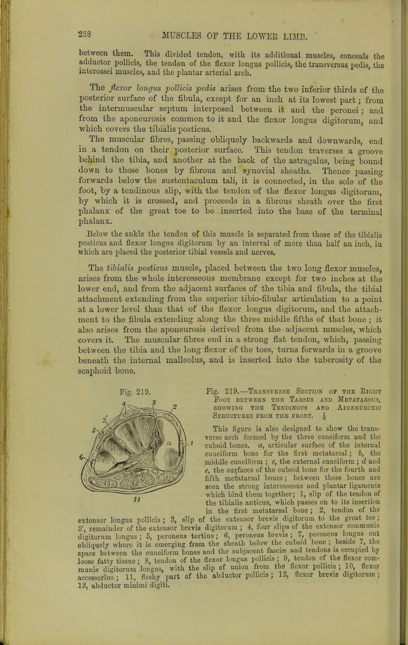 between them. This divided tendon, with its additional muscles, conceals the adductor pollicis, the tendon of the flexor longus pollicis, the transversus pedis, the iuterossei muscles, and the plantar arterial arch. The flexor longus pollicis pedis arises from the two inferior thirds of the posterior surface of the fibula, except for an inch at its lowest part; from the intermuscular septum interposed between it and the peronei; and from the aponeurosis common to it and the flexor longus digitorum, and which covers the tibialis posticus. The muscular fibres, passing obliquely backwards and downwards, end in a tendon on their posterior surface. This tendon traverses a groove behind the tibia, and another at the back of the astragalus, being bound down to those bones by fibrous and synovial sheaths. Thence passing forwards below the sustentaculum taU, it is connected, in the sole of the foot, by a tendinous slip, with the tendon of the flexor longus digitorum, by which it is crossed, and proceed.s in a fibrous sheath over the first phalanx of the great toe to be inserted into the base of the terminal phalanx. Below the ankle the tendon of this muscle is separated from those of the tibialis posticus and flexor longus digitorum by an interval of more thaa half an inch, in which are placed the posterior tibial vessels and nerves. The tibialis posticus muscle, placed between the two long flexor muscles, arises from the whole interosseous membrane except for two inches at the lower end, and from the adjacent surfaces of the tibia and fibula, the tibial attachment extending from the superior tibio-fibular articulation to a point at a lower level than that of the flexor longus digitorum, and the attach- ment to the fibula extending along the three middle fifths of that bone ; it also arises from the ajjoneurosis derived from the adjacent muscles, which covers it. The muscular fibres end in a strong flat tendon, which, passing between the tibia and the long flexor of the toes, turns forwards in a groove beneath the internal malleolus, and is inserted into the tuberosity of the scaphoid bone. Fi2. 219. Fig. 219.—Transverse Section op the Right Foot between tub Tarsus and Metatarsus, SHOWINO THE TenDINOOS AND ApONEUKOIIC Structukes from the front. This figure is also designed to show the trans- verse arch formed by the three cuneiform and the cuboid bones, a, articular surface of the internal cuneiform bone for the first metatarsal; b, the middle cuneiform ; c, the external cuneiform ; d and c, the sui;faces of the cuboid bone for the fourth and fifth metatarsal boues; between these bones are seen the strong interosseous and plantar ligaments which bind them together; 1, slip of the tendon of the tibialis anticus, which passes on to its insertion in the first metatarsal bone; 2, tendon of the extensor longus pollicis ; 3, slip of the extensor brevis digitorum to the great toe ; 3', remainder of the extensor brevis digitorum ; 4, four slips of the extensor communis digitorum longus ; 5, peroneus tertius ; 6, peroneus brevis ; 7, pcroneus longus cut obliquely where it is emerging from the sheath below the cuboid bone ; beside 7, the space between the cuneiform bones and the subjacent fascia; and tendons is occupied by loose fatty tissue : 8, tendon of the flexor longus pollicis ; 9, tendon of the flexor com- munis digitorum longus, with the slip of union from the flexor pollicis ; 10, flexor accessorius ; 11, fleshy part of the abductor pollicis ; 12, flexor brevis digitorum ; 13, abductor minimi digiti.