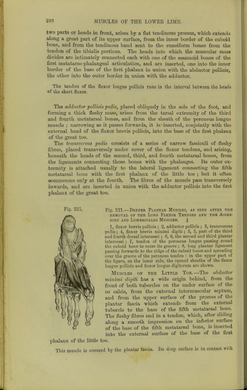 two parts or heads in front, arisea by a flat tendinous process, which extends along a great part of its upper surface, from the inner border of the cuboid bone, and from the tendinous band sent to the cuneiform bones from the tendon of the tibialis posticus. The heads into vvhich the muscular mass divides are intimately connected each with one of the sesamoid bones of the first metatarso-phalangeal articulation, and are inserted, one into the inner border of the base of the first phalanx in union with the abductor pollicis, the other into the outer border in union with the adductor. The tendon of the flexor longus pollicis runs in the interval between the heads of the short flexor. The adductor pollicis pedis, placed obliquely in the sole of the foot, and forming a thick fleshy mass, arises from the tarsal extremity of the third and fourth metatarsal bones, and from the sheath of the peroneus longus muscle ; narrowing as it passes forwards, it is inserted, conjointly with the external head of the flexor brevis pollicis, into the base of the first phalanx of the great toe. The transve7-sus pedis consists of a series of narrow fasciculi of fleshy fibres, placed transversely under cover of the flexor tendons, and arising, beneath the heads of the second, third, and fourth metatarsal bones, from the ligaments connecting those bones with the phalanges. Its outer ex- tremity is attached usually to the lateral ligament connectiug the fifth metatarsal bone with the first phalanx of the httle toe ; but it often commences only at the fourth. The fibres of the muscle pass transversely inwards, and arc inserted in union with the adductor pollicis into the Gxst phalanx of the great toe. Fig. 221. Fig. 221.—Deeper Plantar Muscles, as seen after the REMOVAL OF THE LoNO FlEXOR TenDONS AND THB ACCES- SORY AND LUMBRICALES MuSCLES. \ 1, flexor brevis pollicis ; 2, adductor pollicis ; 3, transversus pedis; i, flexor brevis minimi digitl; 5, 5, part of the third and fourth dorsal interossei ; 6, 6, the second and third plantar iuterossei ; 7, tendon of the peroneus longus passing round the cuboid bone to enter its groove ; 8, long plantar ligament passing forwards to the ridge of the cuboid lioues and spreading over the groove of the peroneus tendon : in the upper part of the figure, on the inner side, the opened sheaths of the flexor longus pollicis and flexor longus digitorum arc shown. Muscles of the Little Toe.—The abductor minimi digiti has a wide origin behind, from the front of both tubercles on the under surface of the OS calcis, from the external intermuscular septum, and from the upper surface of the process of the plantar fascia which extends from the external tubercle to the base of the fifth metatarsal bone. The fleshy fibres end in a tendon, which, after sliding along a smooth impression on the inferior surface of the base of the fifth metatarsal bone, is inserted into the external surface of the base of the first phalanx of the little toe. Tills muscle is covered by the plantar fascia. Its deep surface is in contact with