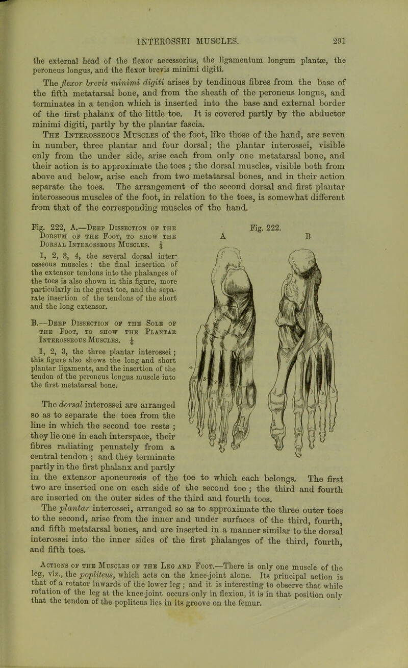 the external head of the flexor accessorius, the ligamentum longum plantse, the peroneus longus, and the flexor brevis minimi digiti. The flexor brevis viinimi digiti arises by tendinous fibres from the base of the fifth metatarsal bone, and from the sheath of the peroneus longus, and terminates in a tendon which is inserted into the base and external border of the first phalanx of the little toe. It is covered partly by the abductor minimi digiti, partly by the plantar fascia. The Interosseous Muscles of the foot, Uke those of the hand, are seven, in number, three plantar and four dorsal; the plantar interossei, visible only from the \mder side, arise each from only one metatarsal bone, and their action is to approximate the toes ; the dorsal muscles, visible both from above and below, arise each from two metatarsal bones, and in their action separate the toes. The arrangement of the second dorsal and first plantar interosseous muscles of the foot, in relation to the toes, is somewhat difl'ereut from that of the correspondiug muscles of the hand. B Fig. 222, A.—Deep Dissection op the Fig. 222. Dorsum op the Foot, to snow the A Dorsal Interosseous Muscles. 4 1, 2, 8, 4, the several dorsal iuter- osseouB muscles : the final insertion of the extensor tendons into the phalanges of the toes is also shown in this figure, more particularly in the great toe, and the sepa- rate insertion of the tendons of the short and the long extensor. B.—Deep Dissection op the Sole op the Foot, to show the Plantar Interosseous Muscles. ^ 1, 2, 3, the three plantar interossei ; this figure also shows the long and short plantar ligaments, and the insertion of the tendon of the peroneus longus muscle into the first metatarsal hone. The dorsal interossei are ai ranged so as to separate the toes from the line in which the second toe rests ; they lie one in each interspace, their fibres radiating pennately from a central tendon ; and they terminate partly in the first phalanx and partly in the extensor aponeurosis of the toe to which each belongs. The first two are inserted one on each side of the second toe ; the third and fourth are inserted on the outer sides of the third and fourth toes. The plantar interossei, arranged so as to approximate the three outer toes to the second, arise from the inner and under surfaces of the third, fourth and fifth metatarsal bones, and are inserted hi a manner similar to the dorsal interossei into the inner sides of the first phalanges of the third, fourth and fifth toes. Actions op the Muscles op the Lko and Foot.—There is only one muscle of the leg, viz., the popliteus, which acts on the knee-joint alone. Its principal action is that of a rotator inwards of the lower leg; and it is interesting to observe that while rotation of the leg at the knee-joint occurs only in flexion, it is in that position only that the tendon of the popliteus lies in its groove on the femur.