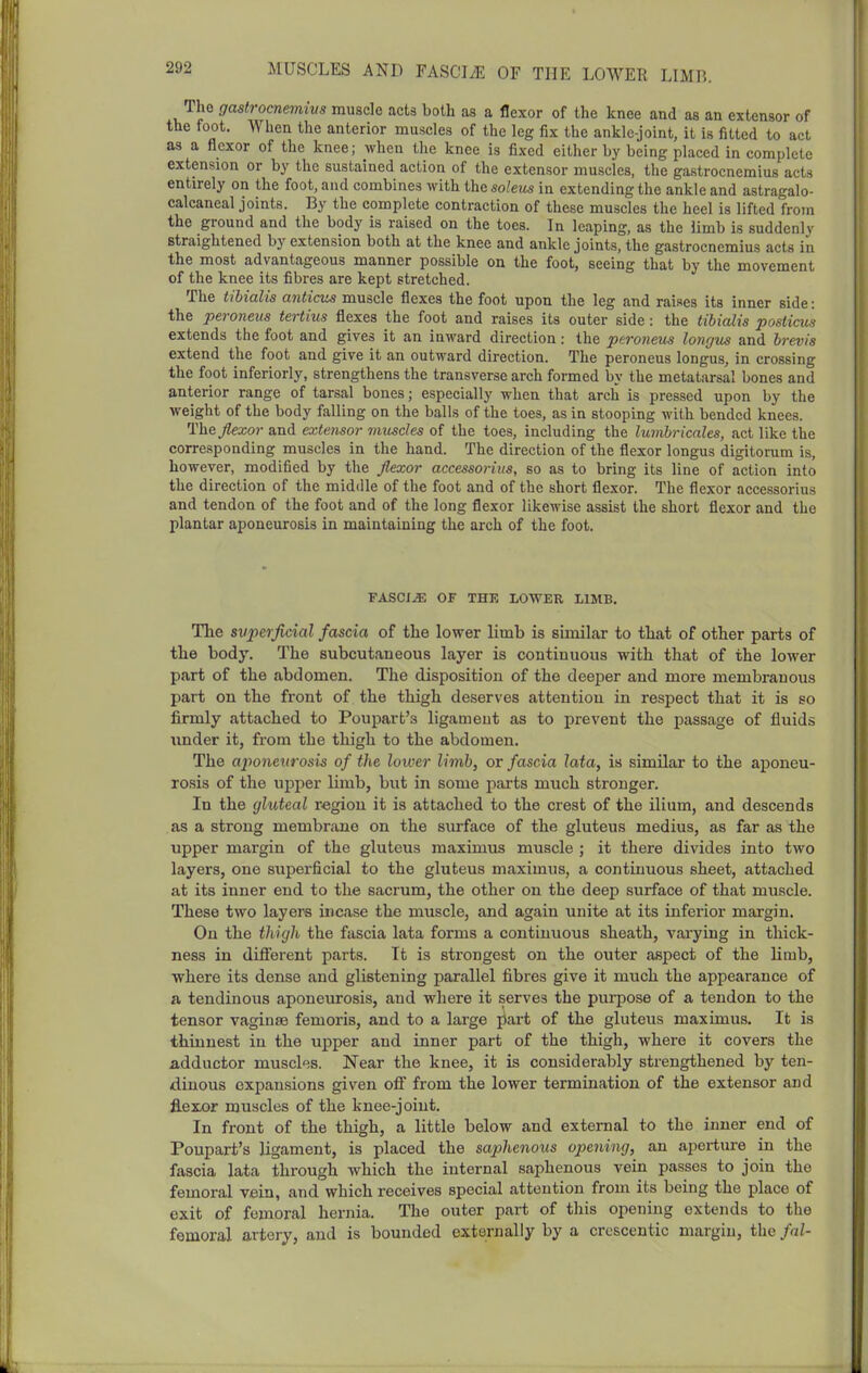 MUSCLES AND FASCIiE OF THE LOWER LIMB. Tho gastrocnemivs muscle acts both as a flexor of the knee and as an extensor of the foot. When the anterior muscles of the leg fix the ankle-joint, it is fitted to act as a flexor of the knee; when the knee is fixed either by being placed in complete extension or by tho sustained action of the extensor muscles, the gastrocnemius acts entirely on the foot, and combines with the soleus in extending the ankle and astragalo- calcaneal joints. By the complete contraction of these muscles the heel is lifted from the ground and the body is raised on the toes. In leaping, as the limb is suddenly straightened by extension both at the knee and ankle joints, the gastrocnemius acts in the most advantageous manner possible on the foot, seeing that by the movement of the knee its fibres are kept stretched. The tihialis anticus muscle flexes the foot upon the leg and raises its inner side: the peroneus tertius flexes the foot and raises its outer side: the tibialis posticus extends the foot and gives it an inward direction: the peroneus longus and hrevis extend the foot and give it an outward direction. The peroneus longuis, in crossing the foot inferiorly, strengthens the transverse arch formed by the metatarsal bones and anterior range of tarsal bones; especially when that arch is pressed upon by the weight of the body falling on the balls of the toes, as in stooping with bended knees. 'iihQ flexor and extensor muscles of the toes, including the lumhricales, act like the corresponding muscles in the hand. The direction of the flexor longus digitorum is, however, modified by the flexor accessoriiis, so as to bring its line of action into the direction of the middle of the foot and of the short flexor. The flexor accessorius and tendon of the foot and of the long flexor likewise assist the short flexor and the plantar aponeurosis in maintaining the arch of the foot. FASClJE OF THE LOWER 11MB. The superficial fascia of the lower limb is similar to that of other parts of the body. The subcutaneous layer is continuous with that of the lower part of the abdomen. The disposition of the deeper and more membranous part on the front of the thigh deserves attention in respect that it is so firmly attached to Poupart's ligament as to prevent the passage of fluids under it, from the thigh to the abdomen. The aponeurosis of the lower limb, or fascia lata, is similar to the aponeu- rosis of the upper limb, but in some parts much stronger. In the gkiteal region it is attached to the crest of the ilium, and descends as a strong membrane on the siu-face of the gluteus medius, as far as the upper margin of the gluteus maximus muscle ; it there divides into two layers, one superficial to the gluteus maximus, a continuous sheet, attached at its inner end to the sacrum, the other on the deep surface of that muscle. These two layers incase the muscle, and again unite at its inferior margin. On the thigh the fascia lata forms a continuous sheath, vaiying in thick- ness in difi'erent parts. It is strongest on the outer aspect of the limb, where its dense and glistening parallel fibres give it much the appearance of a tendinous aponeurosis, and where it serves the purpose of a tendon to the tensor vaginae femoris, and to a large ^art of the gluteus maximus. It is thinnest in the upper and inner part of the thigh, where it covers the adductor muscles. Near the knee, it is considerably strengthened by ten- dinous expansions given oflF from the lower termination of the extensor and fl.ex.or muscles of the knee-joint. In front of the thigh, a little below and external to the inner end of Poupart's ligament, is placed the saphenous opening, an aperture in the fascia lata through which the internal saphenous vein passes to join the femoral vein, and which receives special attention from its being the place of exit of femoral hernia. The outer part of this opening extends to the femoral artery, and is bounded externally by a crescentic margin, the fnl-