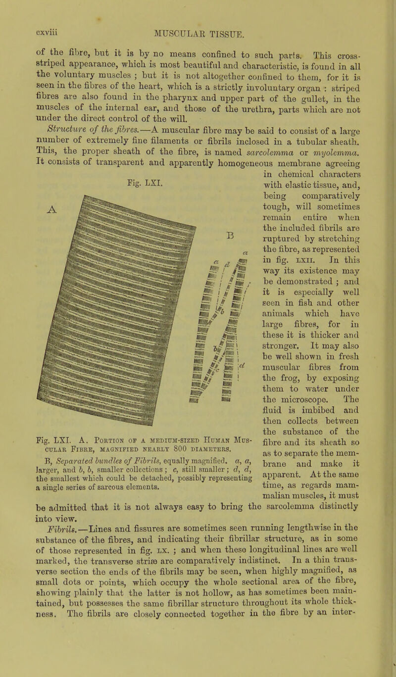 Ji6 / fss of the fibre, but it is by no means confined to such parts. This cross- striped appearance, which is most beautiful and characteristic, is found in all the voluntary muscles ; but it is not altogether confined to them, for it Is seen in the fibres of the heart, which is a strictly involuntary organ : striped fibres are also found in the pharynx and upper part of the gullet, in the muscles of the internal ear, and those of the urethra, parts which are not under the direct control of the will. Structure of the fibres.—A muscular fibre may be said to consist of a large number of extremely fine filaments or fibrils inclosed in a tubular sheath. This, the proper sheath of the fibre, is named sarcolemma or myolemma. It consists of transparent and apparently homogeneous membrane agreeing in chemical characters with elastic tissue, and, being comparatively tough, will sometimes remain entire when the included fibrils are ruptured by stretching the fibre, as represented in fig. lxii. Tn this way its existence may be demonstrated ; and it is especially well seen in fish and other animals which have large fibres, for in these it is thicker and stronger. It may also be well shown in fresh muscular fibres from the frog, by exposing them to water under the microscope. The fluid is imbibed and then collects between the substance of the fibre and its sheath so as to separate the mem- brane and make it apparent. At the same time, as regards mam- malian muscles, it must be admitted that it is not always easy to bring the sarcolemma distinctly into view. Fibrils.—Lines and fissures are sometimes seen running lengthwise in the substance of the fibres, and indicating their fibrillar structure, as in some of those represented in fig. lx. ; and when these longitudinal lines are well marked, the transverse striae are comparatively indistinct. In a thin trans- verse section the ends of the fibrils may be seen, when highly magnified, as small dots or points, which occupy the whole sectional area of the fibre, showing plainly that the latter is not hollow, as has sometimes been main- tained, but possesses the same fibrillar structure throughout its whole thick- ness. The fibrils are closely connected together in the fibre by an inter- Fig. LXI. A. Portion op a medium-sized Human Mus- cular Fibre, magnified nearly 800 diameters. B, Separated bundles of Fibrils, equally magnified, a, a, larger, and 6, 6, smaller collections ; c, still smaller; d, d, the smallest wliich could be detached, possibly representing a single series of sarcous elements.