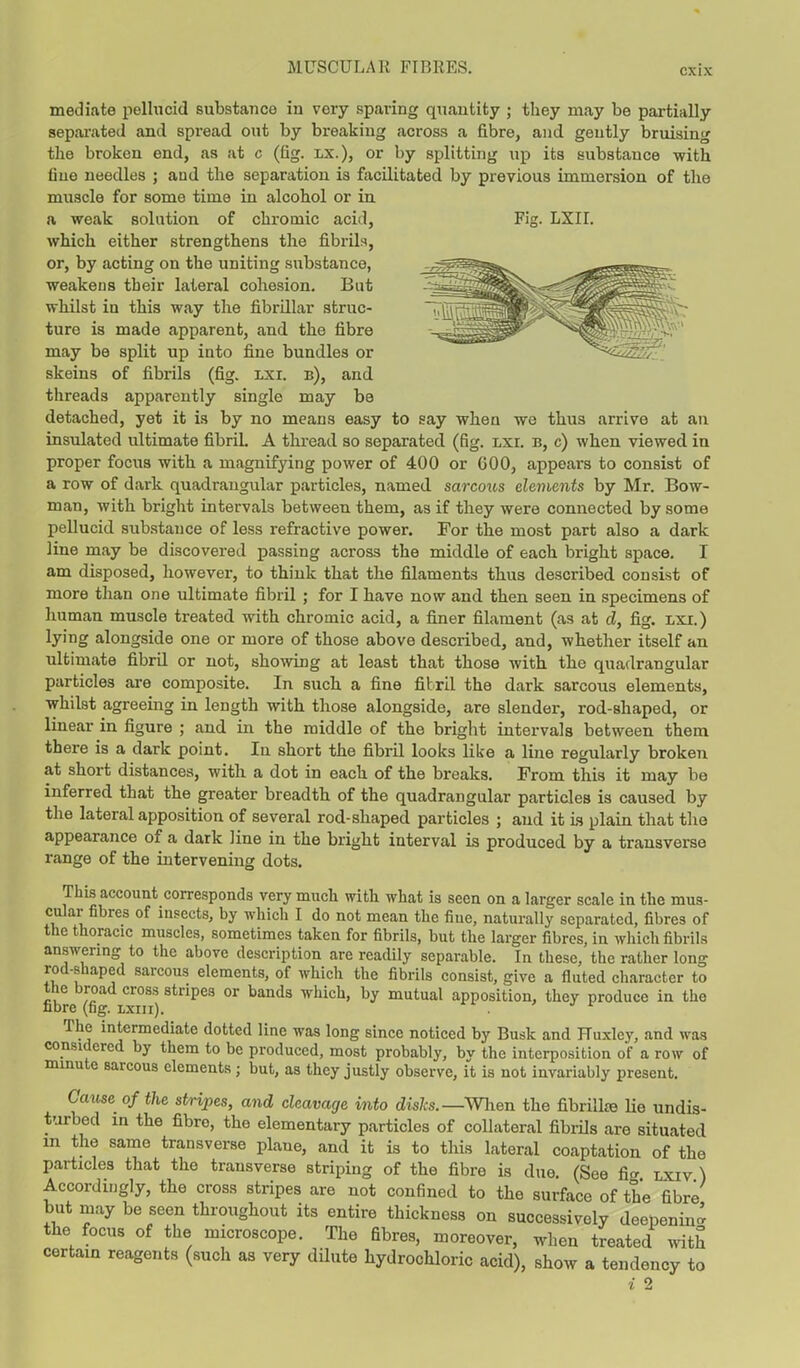 mediate pellucid substance iu very sparing quantity ; they may be partially separated and spread out by breaking across a fibre, and gently bruising the broken end, as at c (fig. lx.), or by splitting up its substance -with fine needles ; and the separation is facilitated by previous immersion of the muscle for some time in alcohol or in. a weak solution of chromic acid, Fig. LXII. which either strengthens the fibrils, or, by acting on the uniting substance, weakens tbeir lateral cohesion. Bat whilst iu this way the fibrillar struc- ture is made apparent, and the fibre may be split up into fine bundles or skeins of fibrils (fig. lxi. b), and threads apparently single may be detached, yet it is by no means easy to say when we thus arrive at an insulated ultimate fibril. A thread so separated (fig. lxi. b, c) when viewed in proper focus with a magnifying power of 400 or GOO, appears to consist of a row of dark quadrangular particles, named sarcous elements by Mr. Bow- man, with bright intervals between them, as if they were connected by some pellucid substance of less refractive power. For the most part also a dark line may be discovered passing across the middle of each bright space. I am disposed, however, to think that the filaments thus described consist of more than one ultimate fibril ; for I have now and then seen in specimens of human muscle treated with chromic acid, a finer filament (as at d, fig. lxi.) lying alongside one or more of those above described, and, whether itself an ultimate fibril or not, showing at least that those with the quadrangular particles are composite. In such a fine fibril the dark sarcous elements, whilst agreeing in length with those alongside, are slender, rod-shaped, or linear in figure ; and in the middle of the bright intervals between them there is a dark point. In short the fibril looks like a line regularly broken at short distances, with a dot in each of the breaks. From this it may be inferred that the greater breadth of the quadrangular particles is caused by the lateral apposition of several rod-shaped particles ; and it is plain that the appearance of a dark line in the bright interval is produced by a transverse range of the intervening dots. This account corresponds very much with what is seen on a larger scale in the mus- cular fibres of insects, by which I do not mean the fiue, naturally separated, fibres of the thoracic muscles, sometimes taken for fibrils, but the larger fibres, in which fibrils answering to the above description are readily separable. In these, the rather long rod-shaped sarcous elements, of which the fibrils consist, give a fluted character to the broad cross stripes or bands which, by mutual apposition, they produce in the fibre (fig. lxiii). . J 1 The intermediate dotted line was long since noticed by Busk and Huxley, and was considered by them to be produced, most probably, bv the interposition of a row of minute sarcous elements ; but, as they justly observe, it is not invariably present. Cause of the stripes, and cleavage into disks.—When the fibrilke lie undis- turbed in the fibre, the elementary particles of collateral fibrils are situated m the same transverse plane, and it is to this lateral coaptation of the particles that the transverse striping of the fibre is due. (See fia lxiv ) Accordingly, the cross stripes are not confined to the surface of the fibre but may be seen throughout its entire thickness on successively deepening the focus of the microscope. The fibres, moreover, when treated with certain reagents (such as very dilute hydrochloric acid), show a tendency to i 2
