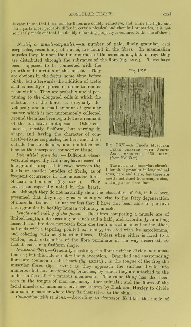 is easy to see that the muscular fibres are doubly refractive, and while the light and dark parts most probably differ in certain physical and chemical properties, it is not so clearly made out that the doubly refracting property is confined to the one of them. Nuclei, or muscle-corpuscles.—A number of pale, finely granular, ooal corpuscles, resembling cell-nuclei, are found in the fibres. In mammalian muscles tbey lie upon the inner surface of the sarcolemma, but in frogs they are distributed through the substance of the fibre (fig. lxv.). These have been supposed to be connected with the growth and nutrition of the muscle. They are obvious in the foetus some time before birth, but afterwards the addition of acetic acid is usually required in order to render them visible. They are probably nuclei per- taining to the elongated cells in which the substance of the fibres is originally de- veloped ; and a small amount of granular matter which is not uncommonly collected around them has been regarded as a remnant of the formative protoplasm. Other cor- puscles, mostly fusiform, but varying in shape, and having the character of con- nective-tissue corpuscles, He here and there outside the sarcolemma, and doubtless be- long to the interposed connective tissue. Interstitial granules. — Different obser- vers, and especially Kolliker, have described fine granules disposed in rows between the fibrils or smaller bundles of fibrils, as of frequent occurrence in the muscular fibres of man and animals (fig. ixvi.). They have been especially noted in the heart, and although they do not naturally show the characters of fat, it has been presumed that they may by conversion give rise to the fatty degeneration of muscular tissue. I must confess that I have not been able to perceive these granules in healthy human voluntary muscle. Length and ending of the fibres.—The fibres composing a muscle are of limited length, not exceeding one inch and a half; and accordingly in a long fasciculus a fibre does not reach from one tendinous attachment to the other, but ends with a tapering pointed extremity, invested with its sarcolemma, and cohering with neighbouring fibres. Unless when either is fixed to a tendon, both extremities of the fibre terminate in the way described, so that it has a long fusiform shape. Branched fibres.—Generally speaking, the fibres neither divide nor anas- tomose ; but this rule is not without exception. Branched and anastomosing fibres are common in the heart (fig. lxxit.) ; in the tongue of the frog the muscular fibres (fig. lxvii.) as they approach the surface divide into numerous but not anastomosing branches, by which they are attached to the under surface of the mucous membrane. The same thing has also been seen in the tongue of man and many other animals j and the fibres of the facial muscles of mammals have been shown by Busk and Huxley to divide in a similar manner where they fix themselves to the skiu. Connection with tendons.— According to Professor Kolliker the mode of Fig. LXV. Fig. LXV.—A Frog's Muscular Fibre treated with Acetic Acid, magnified 350 diam. (from Kolliker). The nuclei are somewhat shrunk. Interstitial granules in longitudinal rows, here and there, but these are mostly indistinct from compression, and appear as mere lines.