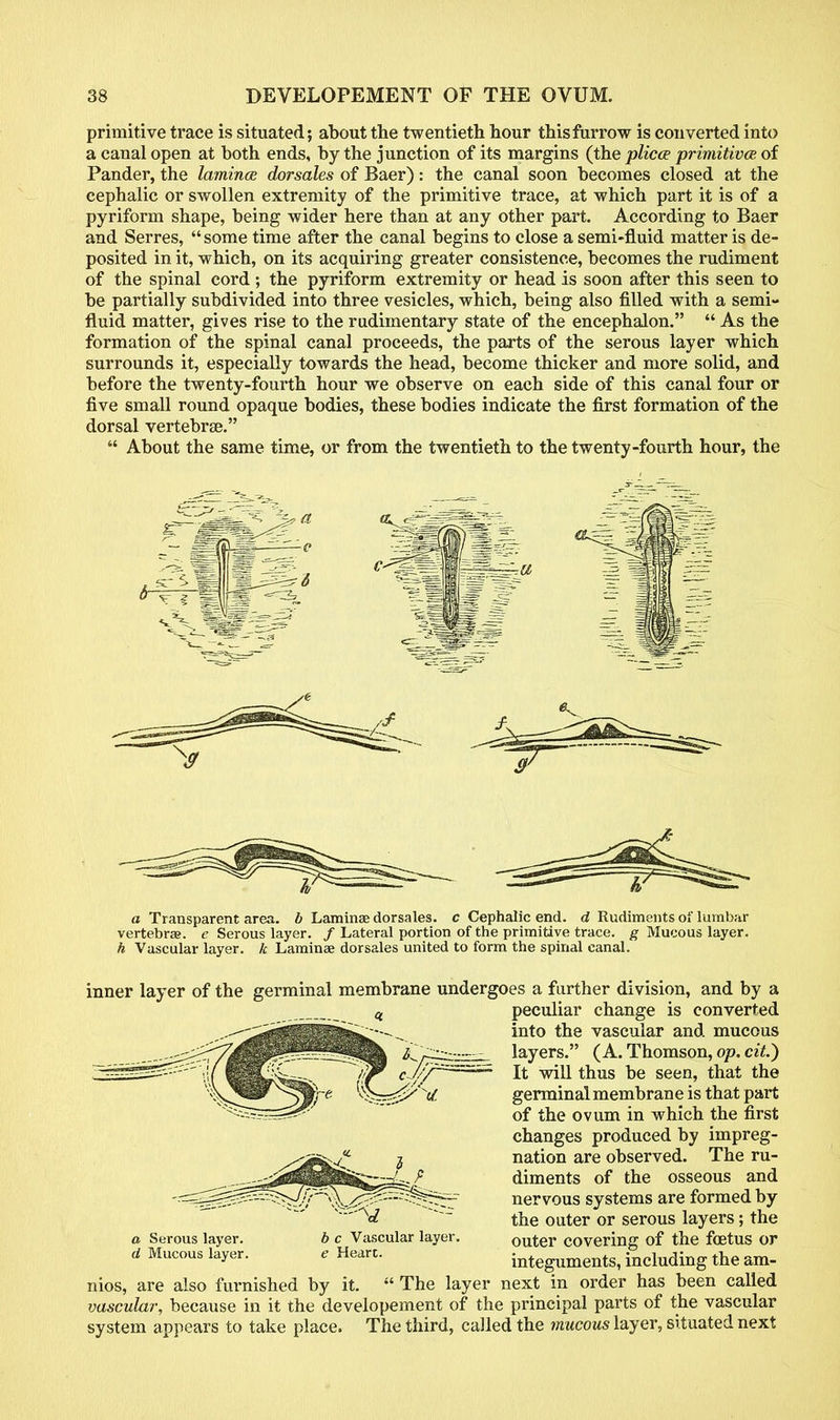 primitive trace is situated; about the twentieth hour this furrow is converted into a canal open at both ends, by the junction of its margins (the plicce primitive of Pander, the lamince dorsales of Baer): the canal soon becomes closed at the cephalic or swollen extremity of the primitive trace, at which part it is of a pyriform shape, being wider here than at any other part. According to Baer and Serres,  some time after the canal begins to close a semi-fluid matter is de- posited in it, which, on its acquiring greater consistence, becomes the rudiment of the spinal cord ; the pyriform extremity or head is soon after this seen to be partially subdivided into three vesicles, which, being also filled with a semi- fluid matter, gives rise to the rudimentary state of the encephalon.  As the formation of the spinal canal proceeds, the parts of the serous layer which surrounds it, especially towards the head, become thicker and more solid, and before the twenty-fourth hour we observe on each side of this canal four or five small round opaque bodies, these bodies indicate the first formation of the dorsal vertebra?.  About the same time, or from the twentieth to the twenty-fourth hour, the a Transparent area, b Laminae dorsales. c Cephalic end. d Rudiments of lumbar vertebra?, e Serous layer. / Lateral portion of the primitive trace, g Mucous layer. h Vascular layer, k Laminae dorsales united to form the spinal canal. inner layer of the germinal membrane undergoes a further division, and by a peculiar change is converted into the vascular and mucous layers. (A. Thomson, op. cit.) It will thus be seen, that the germinal membrane is that part of the ovum in which the first changes produced by impreg- nation are observed. The ru- diments of the osseous and nervous systems are formed by the outer or serous layers; the outer covering of the foetus or integuments, including the am- nios, are also furnished by it.  The layer next in order has been called vascular, because in it the developement of the principal parts of the vascular system appears to take place. The third, called the mucous layer, situated next a Serous layer. d Mucous layer. b c Vascular layer. e Heart.