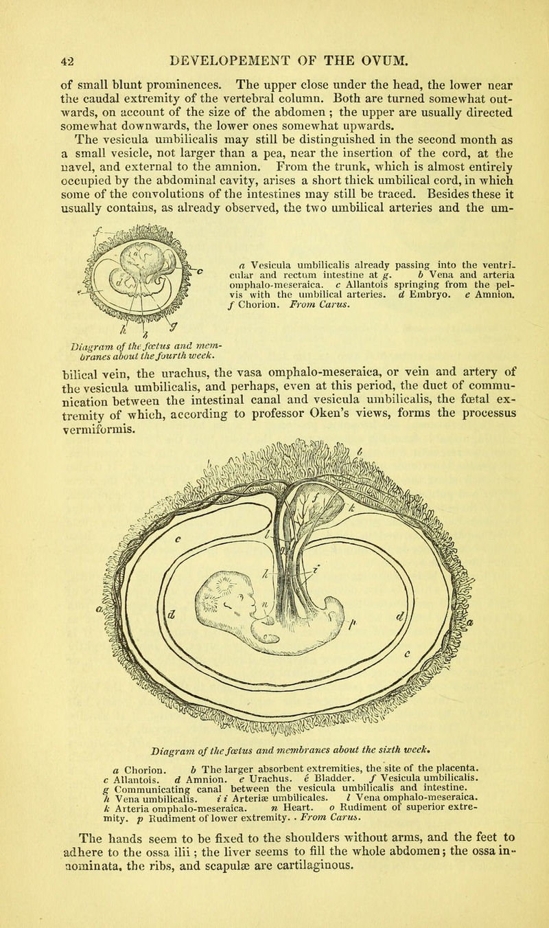 of small blunt prominences. The upper close under the head, the lower near the caudal extremity of the vertebral column. Both are turned somewhat out- wards, on account of the size of the abdomen ; the upper are usually directed somewhat downwards, the lower ones somewhat upwards. The vesicula umbilicalis may still be distinguished in the second month as a small vesicle, not larger than a pea, near the insertion of the cord, at the navel, and external to the amnion. From the trunk, which is almost entirely occupied by the abdominal cavity, arises a short thick umbilical cord, in which some of the convolutions of the intestines may still be traced. Besides these it usually contains, as already observed, the two umbilical arteries and the um- a Vesicula umbilicalis already passing into the ventri- cular and rectum intestine at g. b Vena and arteria omphalo-meseraica. c Allantois springing from the pel- vis with the umbilical arteries, d Embryo, e Amnion. / Chorion. From Carus. Diagram of the. foetus and mem- branes about the fourth week. bilical vein, the urachus, the vasa omphalo-meseraica, or vein and artery of the vesicula umbilicalis, and perhaps, even at this period, the duct of commu- nication between the intestinal canal and vesicula umbilicalis, the foetal ex- tremity of which, according to professor Oken's views, forms the processus vermiformis. Diagram of the foetus and membranes about the sixth week. a Chorion. b The larger absorbent extremities, the site of the placenta. c Allantois. d Amnion, e Urachus. e Bladder. / Vesicula umbilicalis. g Communicating canal between the vesicula umbilicalis and intestine. h Vena umbilicalis. i i Arterise umbilicales. I Vena omphalo-meseraica. k Arteria omphalo-meseraica. n Heart. o Rudiment of superior extre- mity, p Rudiment of lower extremity. . From Carus. The hands seem to be fixed to the shoulders without arms, and the feet to adhere to the ossa ilii; the liver seems to fill the whole abdomen; the ossain- aominata. the ribs, and scapulae are cartilaginous.