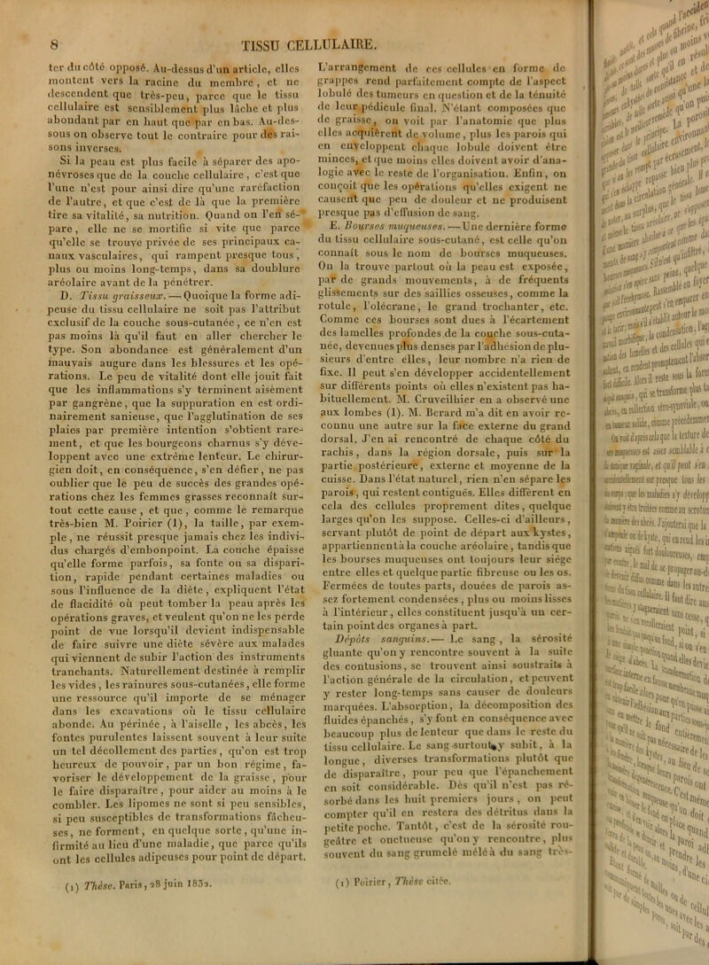 ter du côté opposé. Au-dessus d’un article, clics montent vers la racine du membre , et ne descendent que très-peu, parce que le tissu cellulaire est sensiblement plus lâche et plus abondant par en haut que par en bas. Au-des- sous on observe tout le contraire pour des rai- sons inverses. Si la peau est plus facile à séparer des apo- névroses que de la couche cellulaire, c’est que l’une n’est pour ainsi dire qu’une raréfaction de l’autre, et que c’est de là que la première tire sa vitalité, sa nutrition. Quand on l’en sé-* pare, elle ne se mortifie si vite que parce qu’elle se trouve privée de ses principaux ca- naux vasculaires, qui rampent presque tous , plus ou moins long-temps, dans sa doublure aréolaire avant de la pénétrer. D. Tissu graisseux. — Quoique la forme adi- peuse du tissu cellulaire ne soit pas l’attribut exclusif de la couche sous-cutanée, ce n’en est pas moins là qu’il faut en aller chercher le type. Son abondance est généralement d’un mauvais augure dans les blessures et les opé- rations. Le peu de vitalité dont elle jouit fait que les inflammations s’y terminent aisément par gangrène, que la suppuration en est ordi- nairement sanieuse, que l’agglutination de ses plaies par première intention s’obtient rare- ment, et que les bourgeons charnus s’y déve- loppent avec une extrême lenteur. Le chirur- gien doit, en conséquence, s’en défier, ne pas oublier que le peu de succès des grandes Opé- rations chez les femmes grasses reconnaît sur- tout cette cause, et que, comme le remarque très-bien M. Poirier (1), la taille, par exem- ple , ne réussit presque jamais chez les indivi- dus chargés d’embonpoint. La couche épaisse qu’elle forme parfois, sa fonte ou sa dispari- tion, rapide pendant certaines maladies ou sous l’influence de la diète, expliquent l’état de flacidité où peut tomber la peau après les opérations graves, et veulent qu’on ne les perde point de vue lorsqu’il devient indispensable de faire suivre une diète sévère aux malades qui viennent de subir l’action des instruments tranchants. Naturellement destinée à remplir les vides , les rainures sous-cutanées, elle forme une ressource qu’il importe de se ménager dans les excavations où le tissu cellulaire abonde. Au périnée , à l’aiselle , les abcès, les fontes purulentes laissent souvent à leur suite un tel décollement des parties, qu’on est trop heureux de pouvoir, par un bon régime, fa- voriser le développement de la graisse, poul- ie faire disparaître, pour aider au moins à le combler. Les lipomes ne sont si peu sensibles, si peu susceptibles de transformations fâcheu- ses, ne forment, en quelque sorte, qu’une in- firmité au lieu d’une maladie, que parce qu’ils ont les cellules adipeuses pour point de départ. (i) Thèse. Paris, 98 juin 183i. L’arrangement de ces cellules en forme de grappes rend parfaitement compte de l’aspect lobulé des tumeurs en question et de la ténuité de leur pédicule final. N’étant composées que de graisse, ou voit par l’anatomie que plus elles acquièrent de volume, plus les parois qui en enveloppent chaque lobule doivent être minces, et que moins elles doivent avoir d'ana- logie avec le reste de l’organisation. Enfin, on conçoit que les opérations qu’elles exigent ne causent que peu de douleur et ne produisent presque pas d’effusion de sang. E. Bourses muqueuses. —Une dernière forme du tissu cellulaire sous-cutané, est celle qu’on connaît sous le nom de bourses muqueuses. On la trouve partout où la peau est exposée, par de grands mouvements, à de fréquents glissements sur des saillies osseuses, comme la rotule, l’olécrane, le grand trochanter, etc. Comme ces bourses sont dues à l’écartement des lamelles profondes de la couche sous-cuta- née, devenues plus denses par l’adhésion de plu- sieurs d’entre elles, leur nombre n’a rien de fixe. Il peut s’en développer accidentellement sur différents points où elles n’existent pas ha- bituellement. M. Cruvcilbier en a observé une aux lombes (1). M. Bcrard m’a dit en avoir re- connu une autre sur la face externe du grand dorsal. J’en ai rencontré de chaque côté du rachis, dans la région dorsale, puis sur la partie postérieure, externe et moyenne de la cuisse. Dans l’état naturel, rien n’en sépare les parois , qui restent contiguës. Elles diffèrent en cela des cellules proprement dites, quelque larges qu’on les suppose. Celles-ci d’ailleurs, servant plutôt de point de départ auxtystes, appartiennentàla couche aréolaire, tandis que les bourses muqueuses ont toujours leur siège entre elles et quelque partie fibreuse ou les os. Fermées de toutes parts, douées de parois as- sez fortement condensées , plus ou moins lisses à l’intérieur, elles constituent jusqu'à un cer- tain point des organes à part. Depots sanguins.— Le sang , la sérosité gluante qu’on y rencontre souvent à la suite des contusions, se trouvent ainsi soustraits à l’action générale de la circulation, et peuvent y rester long-temps sans causer de douleurs marquées. L’absorption, la décomposition des fluides épanchés , s’y font en conséquence avec beaucoup plus de lenteur que dans le reste du tissu cellulaire. Le sang -surtout*}- subit, à la longue, diverses transformations plutôt que de disparaître , pour peu que l’épanclicment en soit considérable. Dès qu’il n’est pas ré- sorbé dans les huit premiers jours , on peut compter qu’il en restera des détritus dans la petite poche. Tantôt, c’est de la sérosité rou- geâtre et onctueuse qu'on y rencontre, plus souvent du sang grumelé mêlé à du sang tros- (1) Poirier, Thèse citée. •h ** 1 j’unc \i it ^ .rfffltlM ««rosi* b>r0S ‘f.Lnanl ri(l5 1 nt It ,#(r d*oç >ï priée?1' ^rotii>3 rfjl .1 «‘Im jp ' 5urfleù ^ KDDler,>u UIf -l’ire # u 1. htS :„hüonSe.... [i’e« lj0 ii»circ euflt *, Inst Oitl ’1T nf A'FP0 ?r^!fjîî®partrtn à;t,,tu Acta siiww™le,0tt ataiatH solide, comme précèêenratei OüTait dàprèaceJuque la texture (le gfis/pm al assez scmllalle à c h rz'mle, ci qu'il peut s'en, ardaitcilciucnt sur presque tous les ù corps : que les maladies s'y dérclopp ,u“‘- %e traitées comme au scrotun tdfsakts. J'ajouterai que la fil! dp I nfra 11 • m delvste, qui enrend les ii 1 fort douloureuses, emp t sc propager au-di “ amoureuses, emp '“IdeseproiwrsnJ, ^«mmeàns lesautre: ilalllre'ilf™tdireau, point, si li’si°n s'em ierie; CiS'ï WJ** Je fondr le‘ 5°us-î «née . Mi ^tem. j».,,. -lCfnen! ecrisaire de j 1! au fieg de c„ fUr« DWn- C $C tuce,ï is°nt SW c»pl( °rs la are les ,f- 5 N Ctl On J