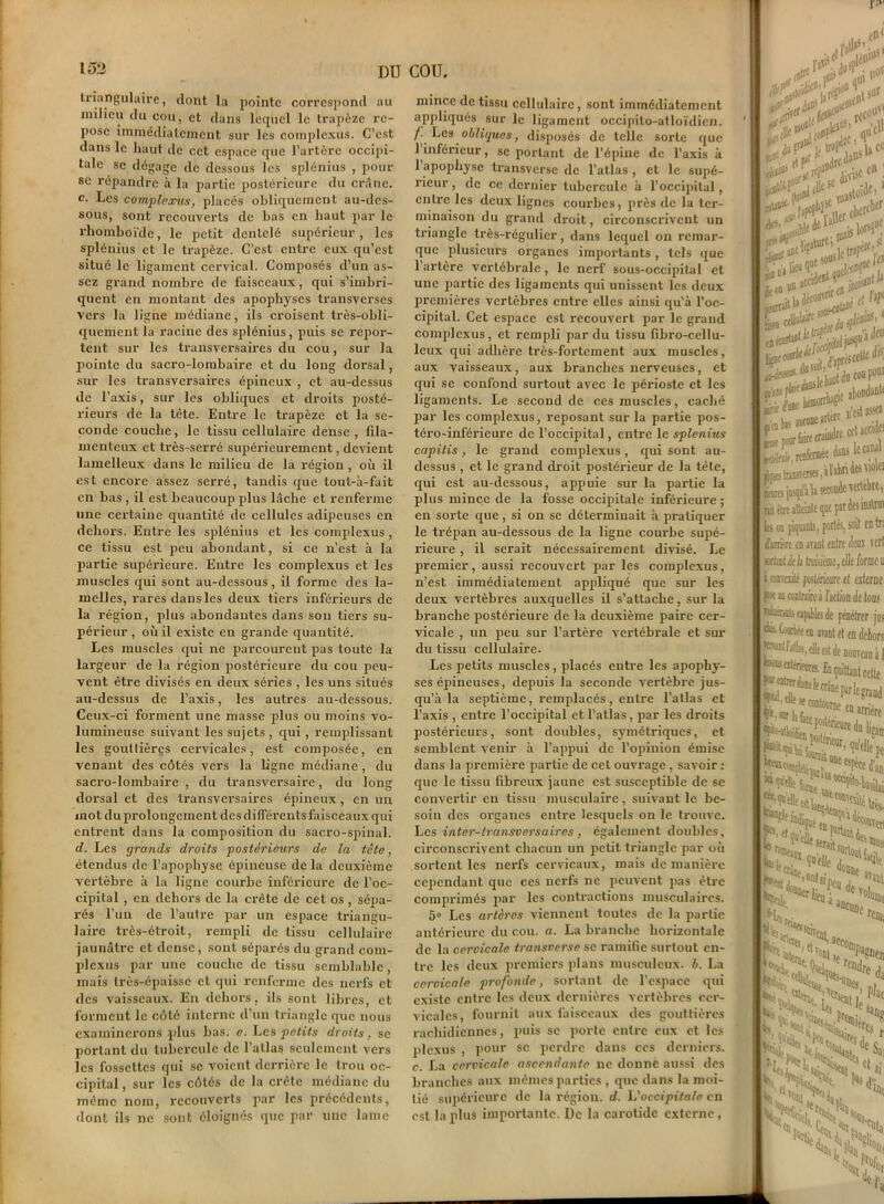 triangulaire, dont la pointe correspond au milieu du cou, et dans lequel le trapèze re- pose immédiatement sur les complcxus. C’est dans le haut de cet espace que l’artère occipi- tale se dégage de dessous les splénius , pour se répandre à la partie postérieure du crâne. c. Les complcxus, placés obliquement au-des- sous, sont recouverts de bas en haut par le rhomboïde, le petit dentelé supérieur, les splénius et le trapèze. C’est entre eux qu’est situé le ligament cervical. Composés d’un as- sez grand nombre de faisceaux, qui s’imbri- quent en montant des apophyses transverses vers la ligne médiane, ils croisent très-obli- quement la racine des splénius, puis se repor- tent sur les transversaires du cou, sur la pointe du sacro-lombaire et du long dorsal, sur les transversaires épineux , et au-dessus de l’axis, sur les obliques et droits posté- rieurs de la tète. Entre le trapèze et la se- conde couche, le tissu cellulaire dense, fila- menteux et très-serré supérieurement, devient lamclleux dans le milieu de la région, où il est encore assez serré, tandis que tout-à-fait en bas , il est beaucoup plus lâche et renferme une certaine quantité de cellules adipeuses en dehors. Entre les splénius et les complexus , ce tissu est peu abondant, si ce n’est à la partie supérieure. Entre les complexus et les muscles qui sont au-dessous , il forme des la- melles, rares dans les deux tiers inférieurs de la région, plus abondantes dans son tiers su- périeur , où il existe en grande quantité. Les muscles qui ne parcourent pas toute la largeur de la région postérieure du cou peu- vent être divisés en deux séries , les uns situés au-dessus de l’axis, les autres au-dessous. Ceux-ci forment une masse plus ou moins vo- lumineuse suivant les sujets , qui , remplissant les gouttières cervicales, est composée, en venant des côtés vers la ligne médiane, du sacro-lombaire , du transversaire, du long dorsal et des transversaires épineux, en un mot du prolongement des différents faisceaux qui entrent dans la composition du sacro-spinal. d. Les grands droits postérieurs de la tète, étendus de l’apophyse épineuse de la deuxième vertèbre à la ligne courbe inférieure de l’oc- cipiLal , en dehors de la crête de cet os, sépa- rés l'un de l’autre par un espace triangu- laire très-étroit, rempli de tissu cellulaire jaunâtre et dense, sont séparés du grand com- plcxus par une couche de tissu semblable, mais très-épaisse et qui renferme des nerfs et des vaisseaux. En dehors, ils sont libres, et forment le côté interne d’un triangle que nous examinerons plus bas. e. Les petits droits, se portant du tubercule de l’atlas seulement vers les fossettes qui se voient derrière le trou oc- cipital , sur les côtés de la crête médiane du même nom, recouverts par les précédents, dont ils ne sont éloignés que par une lame mince de tissu cellulaire, sont immédiatement appliqués sur le ligament occipito-atloïdien. /. Les obliijuos, disposés de telle sorte que 1 inférieur, se portant de l’épine de l’axis à l’apophyse transverse de l’atlas , et le supé- rieur , de ce dernier tubercule à l’occipital, entre les deux lignes courbes, près de la ter- minaison du grand droit, circonscrivent un triangle très-régulier, dans lequel on remar- que plusieurs organes importants , tels que 1 artère vertébrale, le nerf sous-occipital et une partie des ligaments qui unissent les deux premières vertèbres entre elles ainsi qu’à l’oc- cipital. Cet espace est recouvert par le grand complcxus, et rempli par du tissu Gbro-cellu- leux qui adhère très-fortement aux muscles, aux vaisseaux, aux branches nerveuses, et qui se confond surtout avec le périoste et les ligaments. Le second de ces muscles, caché par les complexus, reposant sur la partie pos- téro-inférieure de l’occipital, entre le splénius capitis, le grand complexus, qui sont au- dessus , et le grand droit postérieur de la tète, qui est au-dessous, appuie sur la partie la plus mince de la fosse occipitale inférieure ; en sorte que, si on se déterminait à pratiquer le trépan au-dessous de la ligne courbe supé- rieure , il serait nécessairement divisé. Le premier, aussi recouvert par les complexus, n’est immédiatement appliqué que sur les deux vertèbres auxquelles il s’attache, sur la branche postérieure de la deuxième paire cer- vicale , un peu sur l’artère vertébrale et sur du tissu cellulaire. Les petits muscles, placés entre les apophy- ses épineuses, depuis la seconde vertèbre jus- qu’à la septième, remplacés, entre l’atlas et l’axis , entre l’occipital et l’atlas, par les droits postérieurs, sont doubles, s3rmétriqucs, et semblent venir à l’appui de l’opinion émise dans la première partie de cet ouvrage , savoir : que le tissu fibreux jaune est susceptible de se convertir en tissu musculaire, suivant le be- soin des organes entre lesquels on le trouve. Les inter-transversaires , également doubles, circonscrivent chacun un petit triangle par où sortent les nerfs cervicaux, mais de manière cependant que ces nerfs ne peuvent pas être comprimés par les contractions musculaires. 5° Les artères viennent toutes de la partie antérieure du cou. a. La branche horizontale de la cervicale transverse se ramifie surtout en- tre les deux premiers plans musculeux, b. La cervicale profonde, sortant de l’espace qui existe entre les deux dernières vertèbres cer- vicales, fournit aux faisceaux des gouttières rachidiennes, puis se porte entre eux et les plexus , pour se perdre dans ces derniers. c. La cervicale ascendante ne donne aussi des branches aux mêmes parties , que dans la moi- tié supérieure de la région, d. L'occipitale en est la plus importante. De la carotide externe, cnl 0 W£) tr»[ îi* i»po^edel mais10^0- •#P‘Vl,p5c“ 1 J*-A sc : jj*!^6 -Mtoïfc' df ufl( U1“*- , g 58-3$ ,Uf abondant “,fe n’edasse* Vjj aucune arttfc fl nfc renfermée dm ^ s Injinatts, à l’abri des uvW s josquà U tecoade vertebte, itre atteintï que par des instrm >u piquants, portés, soi! en tr: lire «i avant cuire dent vert if de la troisième, elle forme u radié postérieure et citerne, a» contraire à faction Je tous rats capables de pénétrer jus tarte en avant et en dehors “•Ma, elle est de nouveau à] s “^.fn quittant celle pt'tlle igan :Pe l’an tasilaj «e d’: tetîèi. tes- “Htttl > tons îaijV «»nt