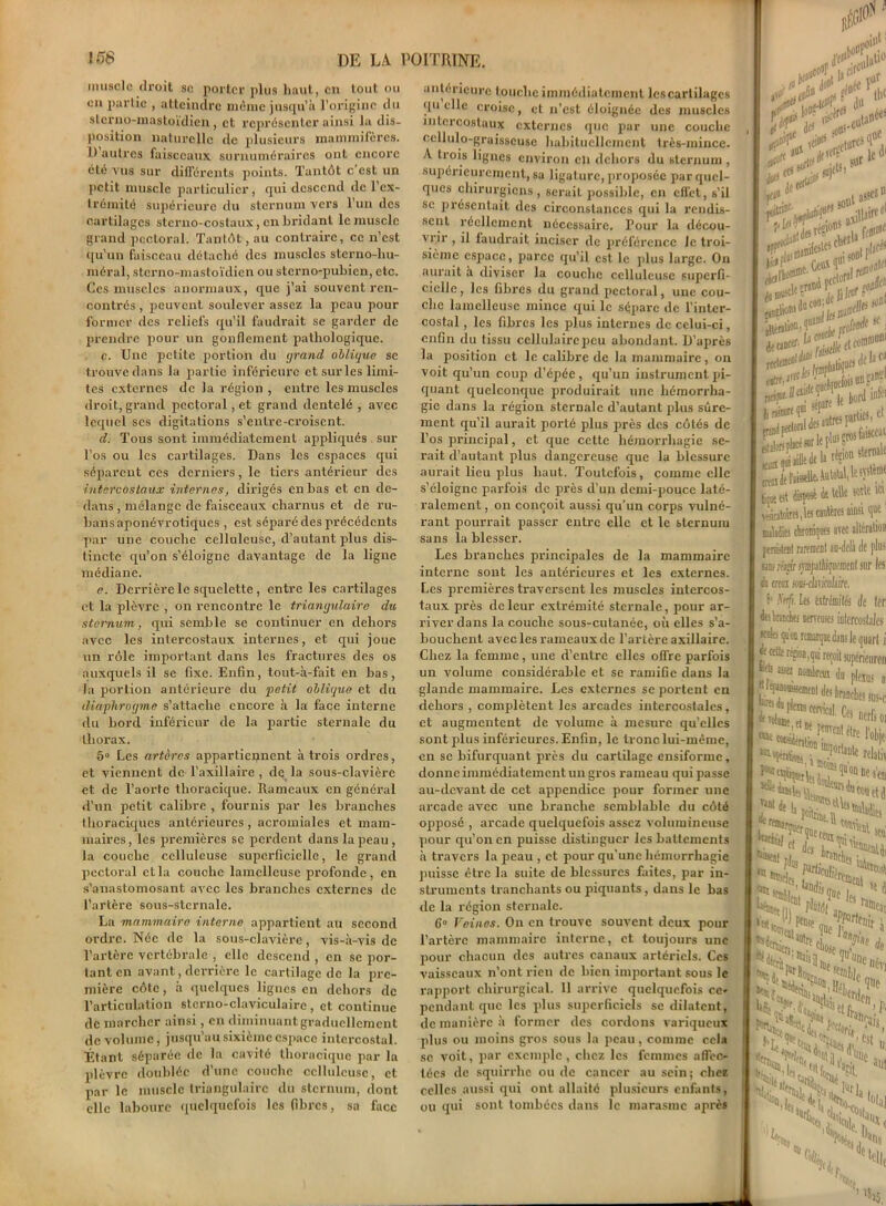 muscle droit sc porter plus haut, en tout ou en partie , atteindre même jusqu’à l'origine du slcrno-mastoïdien, et représenter ainsi la dis- position naturelle tic plusieurs mammifères. D’autres faisceaux surnuméraires ont encore été vus sur différents points. Tantôt c’est un petit muscle particulier, qui descend de l’ex- trémité supérieure du sternum vers l’un des cartilages sterno-costaux, en bridant le muscle grand pectoral. Tantôt, au contraire, ce n’est qu’un faisceau détaché des muscles sterno-liu- méral, sterno-mastoïdicn ou sterno-pubien, etc. Ces muscles anormaux, que j’ai souvent ren- contrés , peuvent soulever assez la peau pour former des reliefs qu’il faudrait se garder de prendre pour un gonflement pathologique. c. Une petite portion du grand oblique sc trouve dans la partie inférieure et sur les limi- tes externes de la région , entre les muscles droit, grand pectoral, et grand dentelé , avec lequel scs digitations s’entre-croiscnt. d. Tous sont immédiatement appliqués sur l’os ou les cartilages. Dans les espaces qui séparent ces derniers, le tiers antéi’ieur des intercostaux internes, dirigés en bas et en de- dans , mélange de faisceaux charnus et de ru- bans aponévrotiques , est séparé des précédents par une couche celluleuse, d’autant plus dis- tincte qu’on s’éloigne davantage de la ligne médiane. e. Derrière le squelette , entre les cartilages et la plèvre , on rencontre le triangulaire du sternum, qui semble se continuer en dehors avec les intercostaux internes, et qui joue un rôle important dans les fractures des os auxquels il se fixe. Enfin, tout-à-fait en bas, la portion antérieure du petit oblique et du diaphragme s’attache encore à la face interne du bord inférieur de la partie sternale du thorax. 5° Les artères appartiennent à trois ordres, et viennent de l’axillaire, de la sous-clavière et de l’aorte thoracique. Rameaux en général d’un petit calibre , fournis par les branches thoraciques antérieures, acromiales et mam- maires, les premières se perdent dans la peau, la couche celluleuse superficielle, le grand pectoral et la couche lamellcuse profonde, en s’anastomosant avec les brandies externes de l’artère sous-sternale. La mammaire interne appartient au second ordre. Née de la sous-clavière, vis-à-vis de l’artère vertébrale , elle descend , en se por- tant en avant, derrière le cartilage de la pre- mière côte, à quelques lignes en dehors de l’articulation sterno-claviculaire , et continue de marcher ainsi, en diminuant graduellement de volume, jusqu’au sixième espace intercostal. Étant séparée de la cavité thoracique par la plèvre doublée d’une couche celluleuse, et par le muscle triangulaire du sternum, dont clic laboure quelquefois les fibres, sa face antérieure touche immédiatement lescartilagcs quelle croise, et n’est éloignée des muscles intercostaux externes que par une couche cellulo-graisseuse habituellement très-mince. A trois lignes environ en dehors du sternum , supérieurement, sa ligature, proposée par quel- ques chirurgiens , serait possible, en effet, s’il se présentait des circonstances qui la rendis- sent réellement nécessaire. Pour la décou- vrir , il faudrait inciser de préférence Je troi- sième espace, parce qu’il est le plus large. On aurait à diviser la couche celluleuse superfi- cielle , les fibres du grand pectoral, une cou- che lamellcuse mince qui le sépare de l’inter- costal , les fibres les plus internes de celui-ci, enfin du tissu cellulaire peu abondant. D’après la position et le calibre de la mammaire, on voit qu’un coup d’épée, qu’un instrument pi- quant quelconque produirait une hémorrha- gie dans la région sternale d’autant plus sûre- ment qu’il aurait porté plus près des côtés de l’os principal, et que cette hémorrhagie se- rait d’autant plus dangereuse que la blessure aurait lieu plus haut. Toutefois, comme elle s’éloigne parfois de près d’un demi-pouce laté- ralement, on conçoit aussi qu’un corps vulné- rant pourrait passer entre elle et le sternum sans la blesser. Les branches principales de la mammaire interne sont les antérieures et les externes. Les premières traversent les muscles intercos- taux près de leur extrémité sternale, pour ar- river dans la couche sous-cutanée, où elles s’a- bouchent avec les rameaux de l’artère axillaire. Chez la femme, une d’entre elles offre parfois un volume considérable et se ramifie dans la glande mammaire. Les externes se portent en dehors , complètent les arcades intercostales, et augmentent de volume à mesure qu’elles sont plus inférieures. Enfin, le tronc lui-même, en se bifurquant près du cartilage ensiforme, donne immédiatement un gros rameau qui passe au-devant de cet appendice pour former une arcade avec une branche semblable du côté opposé , arcade quelquefois assez volumineuse pour qu’on en puisse distinguer les battements à travers la peau , et pour qu'une hémorrhagie puisse être la suite de blessures faites, par in- struments tranchants ou piquants, dans le bas de la région sternale. 6° Veines. On en trouve souvent deux pour l’artère mammaire interne, et toujours une pour chacun des autres canaux artériels. Ces vaisseaux n’ont rien de bien important sous le rapport chirurgical. 11 arrive quelquefois ce- pendant que les plus superficiels se dilatent, de manière à former des cordons variqueux plus ou moins gros sous la peau, comme cela sc voit, par exemple, chez les femmes affec- tées de squirrhe ou de cancer au sein ; chez celles aussi qui ont allaité plusieurs enfants, ou qui sont tombées dans le marasme après du 11 $ «•* je nt 3^ î* ^ \ ( ph*tique5 de K^quisiOede D région ste faisselle. Àatotal, le!) bptfit disposé dt telle sott véàcatotrrtjles ctnttits ainsi niM» chroniques avec alla prèleat rarement au-delà de un- tu rrmmlL’,TM,'motif <11 ds ereur .«-fia S'JVifs. Les fekïDck; cer I de celle rejion,i I Lis assez nom I ^«daplcins I “ tolamt, et a m ««siéra! KÜe fcjii raai fc | ‘kraujf- I «siejj I 1,1 Us