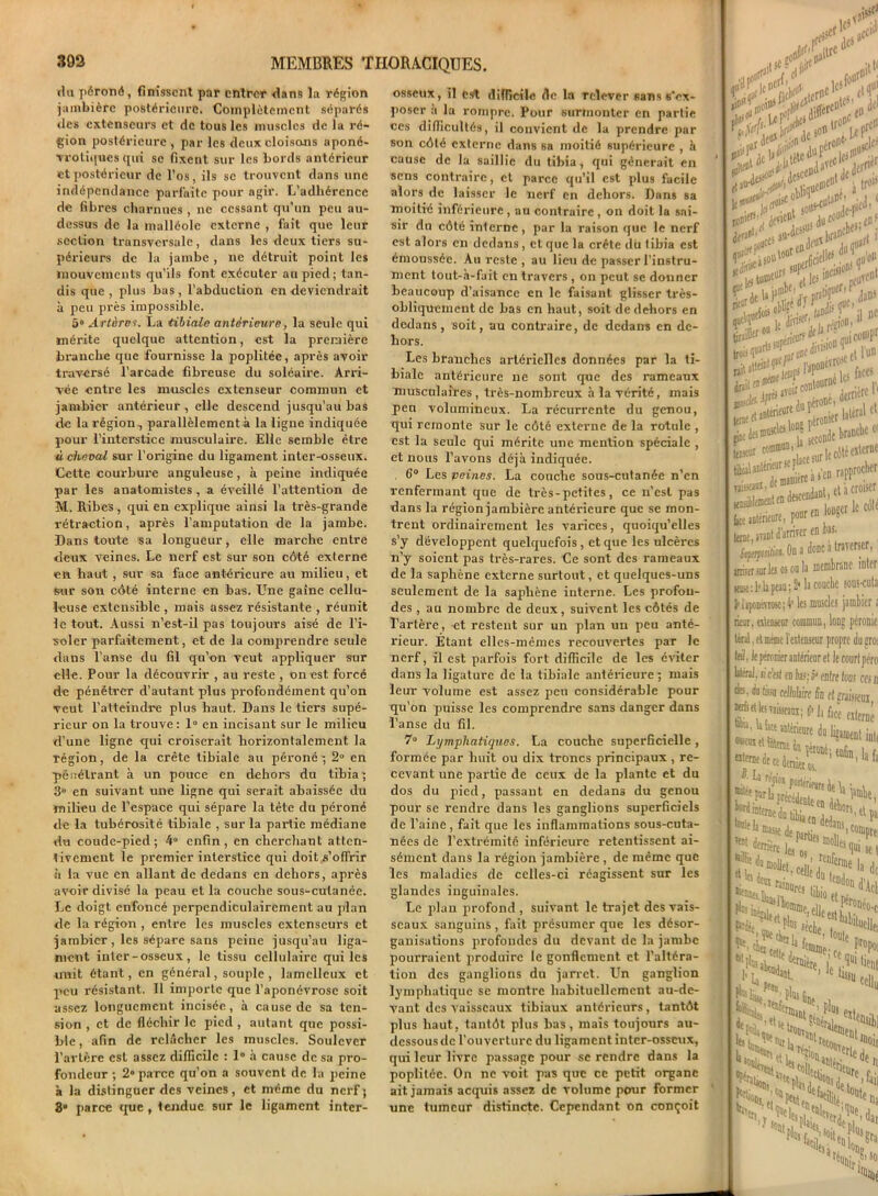 du péroné, finissent par entrer dans la région jambière postérieure. Complètement séparés «les extenseurs et de tous les muscles de la ré- gion postérieure , par les deux cloisons aponé- vrotiques qui se fixent sur les bords antérieur et postérieur de l’os, ils se trouvent dans une indépendance parfaite pour agir. L’adhérence de fibres charnues , ne cessant qu’un peu au- dessus de la malléole externe , fait que leur section transversale, dans les deux tiers su- périeurs de la jambe , ne détruit point les mouvements qu’ils font exécuter au pied; tan- dis que, plus bas, l’abduction en deviendrait à peu près impossible. 5“ Artèrei. La tibiale antérieure, la seule qui mérite quelque attention, est la première branche que fournisse la poplitée, après avoir traversé l’arcade fibreuse du soléaire. Arri- vée entre les muscles extenseur commun et jambier antérieur , elle descend jusqu’au bas de la région., parallèlement à la ligne indiquée pour l’interstice musculaire. Elle semble être à cheval sur l’origine du ligament inter-osseux. Cette coux-bure anguleuse, à peine indiquée par les anatomistes , a éveillé l’attention de M. Ribes, qui en explique ainsi la très-grande rétraction, après l’amputation de la jambe. Dans toute sa longueur, elle marche entre deux veines. Le nerf est sur son côté externe en haut , sur sa face antérieure au milieu, et sur son côté interne en bas. Une gaine cellu- leuse extensible , mais assez résistante , réunit le tout. Aussi n’est-il pas toujours aisé de l’i- soler parfaitement, et de la comprendre seule dans l’anse du fil qu’on veut appliquer sur elle. Pour la découvrir , au reste , on est forcé de pénétrer d’autant plus pi-ofondément qu’on veut l’atteindre plus haut. Dans le tiers supé- rieur on la trouve : 1° en incisant sur le milieu d’une ligne qui croiserait horizontalement la région, de la crête tibiale au péroné; 2° en pénétrant à un pouce en dehors du tibia ; 3° en suivant une ligne qui serait abaissée du milieu de l’espace qui sépare la tète du péroné de la tubérosité tibiale , sur la partie médiane du coude-pied; 4° enfin, en cherchant atten- tivement le premier interstice qui doit s’offrir à la vue en allant de dedans en dehors, après avoir divisé la peau et la couche sous-cutanée. Le doigt enfoncé perpendiculairement au plan de la région, entre les muscles extenseurs et jambier , les sépare sans peine jusqu’au liga- ment inter - osseux , le tissu cellulaire qui les unit étant, en général, souple, lamelleux et peu résistant. Il importe que l’aponévrose soit assez longuement incisée, à cause de sa ten- sion , et de fléchir le pied , autant que possi- ble , afin de relâcher les muscles. Soulever l’artère est assez difficile : 1“ à cause de sa pro- fondeur ; 2» parce qu’on a souvent de la peine à la distinguer des veines, et même du nerf; 8° parce que , tendue sur le ligament inter- osseux, il est difficile die la relever sans s’ex- poser a la rompre. Pour surmonter en partie ces difficultés, il convient de la prendre par son côté externe dans sa moitié supérieure , à cause de la saillie du tibia, qui gênerait en sens contraire, et parce qu’il est plus facile alors de laisser le nerf en dehors. Dans sa moitié inférieure , au contraire , on doit la sai- sir du côté interne, par la raison que le nerf est alors en dedans, et que la crête du tibia est émoussée. Au reste , au lieu de passer l’instru- ment tout-à-fait en travers , on peut se donner beaucoup d’aisance en le faisant glisser très- obliquement de bas en haut, soit de dehors en dedans , soit, au contraire, de dedans en de- hors. Les branches artérielles données par la ti- biale antérieure ne sont que des rameaux musculaires , très-nombreux à la vérité, mais peu volumineux. La récurrente du genou, qui remonte sur le côté externe de la rotule , est la seule qui mérite une mention spéciale , et nous l’avons déjà indiquée. . 6° Les peines. La couche sous-cutanée n’en renfermant que de très-petites, ce n’est pas dans la région jambièi-e antérieure que se mon- trent ordinairement les varices, quoiqu’elles s’y développent quelquefois , et que les ulcères n’y soient pas très-rares. Ce sont des rameaux de la saphène externe surtout, et quelques-uns seulement de la saphène interne. Les profon- des , au nombre de deux, suivent les côtés de l’artère, et restent sur un plan un peu anté- rieur. Etant elles-mêmes recouvei'tes par le nerf, il est parfois fort difficile de les éviter dans la ligature de la tibiale antérieure ; mais leur volume est assez peu considérable pour qu’on puisse les comprendre sans danger dans l’anse du fil. 7° Lymphatiques. La couche superficielle, formée par huit ou dix troncs principaux , re- cevant une partie de ceux de la plante et du dos du pied, passant en dedans du genou pour se rendre dans les ganglions superficiels de l’aine, fait que les inflammations sous-cuta- nées de l’extrémité inférieure retentissent ai- sément dans la région jambière , de même que les maladies de celles-ci réagissent sur les glandes inguinales. Le plan profond , suivant le trajet des vais- seaux sanguins , fait présumer que les désor- ganisations profondes du devant de la jambe pourraient produire le gonflement et l’altéra- tion des ganglions du jarret. Un ganglion lymphatique se montre habituellement au-de- vant des vaisseaux tibiaux antérieurs, tantôt plus haut, tantôt plus bas, mais toujours au- dessousde l’ouverture du ligament inter-osseux, qui leur livre passage pour sc rendre dans la poplitée. On ne voit pas que ce petit organe ait jamais acquis assez de volume pour former une tumeur distincte. Cependant on conçoit dp' ,1(0 aU*1 ice> * qux , ipj incl îCi •fût pfU' m il ne tirait °U «ri# *'! .rJ juic#Pr fc*»T»rL‘-“ ,(l l'un xatétoW, d®0 p16* ; ‘,®k Em TikaiM'®, à croiser ke intérieure, pouren  s tone.avaDt d’arriver en fagpjliu. On i*done a traverser, ériierarla os on la membrane inter km -, 1* la peau ; 2* la couche sous-cuta Hiponénosc;4' les muscles jambier s rieur, «tenseur commun, long péronie lirai, et meme l’extenseur propre du gros leil, le péronier antérieur et le cour! péro biéral. ri c'est en bis; S'entre tons ces n dm, du feu cellulaire fin el piistea »rfs tt les vaiucaui ; (?' la face «terne a, ,, rr ®en bâte anterieure du ligament inli “'^^cedenùat ’ “fiBl lafa JwiahMedB tibia ali'** Mlf Amasse de parti.. 7,ConiPIt] “ffiollebcelléj Cr“le la do , ^'Mlei QceHr p'HN- le î'dW bonp.. aàtHenK _. '“•«me ’ c“ea Cf». f T* Htn 1 te. £>r*>tr Slfe ai ‘Ne^'/'ies ^de “dion..!04 toit. ae^cüîti ^Itna ’îionj •’ers «a et
