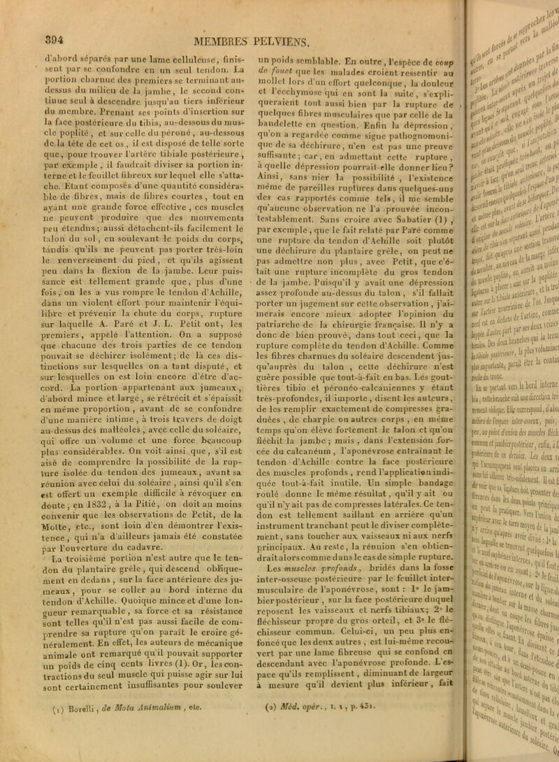 d'abord séparés par une lame celluleuse, finis- sent par se confondre en un seul tendon. La portion charnue tics premiers se terminant au- dessus du milieu de la jambe, le second con- tinue seul à descendre jusqu’au tiers inférieur du membre. Prenant scs points d’insertion sur la face postérieure du tibia, au-dessous du mus- cle poplité, et sur celle du péroné , au-dessous de la tète de cet os , il est disposé de telle sorte que, pour trouver l’artère Libialc postérieure , par exemple, il faudrait diviser sa portion in- terne et le feuillet fibreux sur lequel elle s’atta- che. Etant composés d’une quantité considéra- ble de fibres, mais de fibres courtes, tout en aj'unt une grande force clTcclive , ces muscles ne peuvent produire que des mouvements peu étendus; aussi détachent-ils facilement le talon du sol , en soulevant le poids du corps, tandis qu’ils ne peuvent pas porter très-loin le renversement du pied, et qu’ils agissent peu dans la flexion de la jambe. Leur puis- sance est tellement grande que, plus d’une fois, on les a vus rompre le tendon d’Achille, dans un violent cfforL pour maintenir l'équi- libre et prévenir la chute du corps, rupture sur laquelle A. Paré et J. L. Petit ont, les premiers, appelé l’attention. On a supposé que chacune des trois parties de ce tendon pouvait se déchirer isolément; de là ces dis- tinctions sur lesquelles on a tant disputé, et sur lesquelles on est loin encore d’être d’ac- cord. La portion appartenant aux jumeaux, d’abord mince et large , se rétrécit et s’épaissit en même proportion , avant de se confondre d’une manière intime , à trois travers de doigt au-dessus des malléoles , avec celle du soléaire, qui offre un volume et une force beaucoup plus considérables. On voit ainsi que, s’il est aisé de comprendre la possibilité de la rup- ture isolée du tendon des jumeaux, avant sa réunion avec celui du soléaire , ainsi qu’il s’en est offert un exemple difficile à révoquer en doute, en 1832 , à la Pitié, on doit au moins convenir que les observations de Petit, de la Mette, etc., sont loin d’en démontrer l’exis- tence , qui n’a d’ailleurs jamais été constatée par l’ouverture du cadavre. La troisième portion n’est autre que le ten- don du plantaire grêle, qui descend oblique- ment en dedans , sur la face antérieure des ju- meaux , pour se coller au bord interne du tendon d’Achille. Quoique mince et d’une lon- gueur remarquable , sa force et sa résistance sont telles qu’il n’est pas aussi facile de com- prendre sa rupture qu’on parait le croire gé- néralement. En cfTet, les auteurs de mécanique animale ont remarqué qu’il pouvait supporter un poids de cinq cents livres (1). Or, les con- tractions du seul muscle qui puisse agir sur lui sont certainement insuffisantes pour soulever (i) Borelli, de Motu Animalinm, etc. un poids semblable. En outre , l’espèce de coup du fouet que les malades croient ressentir au mollet lors d’un effort quelconque, la douleur et ) ecchymose qui en sont la suite , s’expli- queraient tout aussi bien par la rupture de quelques fibres musculaires que par celle de la bandelette en question. Enfin la dépression , qu on a regardée comme signe pathognomoni- que de sa déchirure, n’en est pas une preuve suffisante; car, en admettant cette rupture, a quelle dépression pourrait-elle donner lieu? Ainsi, sans nier la possibilité , l’existence même de pareilles ruptures dans quelques-uns des cas rapportés comme tels, il me semble qu’aucune observation ne l’a prouvée incon- testablement. Sans croire avec Sabatier (1) , par exemple , que le fait relaté par Paré comme une rupture du tendon d’Acliillc soit plutôt une déchirure du plantaire grêle, on peut ne pas admettre non plus, avec Petit, que c’é- tait une rupture incomplète du gros tendon de la jambe. Puisqu’il y avait une dépression assez profonde au-dessus du talon , s’il fallait porter un jugement sur cette observation , j’ai- merais encore mieux adopter l’opinion du patriarche de la chirurgie française. Il n'y a donc de bien prouvé, dans tout ceci, que la rupture complète du tendon d’Achille. Comme les fibres charnues du soléaire descendent jus- qu’auprès du talon , cette déchirure n’est guère possible que tout-à-fait en bas. Les gout- tières tibio et péronéo-calcauieuncs y étant très-profondes, il importe, disent les auteurs, de les remplir exactement de compresses gra- duées , de charpie ou autres corps , en même temps qu’on élève fortement Je talon et qu'on fléchit la jambe ; mais , dans l’extension for- cée du calcanéum , l’aponévrose entraînant le tendon d’Achille contre la face postérieure des muscles profonds, rend l'application indi- quée tout-à-fait inutile. Un simple bandage roulé donne le même résultat, qu’il y ait ou qu’il n’y ait pas de compresses latérales. Ce ten- don est tellement saillant en arrière qu'un instrument tranchant peut le diviser complète- ment., sans toucher aux vaisseaux ni aux nerfs principaux. Au reste, la réunion s'en obtien- drait alors comme dans le cas de simple rupture. Les muscles profonds, bridés dans la fosse inter-osseuse postérieure par le feuillet inter- musculaire de l’aponévrose, sont : 1» le jam- bicr postérieur , sur la face postérieure duquel reposent les vaisseaux et nerfs tibiaux; 2° le fléchisseur propre du gros orteil, et 3° le flé- chisseur commun. Celui-ci, un peu plus en- foncé que les deux autres , est lui-même recou- vert par une lame fibreuse qui se confond en descendant avec l’aponévrose profonde. L'es- pace qu’ils remplissent, diminuant de largeur à mesure qu'il devient plus inférieur, fait (s) Mid. opér.. t. î, p. 43>. 0jOC .^r les’ PI»11 )/ .,ljGn d» litée- 1 ^ . qpd'1 ] *>^>,oUS , , (,|1 ,.,oC it»' jilD’1 11 Ci\ cuit J** f Dé’ à. gentila*V v ..J,n ,r~j» V Bljat -nt 1 auB'caU 1 aU niûi“s air Jj/tm r0rière. connue ltedel'arlerc’C ,frfe/“il part par swdeuucaw &%***?? pbs importante, parai être la contm redk du tronc. [n st portant vers le bord inlcrnc là, celte branche suit uncdirection Irt icdmI oblique. Ellf correspoud, dalioi œiüeii de l’espace iiiler-osicui, puis, pu, ni point d'union des muscles lléclis tmm et jmbierpuslérienr, oefiu, j J; pstirirare de te dernier, Les dm \i la hcccapatüt sont placées eu arrii sam ,. » • tu «uni la Ara tnHûlidtment. H f; «points principal! fentes dans lu de Klfeor arec je ■^niw deUjad faï°>r dit!*; R tes interne. I le nerf '•'J* «hère ou 8 'rt dont „„ 13 «tasse ri., 'h H elle,; 1 ««a hfonév tient, ^ tour I, l'l53ut ce, ... • 1»-, ^ 1 tiied feib ferd in, P0|lce eu, «cser. m,crn “ ' ?td; i. !A«e U1', la i.ii: . 1 huit: laHc