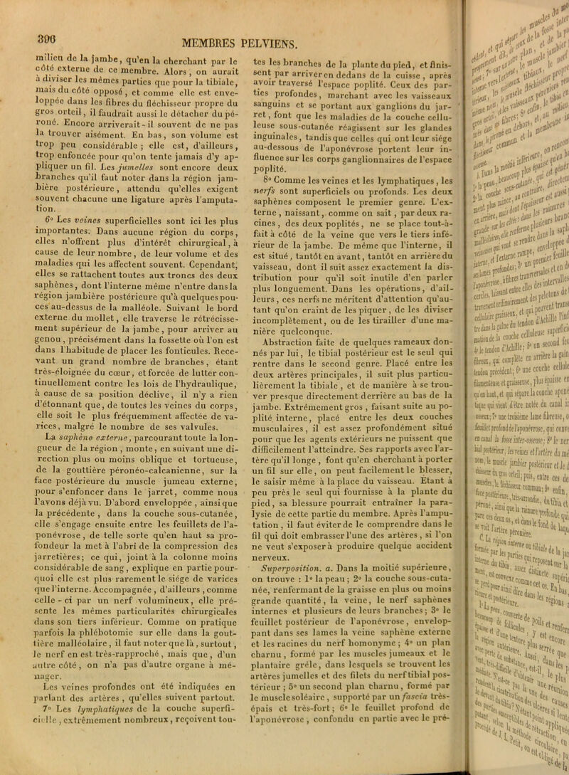 300 milieu de la jambe, qu’en la cherchant par le côte externe de ce membre. Alors , on aurait à diviser les mêmes parties que pour la tibiale, mais du côté opposé , et comme elle est envc- loppée dans les fibres du fléchisseur propre du gros orteil, il faudrait aussi le détacher du pé- roné. Encore arriverait-il souvent de ne pas la trouver aisément. En bas, son volume est trop peu considérable; elle est, d’ailleurs, trop enfoncée pour qu’on tente jamais d’y ap- pliquer un fil. Les jumelles sont encore deux branches qu’il faut noter dans la région jam- bière postérieure, attendu qu’elles exigent souvent chacune une ligature après l’amputa- tion. 6° Les veines superficielles sont ici les plus importantes. Dans aucune région du corps, elles n’offrent plus d’intérêt chirurgical, à cause de leur nombre, de leur volume et des maladies qui les affectent souvent. Cependant, elles se rattachent toutes aux troncs des deux saphènes, dont l’interne même n’entre dans la région jambière postérieure qu’à quelques pou- ces au-dessus de la malléole. Suivant le bord externe du mollet, elle traverse le rétrécisse- ment supérieur de la jambe , pour arriver au genou , précisément dans la fossette où l’on est dans l’habitude de placer les fonticules. Rece- vant un grand nombre de branches, étant très-éloignée du cœur, et forcée de lutter con- tinuellement contre les lois de l’hydraulique, à cause de sa position déclive, il n’y a rien d’étonnant que, de toutes les veines du corps, elle soit le plus fréquemment affectée de va- rices, malgré le nombre de ses valvules. La saphène externe, parcourant tou le la lon- gueur de la région , monte, en suivant une di- rection plus ou moins oblique et tortueuse, de la gouttière péronéo-calcanienne, sur la face postérieure du muscle jumeau externe, pour s’enfoncer dans le jarret, comme nous l’avons déjà vu. D’abord enveloppée , ainsique la précédente , dans la couche sous-cutanée, elle s’engage ensuite entre les feuillets de l’a- ponévrose, de telle sorte qu’en haut sa pro- fondeur la met à l’abri de la compression des jarretières; ce qui, joint à la colonne moins considérable de sang, explique en partie pour- quoi elle est plus rarement le siège de varices que l’interne. Accompagnée , d’ailleurs , comme celle-ci par un nerf volumineux, elle pré- sente les mêmes particularités chirurgicales flans son tiers inférieur. Comme on pratique parfois la phlébotomie sur elle dans la gout- tière malléolaire, il faut noter que là, surtout, le nerf en est très-rapproché , mais que, d’un autre côté, on n’a pas d’autre organe à mé- nager. Les veines profondes ont été indiquées en parlant des artères , qu’elles suivent partout. 7» Les lymphatiques de la couche superfi- cielle , extrêmement nombreux, reçoivent tou- tes les branches de la plante du pied, et finis- sent par arriver en dedans de la cuisse, après avoir traversé l’espace poplité. Ceux des par- ties profondes, marchant avec les vaisseaux sanguins et se portant aux ganglions du jar- 1 ret, font que les maladies de la couche cellu- leuse sous-cutanée réagissent sur les glandes inguinales, tandis que celles qui ont leur siège au-dessous de l’aponévrose portent leur in- fluence sur les corps ganglionnaires de l’espace poplité. 8° Comme les veines et les lymphatiques, les nerfs sont superficiels ou profonds. Les deux saphènes composent le premier genre. L’ex- terne , naissant, comme on sait , par deux ra- cines , des deux poplités, ne se place tout-à- fait à côté de la veine que vers le tiers infé- rieur de la jambe. De même que l’interne, il est situé, tantôt en avant, tantôt en arrière du vaisseau, dont il suit assez exactement la dis- tribution pour qu’il soit inutile d’en parler plus longuement. Dans les opérations, d’ail- leurs, ces nerfs ne méritent d’attention qu’au- tant qu’on craint de les piquer, de les diviser incomplètement, ou de les tirailler d’une ma- nière quelconque. Abstraction faite de quelques rameaux don- nés par lui, le tibial postérieur est le seul qui rentre dans le second genre. Placé entre les deux artères principales, il suit plus particu- lièrement la tibiale , et de manière à se trou- ver presque directement derrière au bas de la jambe. Extrêmement gros , faisant suite au po- plité interne, placé entre les deux couches musculaires, il est assez profondément situé pour que les agents extérieurs ne puissent que difficilement l’atteindre. Ses rapports avec l’ar- tère qu’il longe , font qu’en cherchant à porter un fil sur elle, on peut facilement le blesser, le saisir même à la place du vaisseau. Etant à peu près le seul qui fournisse à la plante du pied, sa blessure pourrait entraîner la para- lysie de cette partie du membre. Après l’ampu- tation , il faut éviter de le comprendre dans le fil qui doit embrasser l’une des artères, si l’on ne veut s’exposer à produire quelque accident nerveux. Superposition, a. Dans la moitié supérieure, on trouve : 1° la peau; 2° la couche sous-cuta- née, renfermant de la graisse en plus ou moins grande quantité, la veine, le nerf saphènes internes et plusieurs de leurs branches; 3° le feuillet postérieur de l’aponévrose, envelop- pant dans ses lames la veine saphène externe et les racines du nerf homonyme ; 4° un plan charnu , formé par les muscles jumeaux et le plantaire grêle, dans lesquels se trouvent les artères jumelles et des filets du nerf tibial pos- térieur ; 5° un second plan charnu , formé par le muscle soléaire , supporté par un fascia très- épais et très-fort ; 6° le feuillet profond de l’aponévrose , confondu en partie avec le pré- . 0O*cle5,>r II/. trieur in k P iAw. co directe ^ ...M. SOB- ...iraltf' . .„tc I re/ -onl ki Pe s r, bra[lC la sapl1 . r*. iJc^1 léolaires; pçtofoote3 Ljies etcD 1 icnlordinairenie1 i5 de I îï graissent, et ï® ^y|c^int .lagaiDedutendondAcbil^^i, s)i=aînC , Tiïluie superlic» de la couche celluleuse i adoDd'AchtlleîSMmîecoudfai coi complète en arriéré a gai précédent; 6’ une couche cellule case et graisseuse, plus épaisse en rat, et qui sépare la couche aponé oi vient d être notée du canal it une troisième lame fibreuse, o profond de lapon érrose, gui conrc I la fisse infer-ossense; P le lier teneur, les reines et l’artère du ai ; wle jambier postérieur et Je 1 :i'f“rteil;pois, entrc ces dci ’dtfcW® commun-, 9 enfin rartfre péronière. “ ^ ir9“»«enieo 5 parties le la à, '“^«ÎOMntisrï 3SlK distincte T.T^cetos.îJ 11 'dedansles r/ 'enre. s '“«rte de Cîoa‘ et r v rci)ferr %« 2 4 T*1 ix S. :l'n« K ““e’ld'e?éuilioa iHslr 'a.,..