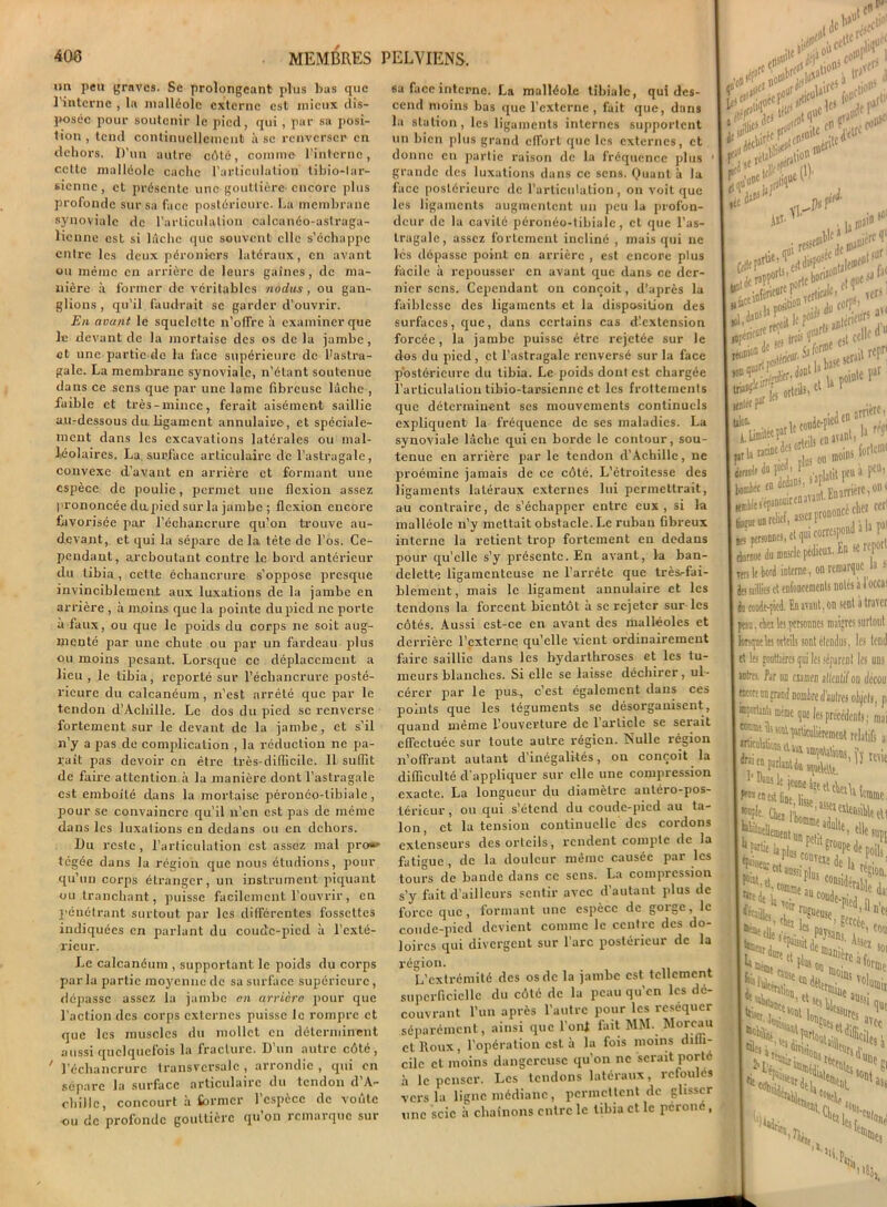 un peu graves. Se prolongeant plus bas que l’interne , la malléole externe est mieux dis- posée pour soutenir le pied, qui, par sa posi- tion , tend continuellement à se renverser en dehors. D’un autre côté, comme l'interne, cette malléole cache l’articulation tibio-lar- sicnnc, et présente une gouttière-encore plus profonde sur sa face postérieure. La membrane synoviale de l’articulation calcanéo-aslraga- lienne est si lâche que souvent elle s’échappe entre les deux péroniers latéraux, en avant ou même en arrière de leurs gaines, de ma- nière à former de véritables nodus, ou gan- glions , qu’il faudrait se garder d’ouvrir. En avant le squelette n’offre à examiner que le devant de la mortaise des os de la jambe , et une partie de la face supérieure de fiastra- gale. La membrane synoviale, n’étant soutenue dans ce sens que par une lame fibreuse lâche , faible et très-mince, ferait aisément saillie au-dessous du.ligament annulaire, et spéciale- ment dans les excavations latérales ou mal- léolaires. La. surface articulaire de l’astragale, convexe d’avant en arrière et formant une espèce de poulie, permet une flexion assez prononcée du.pied sur la jambe ; flexion encore favorisée par l’échancrure qu’on trouve au- devant, et qui la sépare de la tête de l’os, Ce- pendant, areboutant contre le bord antérieur du tibia , cette échancrure s’oppose presque invinciblement aux luxations de la jambe en arrière , à moins que la pointe du pied ne porte à faux, ou que le poids du corps ne soit aug- menté par une chute ou par un fardeau plus ou moins pesant. Lorsque ce déplacement a lieu , le tibia, reporté sur l’échancrure posté- rieure du calcanéum, n’est arrêté que par le tendon d’Achille. Le dos du pied se renverse fortement sur le devant de la jambe, et s’il n’y a pas de complication , la réduction ne pa- rait pas devoir en être très-difficile. 11 suffit de faire attention à la manière dont l’astragale est emboîté dans la mortaise péronéo-libiale, pour se convaincre qu’il n’en est pas de même dans les luxations en dedans ou en dehors. Du reste, l’articulation est assez mal pro»* tégée dans la région que nous étudions, pour qu’un corps étranger, un instrument piquant ou tranchant, puisse facilement l’ouvrir, en pénétrant surtout par les différentes fossettes indiquées en parlant du coudc-picd à l’exté- rieur. Le calcanéum , supportant le poids du corps parla partie moyenne de sa surface supérieure, dépasse assez la jambe en arrière pour que l’action des corps externes puisse le rompre et que les muscles du mollet en déterminent aussi quelquefois la fracture. D’un autre côté, ' l’échancrure transversale , arrondie , qui en sépare la surface articulaire du tendon d’A- chille, concourt à former l’espèce de voûte ■ou clc profonde gouttière qu on remarque sur ,&cc‘ . sa face interne. La malléole tibiale, qui des- cend moins bas que l’externe, fait que, dans la station, les ligaments internes supportent un bien plus grand effort que les externes, et donne eu partie raison de la fréquence plus grande des luxations dans ce sens. Quant- à la face postérieure de l’articulation, on voit que les ligaments augmentent un peu la profon- deur de la cavité péronéo-tibialc, et que l’as- tragale, assez fortement incliné , mais qui ne lés dépasse point en arrière , est encore plus facile à repousser en avant que dans ce der- nier sens. Cependant on conçoit, d’après la faiblesse des ligaments et la disposition des surfaces, que, dans certains cas dlextension forcée, la jambe puisse être rejetée sur le dos du pied, et l’astragale renversé sur la face postérieure du tibia. Le poids dont est chargée l’articulation tibio-tarsicnnc et les frottements que déterminent scs mouvements continuels expliquent la fréquence de ses maladies. La synoviale lâche qui en borde le contour, sou- tenue en arrière par le tendon d’Achille, ne proémine jamais de ce côté. L’étroitesse des ligaments latéraux externes lui permettrait, au contraire, de s’échapper entre eux, si la malléole n’y mettait obstacle. Le ruban fibreux interne la retient trop fortement en dedans pour qu’elle s’y présente. En avant, la ban- delette ligamenteuse ne l’arrête que très.-fai- blement, mais le ligament annulaire et les tendons la forcent bientôt à se rejeter sur les côtés. Aussi est-ce en avant des malléoles et derrière l’externe qu’elle vient ordinairement faire saillie dans les hydarthroses et les tu- meurs blanches. Si elle se laisse déchirer, ul- cérer par le pus., c’est également dans ces points que les téguments se désorganisent, quand même l’ouverture de l’article se serait effectuée sur toute autre région. Nulle région n’offrant autant d’inégalités, on conçoit la difficulté d'appliquer sur elle une compression exacte. La longueur du diamètre antéro-pos- térieur, ou qui s’étend du coude-pied au ta- lon, et la tension continuelle des cordons extenseurs des orteils, rendent compte de la fatigue, de la douleur même causée par les tours de bande dans ce sens. La compression s’y fait d’ailleurs sentir avec d’autant plus de force que, formant une espèce de gorge, le coudc-picd devient comme le centre des do- loircs qui divergent sur l’arc postérieur de la {cPcfoW J*1 If ift b; ««wr \tes*x Ait fl.’ Jup1 . b mil® “ en ^ avant. 1» moins jplatit peu à I ifflt« rr iSsSf- |P ■ ’upiea, pinsou ,5 for' I iirtolr i bombée en £n arrière «mble l’épanouirenavant. t SJPl Kœble s’épanouir ^aWf.asciprononcér «s personnel, et qm correspond chez ; personnes, et qui corror»» I & roue du muscle pédieux. In se r< | Ten le bord interne, on remarque al Ttlî K uv*u 7 • dtüiles et enfoncements notes a I I h coude-pied. En avant, on sent à I I pou, An les personnes maigres su I lorsqneles orteils sont étendus, les ! et le; gouttières qui les séparent les autres. Par un examen sllcolif ou i I ■portxnta meme que les précédent: I twr.me îHticulièremcnt rcl, [*?>« parlanti» ^ '• I •upk Ch»  ■jrÀyiS; **.*!;*■«•* aussi p|us ■‘elle région. L’extrémité des os de la jambe est tellement superficielle du côté de la peau qu’en les dé- couvrant l’un après l’autre pour les réséquer séparément, ainsi que l'oni fait MM. Moreau et Roux, l’opération est à la fois moins diffi- cile et moins dangereuse qu’on ne serait porté à le penser. Les tendons latéraux, refoulés vers la ligne médiane, permettent de glisser une scie à chaînons entre le tibia et le péroné , te! «H. taêniB . UU Hoin, L 'Nue i ^ ^è|e ‘■'if.
