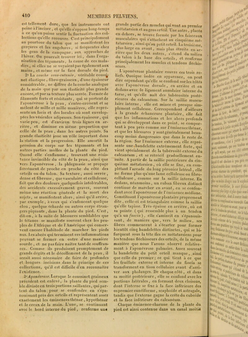 est tellement dure, que les instruments ont peine à l’inciser , et qu’elle s’oppose long-temps à ce qu’on puisse sentir la fluctuation des col- lections qu’elle recouvre. C’est principalement au pourtour du talon que se manifestent les gerçures et les engelures, si fréquentes chez les gens de là campagne, aux approches de 1 hiver. On pourrait trouver ici, dans l’orga- nisation des téguments, la cause de ces mala- dies , si elles ne se voyaientpas également aux mains, et même sur la face dorsale du pied. 2° La coucha sous-cutanêe, véritable coussi- net élastique , fibro-graisseux , d’une épaisseur considérable , ne diffère de la couche analogue de la main que par son élasticité plus grande encore, et par sa texture plus serrée. Formée de filaments forts et résistants , qui se portent de l’aponévrose à la peau, s'entre-croisent et se mêlent de mille et mille manières, elle repré- sente un lacis et des loculcs où sont, envelop- pées les vésicules adipeuses. Son épaisseur, qui varie peu, est d’environ trois lignes en ar- rière, et diminue en même proportion que celle de la peau , dans les autres points. Sa grande élasticité joue un 'rôle important dans la station et la progression. Elle amortit la pression du corps sur les téguments et les autres parties molles de la plante du pied. Quand elle s’enflamme , trouvant une résis- tance invincible du côté de la peau , ainsi que vers l’aponévrose , la phlegmasie se propage forcément de proche en proche du côté des orteils ou du talon. Sa texture , aussi serrée , dense et fibreuse, que vasculaire et celluleuse, fait que des douleurs quelquefois intolérables, des accidents excessivement gi-avcs, souvent même une réaction générale et la mort des sujets, se manifestent alors, ainsi qu’il arrive, par exemple , à ceux qui s’enfoncent quelque clou , quelque écharde ou autres corps étran- gers piquants , dans la plante du pied. C’est, dit-on, à la suite de blessures semblables que le tétanos se manifeste souvent chez les peu- ples de l’Afrique et de l’Amérique qui conser- vent encore l’habitude de marcher les pieds nus. Les abcès qui terminent ces inflammations peuvent se former en outre d’une manière sourde , et ne pas faire naître tant de souffran- ces. Comme ils produisent promptement de grands dégâts et le décollement de la peau, il serait aussi nécessaire de faire de profondes et longues incisions dans le principe de ces collections, qu’il est difficile d’en reconnaître l’existence. 3° Aponévrose. Lorsque le coussinet graisseux précédent est enlevé, la plante du pied sem- ble divisée en trois portions saillantes, qui par- lent du talon pour se confondre en s’épa- nouissant près des orteils et représentent assez exactement les éminences thénar , hypothénar cl. le creux de la main. L’une, se continuant avec le bord inlcrncdu pied, renferme une grande partie des muscles qui vont au premier métatarsien et au gros orteil. Une autre, placée en dehors, se trouve formée par les faisceaux musculaires qui s'attachent au cinquième mé- tatarsien , ainsi qu’au petit orteil. La troisième, plus large en avant, mais plus étroite en ar- rière que les deux autres, s’étend du milieu du talon a la hase des orteils, et renferme principalement les muscles et tendons fléchis- seurs. L aponévrose plantaire couvre ces trois re- liefs. Quoique isolée en apparence, on peut dire oependant qu’elle se confond sur les Côtés avec l’aponévrose dorsale , en arrière et en dcdans-avcc le ligament annulaire interne du tarse, et qu’elle nuit des tubérosités posté- rieures du calcanéum. Sur la saillie muscu- laire interne, elle est mince et presque sim- plement celluleuse. Correspondant d’ailleurs à la grande échancrure plantaire, elle fait que les inflammations et les abcès profonds qui se développent dans ce point, se compor- tent à peu près comme sur l’éminence thénar, et que les blessures y sontgénéralement beau- coup moins dangereuses que dans le reste de la région. Sur l’éminence externe, elle repré- sente une bandelette extrêmement forte, qui vient spécialement de la tubérosité externe du calcanéum , et se rétrécit graduellement en- suite. A partir de la saillie postérieure du cin- quième métatarsien, où elle se fixe, en com- plétant l’arcade du long péronier latéral, elle ne forme plus qu’une lame celluleuse ou fibro- ccllulcuse , comme sur la saillie interne. En dedans, néanmoins , un ruban fibreux distinct continue de marcher en avant, en se confon- dant avec l’aponévrose de l'éminence médiane. Constituant l’aponévrose plantaire proprement dite , celle-ci est triangulaire comme la saillie quelle tapisse. Très-épaisse en arrière, où est sa pointe (qui ressemble plus à un tendon qu’à un fascia ) , elle s’amincit en s'épanouis- sant , de manière que, vers le milieu, ses fibres commencent à s’écarter pour former bientôt cinq bandelettes distinctes, qui se bi- furquent sous la tête des os métatarsiens pour les tendons fléchisseurs des orteils, de la même manière que nous l’avons observé relative- ment à l’aponévrose palmaire. Assez souvent la bandelette du petit orteil manque , ainsi que celle du premier; ce qui tient à ce que les feuillets externe et interne du fascia se transforment en tissu cellulaire avant d’arri- ver aux phalanges. De chaque côté , et dans sa moitié postérieure, clic se confond avec les portions latérales , en formant deux cloisons, dont l’interne se fixe à la face inférieure des os premier cunéiforme , scaphoïde et astragale, tandis que l’externe gagne la crête du cuboïde et la face inférieure du calcanéum. Chaque éminence-charnue de la plante du pied est ainsi contenue dans un canal moitié W 'flcSP3CC’|, rd « >tU, U0> >’:> i un #'°T tt ntic les tio» 'l' j U- mW % tliisd»' rew<, h hibér^' ,$if5 desfc pcliM1'11 ttjt 1 ' jJa sa® Sit&j aile. fl faux »• - naillaw^ jiltrtt .... >wt , du Utf i dt1 ™le décati ]t«tendon;, lCl 'sl «eontrtdtkj ■ tiennent dtl* jaIDI chancrure osseuse 1 .-..rdi laM de< nart do laf>£ cunéiforme JkMV— - ) seulement, ’ct qu’il refait, ] fltfidn courtdeel kqnel il est dès-l Celui-ci semble do portion charnue ( qn’tB arrière. Insè plus on moins aloi preaier enneitn lit interne «asile avec h