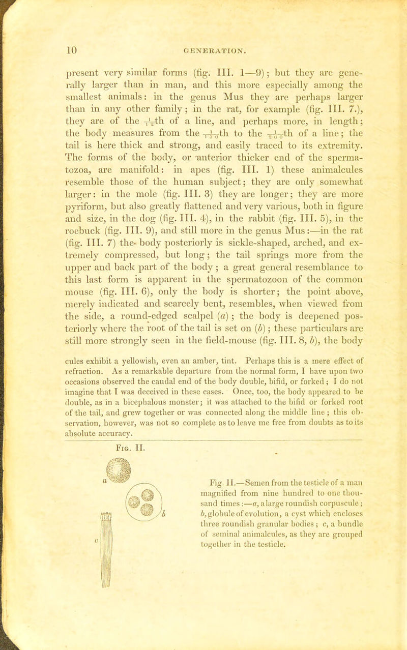present very similar forms (fig. III. 1—9); hut they arc gene- rally larger than in man, and this more especially among the smallest animals: in the genus Mus they are perhaps larger than in any other family; in the rat, for example (fig. III. 7.), they are of the -r^ih of a line, and perhaps more, in length; the body measures from the -r^th to the -o-o-jyth of a line; the tail is here thick and strong, and easily traced to its extremity. The foi'ms of the body, or -anterior thicker end of the sperma- tozoa, are manifold: in apes (fig. III. 1) these animalcules resemble those of the human subject; they are only somewhat larger: in the mole (fig. III. 3) they are longer; they are more pyriform, but also greatly flattened and very various, both in figm'e and size, in the dog (fig. III. 4), in the rabbit (fig. III. 5), in the roebuck (fig. III. 9), and still more in the genus Mus:—in the rat (fig. III. 7) thc' body posteriorly is sickle-shaped, arched, and ex- tremely compressed, but long; the tail springs more from the upper and back part of the body ; a great general resemblance to this last form is apparent in the spermatozoon of the common mouse (fig. III. 6), only the body is shorter; the point above, merely indicated and scarcely bent, resembles, when viewed from the side, a round-edged scalpel (a); the body is deepened pos- teriorly where the root of the tail is set on (b); these particulars ai'e still more strongly seen in the field-mouse (fig. III. 8, A), the body cviles exhibit a yellowish, even an amljer, tint. Perhaps this is a mere effect of refraction. As a remarkable departure fi'om the normal form, I have upon two occasions observed the caudal end of the body double, bifid, or forked; I do not imagine that I was deceived in these cases. Once, too, the body appeared to be double, as in a bicephalous monster; it was attached to the bifid or forked root of the tail, and grew together or was connected along the middle line ; this ob- servation, however, was not so complete as to leave me free from doubts as to its absolute accuracy. Fig. II. Fig. II.—Semen from the testicle of a man magnified from nine hundred to one thou- sand times :—a, a large roundish corpuscule; 6,globuleof evolution, a cyst which encloses three roundish graiuilar bodies ; c, a bundle of seminal animalcules, as they are grou])ed together in the testicle.