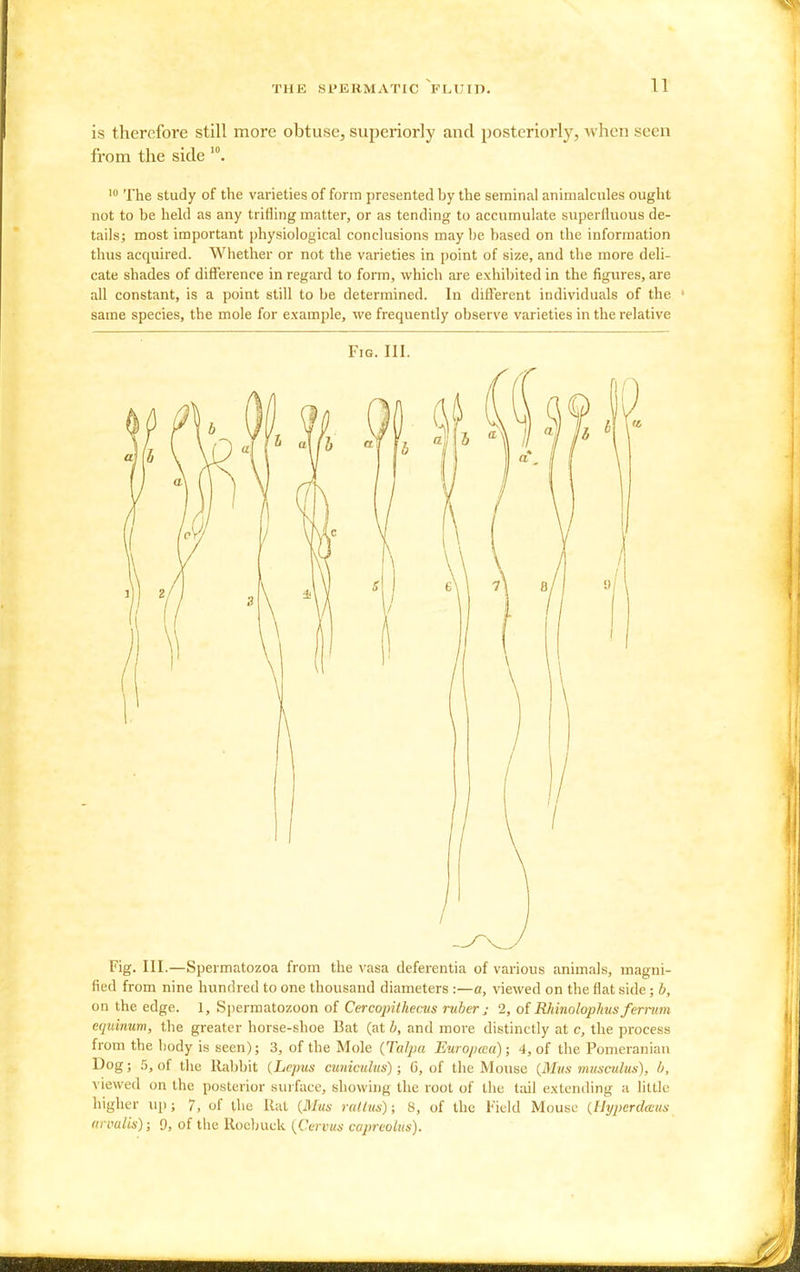 is therefore still more obtuse, superiorly and posteriorly, when seen from the side '°. The study of the varieties of form presented by the seminal animalcules ought not to be held as any trifling matter, or as tending to accumulate superfluous de- tails; most important i)hysiological conclusions may be based on the information thus acquired. Whether or not the varieties in point of size, and the more deli- cate shades of difference in regard to form, which are exhibited in the figures, are all constant, is a point still to be determined. In different individuals of the ' same species, the mole for example, we frequently observe varieties in the relative Fig. III. 1 2 Fig. III.—Spermatozoa from the vasa deferentia of various animals, magni- fied from nine hundred to one thousand diameters :—a, viewed on the flat side; b, on the edge. 1, Sjjermatozoon of Cercojiithecus ruber j 2, of Rhinolophusfernim equinum, the greater horse-shoe Bat (at b, and more distinctly at c, the process from the liody is seen); 3, of the Mole {Talpa Eurojuca); 4, of the Pomeranian Dog; 5, of the Rabbit (Lcpus cimiculus); G, of the Mouse {Miis mia-culus), b, viewed on the posterior surface, showing the root of the tail e.xtending a little higher up; 7, of the Uat (Mus rat (us); 8, of the Field Mouse {Hyperdwus an-'alis); 0, of the Roebuck {Cervun capreolus).