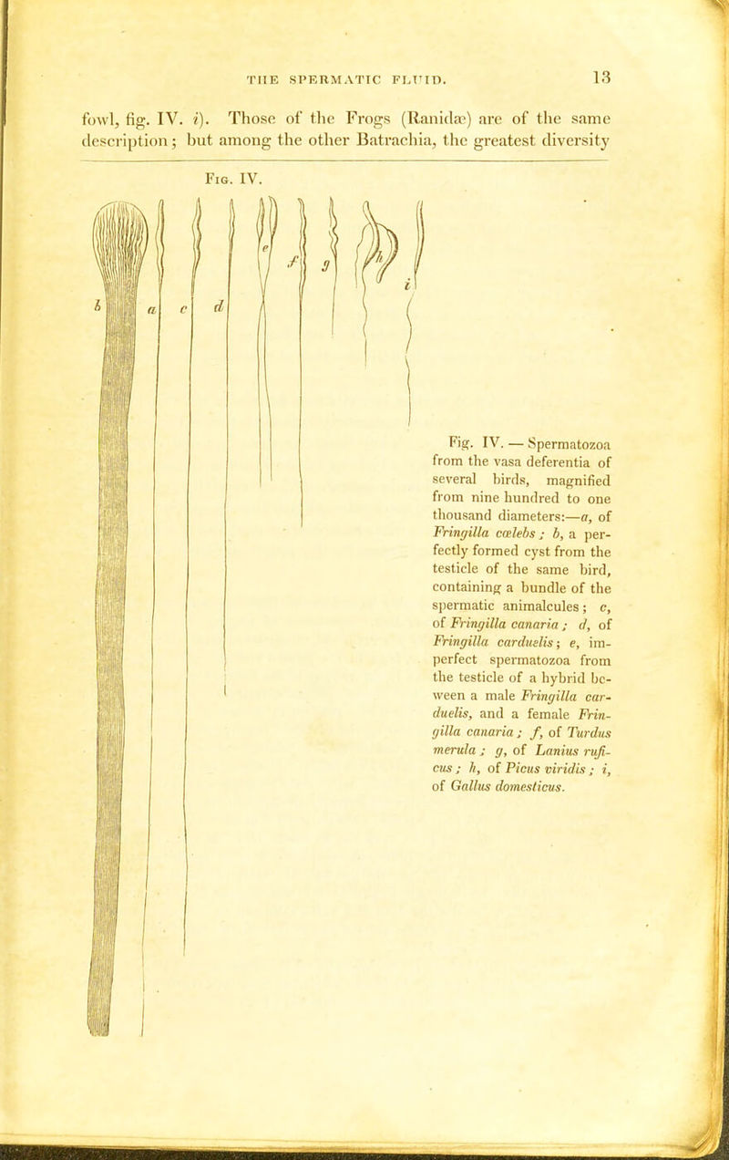 fowl, fig. IV. i). Those of the Frogs (Ilanida?) are of the same description; but among the other Batrachia, the greatest diversity Fig. IV. I i a c I d ( / Fig. IV. — Spermatozoa from the vasa deferentia of several birds, magnified from nine hundred to one thousand diameters:—a, of Fringilla Calebs ; b, a per- fectly formed cyst from the testicle of the same bird, containing a bundle of the spermatic animalcules; c, of Fringilla canaria ; d, of Fringilla carduslis; e, im- perfect spermatozoa from the testicle of a hybrid bc- ween a male Fringilla car- duelis, and a female Frin- gilla canaria ; f, of Turdus merula ; g, of Lanitis rufi- cus ; h, of Picas viridis ; i. of Gallus domesticvs.