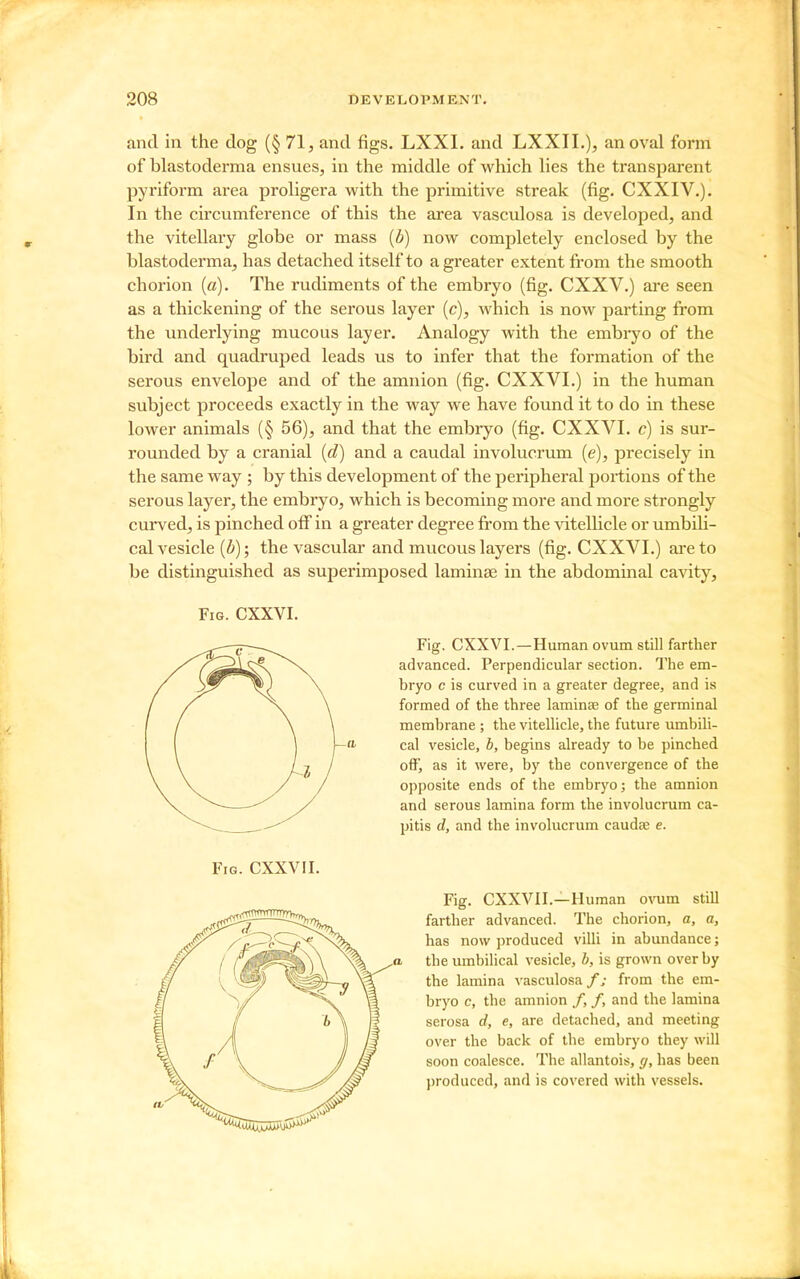 and in the dog (§ 71, and figs. LXXI. and LXXII.), an oval form of blastoderma ensues, in the middle of which lies the transparent pyriform area proligera with the primitive streak (fig. CXXIV.). In the circumference of this the area vasculosa is developed, and the vitellary globe or mass {b) now completely enclosed by the blastoderma, has detached itself to a greater extent from the smooth chorion {a). The rudiments of the embryo (fig. CXXV.) are seen as a thickening of the serous layer {c), which is now parting from the underlying mucous layer. Analogy with the embiyo of the bird and quadruped leads us to infer that the formation of the serous envelope and of the amnion (fig. CXXVI.) in the human subject proceeds exactly in the way we have found it to do in these lower animals (§ 56), and that the embryo (fig. CXXVI. c) is sur- rounded by a cranial {d) and a caudal involucrum (e), precisely in the same way ; by this development of the peripheral portions of the serous layer, the embryo, which is becoming more and more strongly curved, is pinched off in a greater degree from the vitellicle or umbiH- cal vesicle {b); the vascular and mucous layers (fig. CXXVI.) are to be distinguished as superimposed laminse in the abdominal cavity, Fig. CXXVI. Fig. CXXVI.—Human ovum still farther advanced. Perpendicular section. The em- bryo c is curved in a greater degree, and is formed of the three laminae of the germinal membrane ; the vitellicle, the future umbili- cal vesicle, b, begins already to be pinched off, as it were, by the convergence of the opposite ends of the embryo; the amnion and serous lamina form the involucrum ca- pitis d, and the involucrum caudse e. Fig. CXXVII. Fig. CXXVII.—Human ovum still farther advanced. The chorion, a, a, has now produced vilU in abundance; a the umbilical vesicle, b, is grown over by the lamina vasculosa /; from the em- bryo c, the amnion /, /, and the lamina serosa d, e, are detached, and meeting over the back of the embryo they will soon coalesce. The allantois, g, has been produced, and is covered with vessels.