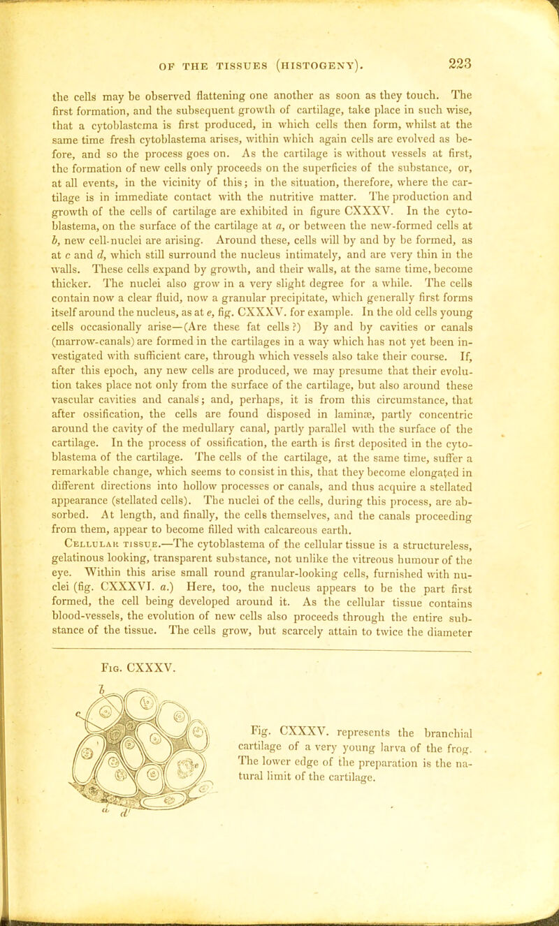 the cells may be observed flattening one another as soon as they touch. The first formation, and the subsequent growth of cartilage, take place in such wise, that a cytoblastcma is first produced, in which cells then form, whilst at the same time fresh cytoblastema arises, within which again cells are evolved as be- fore, and so the process goes on. As the cartilage is without vessels at first, the formation of new cells only proceeds on the superficies of the substance, or, at all events, in the vicinity of this; in the situation, therefore, where the cai- tilage is in immediate contact with the nutritive matter. The production and growth of the cells of cartilage are exhibited in figure CXXXV. In the cyto- blastema, on the surface of the cartilage at a, or between the new-formed cells at h, new cell-nuclei are arising. Around these, cells will by and by be formed, as at c and d, which still surround the nucleus intimately, and are very thin in the walls. These cells expand by growth, and their walls, at the same time, become thicker. The nuclei also grow in a very slight degree for a while. The cells contain now a clear fluid, now a granular precipitate, which generally first forms itself around the nucleus, as at e, fig. CXXXV. for example. In the old cells young cells occasionally arise—(Are these fat cells?) By and by cavities or canals (marrow-canals) are formed in the cartilages in a way which has not yet been in- vestigated with sufficient care, through which vessels also take their course. If, after this epoch, any new cells are produced, we may presume that their evolu- tion takes place not only from the surface of the cartilage, but also around these vascular cavities and canals ; and, perhaps, it is from this circumstance, that after ossification, the cells are found disposed in laminre, partly concentric around the cavity of the medullary canal, partly parallel with the surface of the cartilage. In the process of ossification, the earth is first deposited in the cyto- blastema of the cartilage. The cells of the cartilage, at the same time, suSer a remarkable change, which seems to consist in this, that they become elongated in diflTerent directions into hollow processes or canals, and thus acquire a stellated appearance (stellated cells). The nuclei of the cells, during this process, are ab- sorbed. At length, and finally, the cells themselves, and the canals proceeding from them, appear to become filled with calcareous earth, Cellulah tissue.—The cytoblastema of the cellular tissue is a structureless, gelatinous looking, transparent substance, not unlike the vitreous humour of the eye. Within this arise small round granular-looking cells, furnished with nu- clei (fig. CXXXVI. a.) Here, too, the nucleus appears to be the part first formed, the cell being developed around it. As the cellular tissue contains blood-vessels, the evolution of new cells also proceeds through the entire sub- stance of the tissue. The cells grow, but scarcely attain to twice the diameter Fig. CXXXV. represents the branchial cartilage of a very young larva of the frog. Tlie lower edge of the preparation is the na- tural limit of the cartilage.