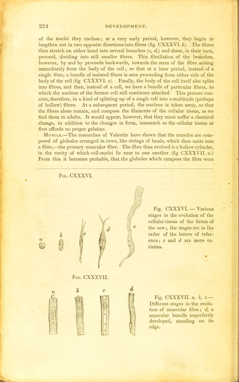 of the nuclei they enclose; at a very early period, however, they begin to lengthen out in two opposite directions into fibres (fig. CXXXVI. b). The fibres then stretch on either hand into several branches (c, d,) and these, in their turn, proceed, dividing into still smaller fibres. This fibrillation of the branches, however, by and by proceeds backwards, towards the stem of the fibre arising immediately from the body of the cell; so that at a later period, instead of a single fibre, a bundle of isolated fibres is seen proceeding from either side of the body of the cell (fig. CXXXVI. e). Finally, the body of the cell itself also splits into fibres, and then, instead of a cell, we have a bundle of particular fibres, to which the nucleus of the former cell still continues attached. This process con- sists, therefore, in a kind of splitting up of a single cell into a multitude (perhaps of hollow) fibres. At a subsequent period, the nucleus is taken away, so that the fibres alone remain, and compose the filaments of the cellular tissue, as we find them in adults. It would appear, however, that they must suffer a chemical change, in addition to the changes in form, inasmuch as the cellular tissue at first aflFords no proper gelatine. Muscle.—The researches of Valentin have shown that the muscles are com- posed of globules arranged in rows, like strings of beads, which then unite into a fibre,—the primary muscular fibre. The fibre thus evolved is a hollow cylinder, in the cavity of which cell-nuclei lie near to one another (fig. CXXXVII. a.) From this it becomes probable, that the globules which compose the fibre were Fig. CXXXVI. Fig. CXXXVI. — Various stages in the evolution of the cellular tissue of the foetus of the sow; the stages are in the order of the letters of refer- ence ; c and d are mere va- rieties. « Fig. CXXXVII. Fig. CXXXVII. a, b, c— Different stages in the evolu- tion of muscular fibre; d, a muscular bundle impeifectly developed, standing on its edge.