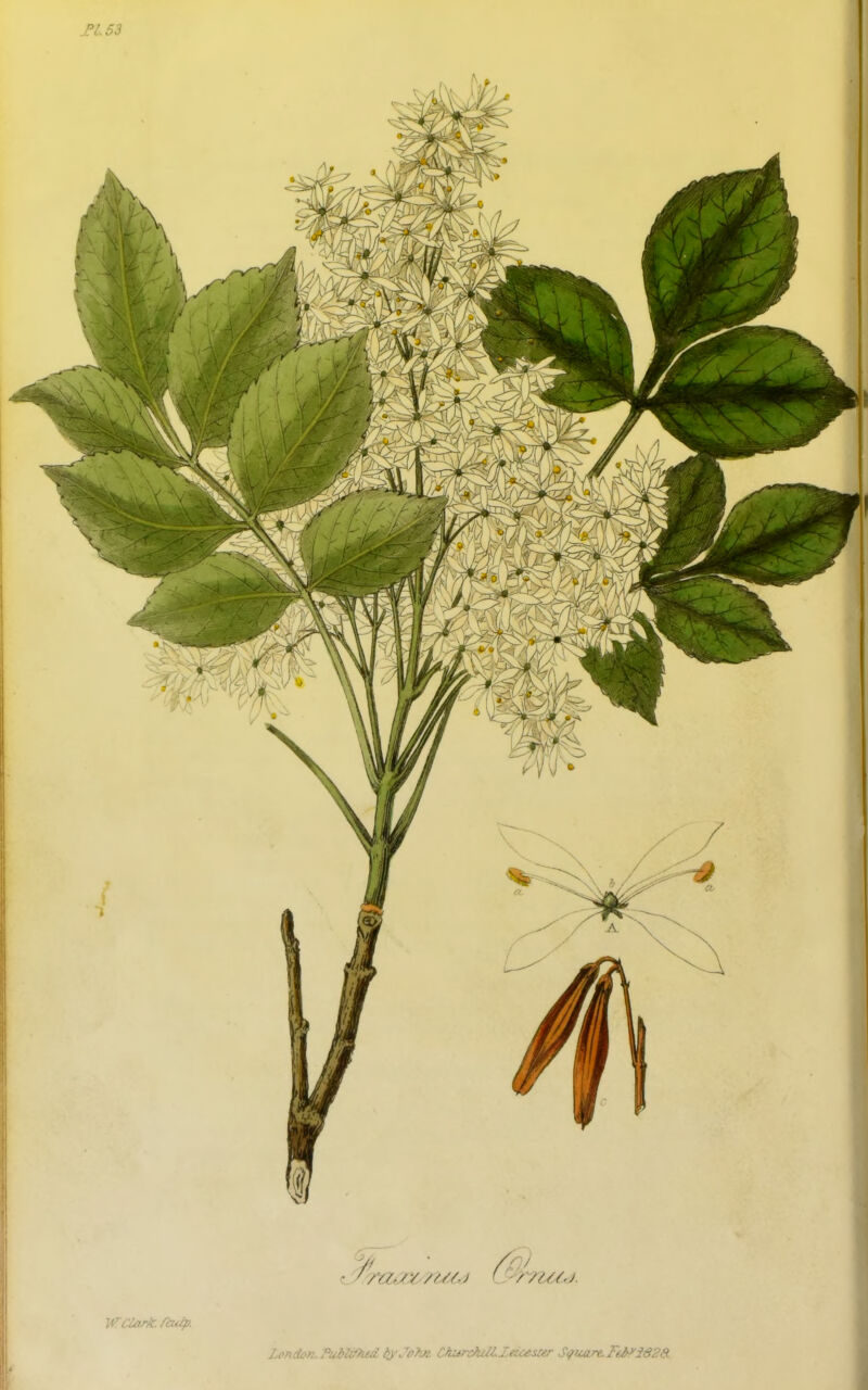 fl. 53 WOark. railp. London.PubU/hed byJo>Ji Churchdlletcesur Sificare.Ft^i828.