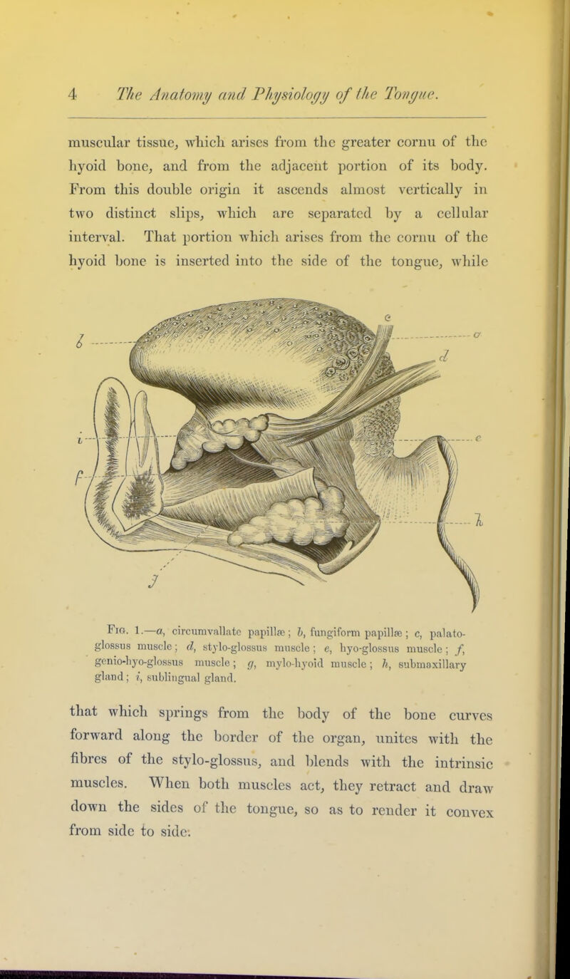 muscular tissue, which arises from the greater cornu of the hyoid bone, and from the adjacent portion of its body. From this double origin it ascends almost vertically in two distinct slips, which are separated by a cellular interval. That portion which arises from the cornu of the hyoid bone is inserted into the side of the tongue, while Fig. 1 .—a, circiimvfillate papillre; h, fungiform papilla3; c, palato- glossus muscle; d, stylo-glossus muscle; e, hyo-glossus muscle ; /, genio-liyo-glosbus muscle; _r/, mylo-hyoid muscle; submaxillary gland ; i, sublingual gland. that which springs from the body of the bone curves forward along the border of the organ, unites with the fibres of the stylo-glossus, and blends with the intrinsic muscles. When both muscles act, they retract and draw down the sides of the tongue, so as to render it convex from side to side.