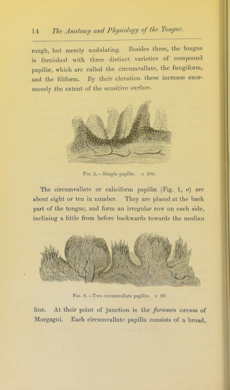 rough, but merely undulating. Besides these, the tongue is furnished with three distinct varieties of compound papillEe, which are called the circumvallate, the fungiform, and the filiform. By their elevation these increase enor- mouslv the extent of the sensitive surface. Fig. 5. — Simple papillae, x 300. The circumvallate or caliciform papillae (Fig. 1, «) are about eight or ten in number. They are placed at the back part of the tongue, and form an irregular row on each side, inclining a little from before backwards towards the median Fig. 6.—Two circumvallate papilla;, x 60. line. At their point of junction is the foramen ctucum of Morgagni. Each circumvallate papilla consists of a broad,