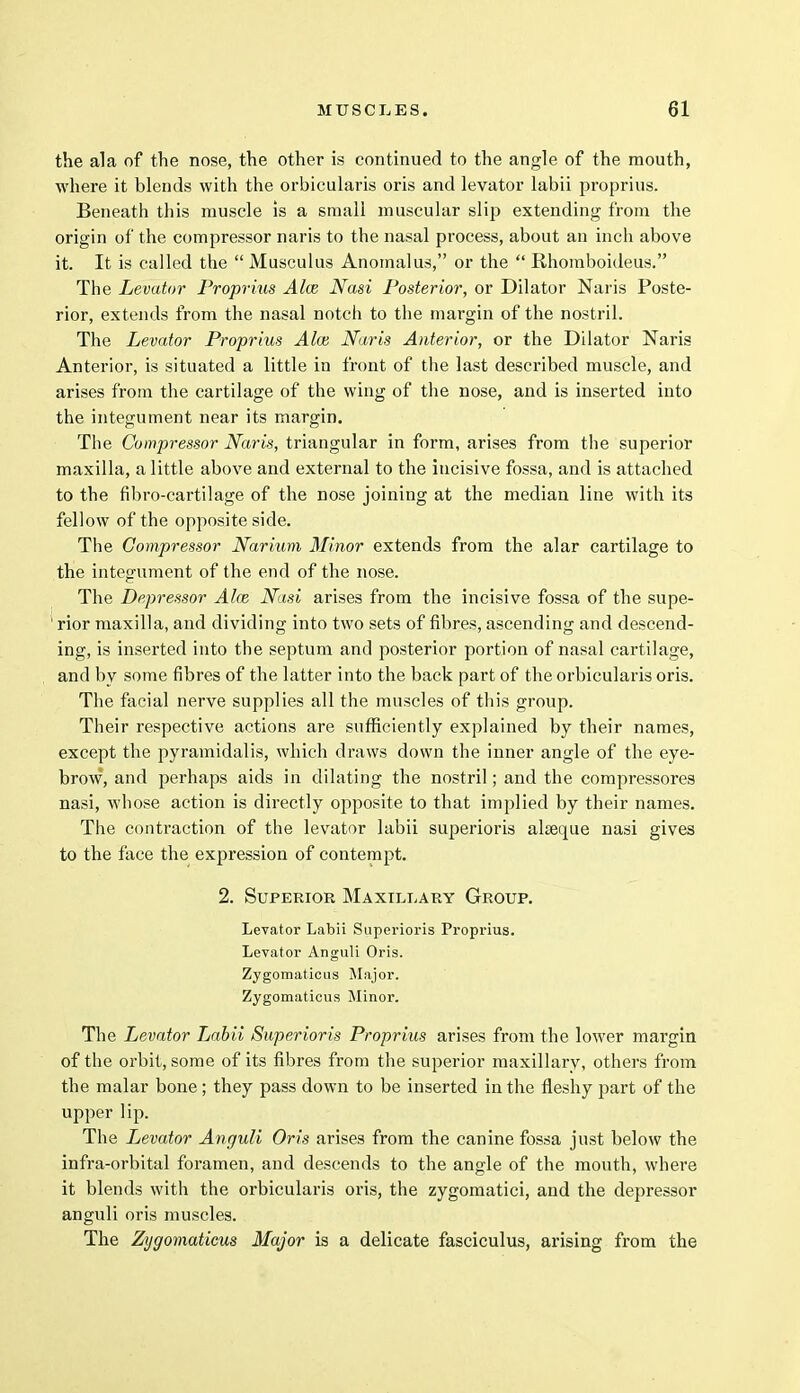 the ala of the nose, the other is continued to the angle of the mouth, where it blends with the orbicularis oris and levator labii proprius. Beneath this muscle is a small muscular slip extending from the origin of the compressor naris to the nasal process, about an inch above it. It is called the  Musculus Anomalus, or the  Rhomboideus. The Levator Proprius Alee Nasi Posterior, or Dilator Naris Poste- rior, extends from the nasal notch to the margin of the nostril. The Levator Proprius Alee Naris Anterior, or the Dilator Naris Anterior, is situated a little in front of the last described muscle, and arises from the cartilage of the wing of the nose, and is inserted into the integument near its margin. The Compressor Naris, triangular in form, arises from the superior maxilla, a little above and external to the incisive fossa, and is attached to the fibro-cartilage of the nose joining at the median line with its fellow of the opposite side. The Compressor Narium Minor extends from the alar cartilage to the integument of the end of the nose. The Depressor Aire, Nasi arises from the incisive fossa of the supe- 1 rior maxilla, and dividing into two sets of fibres, ascending and descend- ing, is inserted into the septum and posterior portion of nasal cartilage, and by some fibres of the latter into the back part of the orbicularis oris. The facial nerve supplies all the muscles of this group. Their respective actions are sufficiently explained by their names, except the pyramidalis, which draws down the inner angle of the eye- brow, and perhaps aids in dilating the nostril; and the compressores nasi, whose action is directly opposite to that implied by their names. The contraction of the levator labii superioris absque nasi gives to the face the expression of contempt. 2. Superior Maxillary Group. Levator Labii Superioris Proprius. Levator Anguli Oris. Zygomaticus Major. Zygomaticus Minor. The Levator Labii Superioris Proprius arises from the lower mai'gin of the orbit, some of its fibres from the superior maxillary, others from the malar bone ; they pass down to be inserted in the fleshy part of the upper lip. The Levator Anguli Oris arises from the canine fossa just below the infra-orbital foramen, and descends to the angle of the mouth, where it blends with the orbicularis oris, the zygomatici, and the depressor anguli oris muscles. The Zygomaticus Major is a delicate fasciculus, arising from the