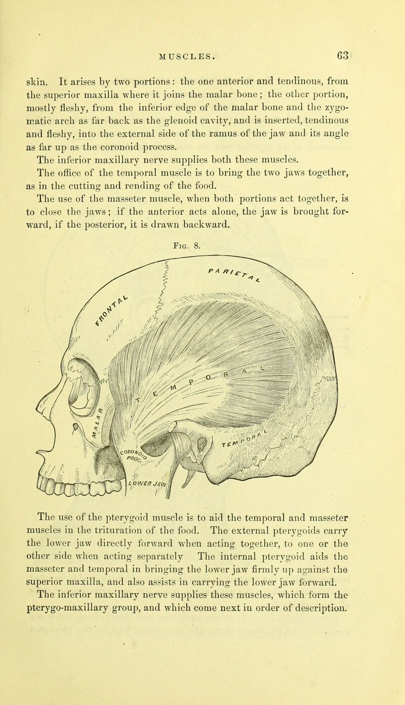 skin. It arises by two portions: the one anterior and tendinous, from the superior maxilla where it joins the malar bone; the other portion, mostly fleshy, from the inferior edge of the malar bone and the zygo- matic arch as far back as the glenoid cavity, and is inserted, tendinous and fleshy, into the external side of the ramus of the jaw and its angle as far up as the coronoid process. The inferior maxillary nerve supplies both these muscles. The office of the temporal muscle is to bring the two jaws together, as in the cutting and rending of the food. The use of the masseter muscle, when both portions act together, is to close the jaws; if the anterior acts alone, the jaw is brought for- ward, if the posterior, it is drawn backward. Fig. 8. The use of the pterygoid muscle is to aid the temporal and masseter muscles in the trituration of the food. The external pterygoids carry the lower jaw directly forward when acting together, to one or the other side when acting separately The internal pterygoid aids the masseter and temporal in bringing the lower jaw firmly up against the superior maxilla, and also assists in carrying the lower jaw forward. The inferior maxillary nerve supplies these muscles, which form the pterygo-maxillary group, and which come next in order of description.