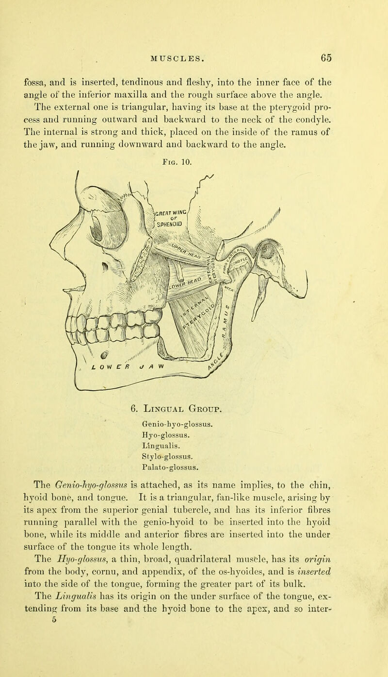 fossa, and is inserted, tendinous and fleshy, into the inner face of the angle of the interior maxilla and the rough surface above the angle. The external one is triangular, having its base at the pterygoid pro- cess and running outward and backward to the neck of the condyle. The internal is strong and thick, placed on the inside of the ramus of the jaw, and running downward and backward to the angle. Fig. 10. 6. Lingual Group. Genio-hyo-glossus. Hyo-glossus. Ltngualis. Stylo-glossus. Palato-glossus. The Genio-hyo-glossus is attached, as its name implies, to the chin, hyoid bone, and tongue. It is a triangular, fan-like muscle, arising by its apex from the superior genial tubercle, and has its inferior fibres running parallel with the genio-hyoid to be inserted into the hyoid bone, while its middle and anterior fibres are inserted into the under surface of the tongue its whole leno-th. The Hyo-glossus, a thin, broad, quadrilateral muscle, has its origin from the body, cornu, and appendix, of the os-hyoides, and is inserted into the side of the tongue, forming the greater part of its bulk. The Lingualis has its origin on the under surface of the tongue, ex- tending from its base and the hyoid bone to the apex, and so inter- 5