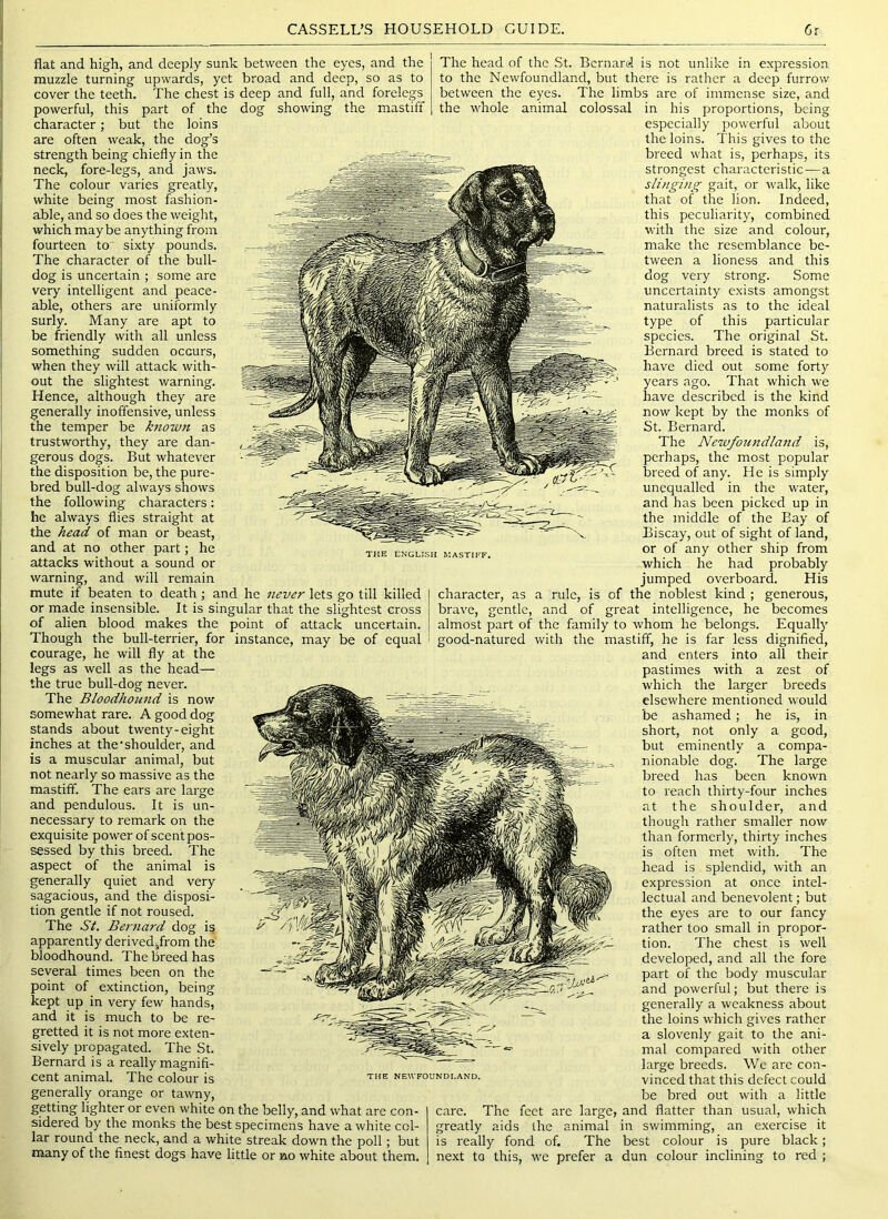 flat and high, and deeply sunk between the eyes, and the muzzle turning upwards, yet broad and deep, so as to cover the teeth. The chest is deep and full, and forelegs powerful, this part of the dog showing the mastiff character; but the loins are often weak, the dog’s strength being chiefly in the neck, fore-legs, and jaws. The colour varies greatly, white being most fashion- able, and so does the weight, which maybe anything from fourteen to sixty pounds. The character of the bull- dog is uncertain ; some arc very intelligent and peace- able, others are uniformly surly. Many are apt to be friendly with all unless something sudden occurs, when they will attack with- out the slightest warning. Hence, although they are generally inoffensive, unless the temper be known as trustworthy, they are dan- gerous dogs. But whatever the disposition be, the pure- bred bull-dog always shows the following characters: he always flies straight at the head of man or beast, and at no other part; he attacks without a sound or warning, and will remain mute if beaten to death; and he never lets go till killed or made insensible. It is singular that the slightest cross of alien blood makes the point of attack uncertain. Though the bull-terrier, for instance, may be of equal courage, he will fly at the THE ENGLISH IIASTIFF, The head of the St. Bernard is not unlike in expression to the Newfoundland, but there is rather a deep furrow between the eyes. The limbs are of immense size, and the whole animal colossal in his proportions, being especially powerful about the loins. This gives to the breed what is, perhaps, its strongest characteristic—a slinging gait, or walk, like that of the lion. Indeed, this peculiarity, combined with the size and colour, make the resemblance be- tween a liones-s and this dog very strong. Some uncertainty exists amongst naturalists as to the ideal type of this particular species. The original St. Bernard breed is stated to have died out some forty years ago. That which we have described is the kind now kept by the monks of St. Bernard. The Newfoiindland is, perhaps, the most popular breed of any. He is simply unequalled in the water, and has been picked up in the middle of the Bay of Biscay, out of sight of land, or of any other ship from which he had probably jumped overboard. His character, as a rule, is of the noblest kind ; generous, brave, gentle, and of great intelligence, he becomes almost part of the family to whom he belongs. Equally good-natured with the mastiff, he is far less dignified, and enters into all their legs as well as the head the true bull-dog never. The Bloodhound is now somewhat rare. A good dog stands about twenty-eight inches at the‘shoulder, and is a muscular animal, but not nearly so massive as the mastiff. The ears are large and pendulous. It is un- necessary to remark on the exquisite power of scent pos- sessed by this breed. The aspect of the animal is generally quiet and very sagacious, and the disposi- tion gentle if not roused. The St. Bernard dog is apparently derived^from the bloodhound. The breed has several times been on the point of extinction, being kept up in very few hands, and it is much to be re- gretted it is not more exten- sively propagated. The St. Bernard is a really magnifi- cent animal. The colour is newfoundi.and generally orange or tawny, getting lighter or even white on the belly, and what are con- sidered by the monks the best specimens have a white col- lar round the neck, and a white streak down the poll; but many of the finest dogs have little or no white about them. pastimes with a zest of which the larger breeds elsewhere mentioned would be ashamed; he is, in short, not only a good, but eminently a compa- nionable dog. The large breed has been known to reach thirty-four inches at the shoulder, and though rather smaller now than formerly, thirty inches is often met with. The head is splendid, with an expression at once intel- lectual and benevolent; but the eyes are to our fancy rather too small in propor- tion. The chest is well developed, and all the fore part of the body muscular and powerful; but there is generally a weakness about the loins which gives rather a slovenly gait to the ani- mal compared with other large breeds. Wo are con- vinced that this defect could be bred out with a little care. The feet arc large, and flatter than usual, which greatly aids the animal in sv/imming, an exercise it is really fond of. The best colour is pure black; next to this, we prefer a dun colour inclining to red ;