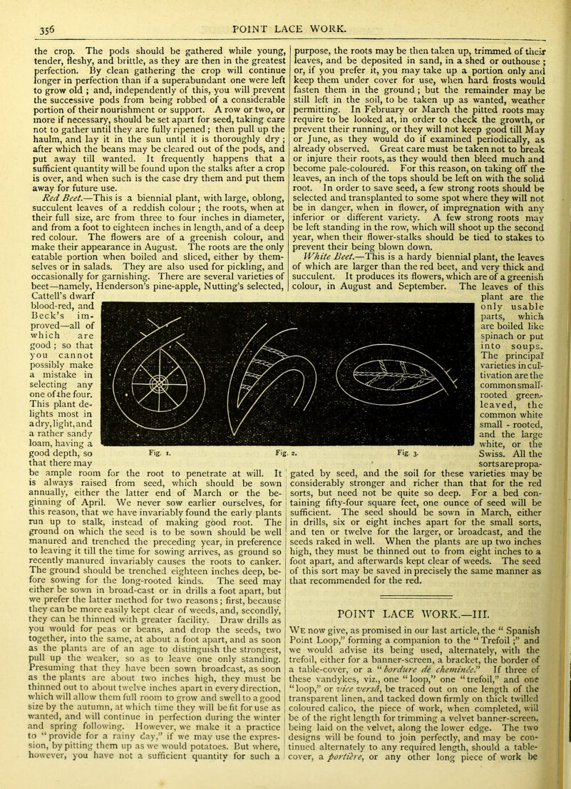 the crop. The pods should be gathered while young, tender, fleshy, and brittle, as they are then in the greatest perfection. By clean gathering the crop will continue longer in perfection than if a superabundant one were left to grow old ; and, independently of this, you will prevent the successive pods from being robbed of a considerable portion of their nourishment or support. A row or two, or more if necessary, should be set apart for seed, taking care not to gather until they are fully ripened; then pull up the haulm, and lay it in the sun until it is thoroughly dry ; after which the beans may be cleared out of the pods, and put away till wanted. It frequently happens that a sufficient quantity will be found upon the stalks after a crop is over, and when such is the case dry them and put them away for future use. Red Beet.—This is a biennial plant, with large, oblong, succulent leaves of a reddish colour; the roots, when at their full size, are from three to four inches in diameter, and from a foot to eighteen inches in length, and of a deep red colour. The flowers are of a greenish colour, and make their appearance in August. The roots are the only eatable portion when boiled and sliced, either by them- selves or in salads. They are also used for pickling, and occasionally for garnishing. There are several varieties of beet—namely, Henderson’s pine-apple. Nutting’s selected, Cattell’s dwarf blood-red, and Beck’s im- proved—all of which are good ; so that you cannot possibly make a mistake in selecting any one of the four. This plant de- lights most in a dry, light, and a rather sandy loam, having a good depth, so that there may be ample room for the root to penetrate at will. It is always raised from seed, which should be sown annually, either the latter end of March or the be- ginning of April. We never sow earlier ourselves, for this reason, that we have invariably found the early plants run up to stalk, instead of making good root. The ground on which the seed is to be sown should be well manured and trenched the preceding year, in preference to leaving it till the time for sowing arrives, as ground so recently manured invariably causes the roots to canker. The grouted should be trenched eighteen inches deep, be- fore sowing for the long-rooted kinds. The seed may either be sown in broad-cast or in drills a foot apart, but we prefer the latter method for two reasons; first, because they can be more easily kept clear of weeds, and, secondly, they can be thinned with greater facility. Draw drills as you would for peas or beans, and drop the seeds, two together, into the same, at about a foot apart, and as soon as the plants are of an age to distinguish the strongest, pull up the weaker, so as to leave one only standing. Presuming that they have been sown broadcast, as soon as the plants are about two inches high, they must be thinned out to about twelve inches apart in every direction, which will allow them full room to grow and swell to a good size by the autumn, at which time they will befit for use as wanted, and will continue in perfection during the winter and spring following. However, we make it a practice to “ provide for a rainy day,” if we may use the expres- sion, by pitting them up as we would potatoes. But where, however, you have not a sufficient quantity for such a purpose, the roots may be then taken up, trimmed of their leaves, and be deposited in sand, in a shed or outhouse ; or, if you prefer it, you may take up a portion only and keep them under cover for use, when hard frosts would fasten them in the ground ; but the remainder may be still left in the soil, to be taken up as wanted, weather permitting. In February or March the pitted roots may require to be looked at, in order to check the growth, or prevent their running, or they will not keep good till May or June, as they would do if examined periodically, as already observed. Great care must be taken not to break or injure their roots, as they would then bleed much and become pale-coloured. For this reason, on taking off the leaves, an inch of the tops should be left on with the solid root. In order to save seed, a few strong roots should be selected and transplanted to some spot where they will not be in danger, when in flower, of impregnation with any inferior or different variety. A few strong roots may be left standing in the row, which will shoot up the second year, when their flower-stalks should be tied to stakes to prevent their being blown down. White Beet.—This is a hardy biennial plant, the leaves of which are larger than the red beet, and very thick and succulent. It produces its flowers, which are of a greenish colour, in August and September. The leaves of this plant are the only usable parts, which are boiled like spinach or put into soups.. The principal varieties in cul- tivation are the common small- rooted green- leaved, the common white small - rooted, and the large white, or the Swiss. All the sorts are propa- gated by seed, and the soil for these varieties may be considerably stronger and richer than that for the red sorts, but need not be quite so deep. For a bed con- taining fifty-four square feet, one ounce of seed will be sufficient. The seed should be sown in March, either in drills, six or eight inches apart for the small sorts, and ten or twelve for the larger, or ’oroadcast, and the seeds raked in well. When the plants are up two inches high, they must be thinned out to from eight inches to .a foot apart, and afterwards kept clear of weeds. The seed of this sort may be saved in precisely the same manner as that recommended for the red. POINT LACE WORK.—III. We now give, as promised in our last article, the “ Spanish Point Loop,” forming a companion to the “ Trefoil and we would advise its being used, alternately, with the trefoil, either for a banner-screen, a bracket, the border of a table-cover, or a “ bordjire db chejnineed If three of these Vandykes, viz., one “ loop,” one “ trefoil,” and one “ loop,” or vice versd, be traced out on one length of the transparent linen, and tacked down firmly on thick twilled coloured calico, the piece of work, when completed, wi’d be of the right length for trimming a velvet banner-screen, being laid on the velvet, along the lower edge. The two designs will be found to join perfectly, and may be con- tinued alternately to any required length, should a table- cover, a portiire., or any other long piece of work be Fig. I. Fig. 2. Fig. 3.