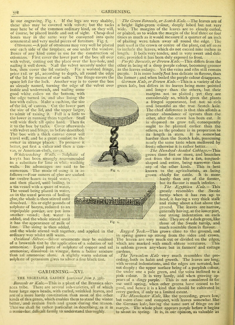 GARDENING. in our engraving, Fig. i. If the legs are very shabby, these also may be covered with velvet; but the tacks may here be of the common ordinary kind, as they will, of course, be placed inside and out of sight. Cheap deal boxes may in the same way be converted into quite ornamental and very useful pieces of furniture. Fig. 2. Ottomans.—A pair of ottomans may very well be placed one each side of the fireplace, or one under the window. Boxes of any kind come in use for the construction of ottomans. First cover the lower part of the box all over v/ith velvet, cutting out the place over the key-hole, and nailing it well down. Nail the velvet seciu'ely under the box, then cover the lid entirely. Fix a worsted fringe, price I id. or 3d., according to depth, all round the edge of the lid by means of star nails. The fringe covers the space left for the lock. Another way is to cover the box as already named, turning the edge of the velvet over inside and underneath, and nailing some good white calico on the bottom, with the edge turned in, and also lining the box with calico. Make a cushion, the size of the lid, of canvas. Cut the lower part the size of the lid, and the upper larger, to admit of raising it. Full it a little to the lower in running them together. Stuff well with flock till quite hard. Then fix it to the box by tacks. Cover afterwards with velvet and fringe, as before described. The box with a thick canvas cover will travel well, and be a great comfort to the ov/ncr in strange places. To preserve it better, put first a calico and then a can- vas, or American-cloth, cover. White-washing Waits.— Sulphate of baryta has been strongly recommended as a substitute for lime in white washing walls. Its advantages arc said to be numerous. The mode of using it is as follows;—Four ounces of glue arc soaked for twelve hours in tejiid water, and then placed, until boiling, in a tin t'essel with a quart of water. The vessel being placed in water, as in the usual process of boiling glue, the whole is then stirred until dissolved. Six or eight pounds of sulphate of baryta, reduced to an impalpable powder, are put into another vessel; hot water is added, and the whole stirred until it has the appearance of milk of lime. The sizing is then added, and the whole stirred well together, and applied in the ordinary way whilst still warm. Oxidised Silva'.—Silver ornaments may be oxidised of a brownish tint by the application of a solution of sal ammoniac. Equal parts of sidphate of copper and sal ammoniac, dissolved in vinegar, form a better mixture than sal ammoniac alone. A slightly warm solution of sulphate of potassium gives to silver a fine black tint. GARDENING.—XVI. THE VEGETABLE GARDEN {continued from p. 356). Borecole or Kale.—This is a plant of the Brassica oler- acea tribe. There are several sub-varieties, all of which have large open heads, with curled, wrinkled leaves, and are of a more hardy constitution than most of the other > kinds of this genus, which enables them to stand the winter , better, and reinain fresh and green during the season. ; I'his we shall be rather particular in describing, as it is ; a somewhat dilficalt family to understand thoroughly. I The Green Borecole, or Scotch Kale.—The leaves are of a bright light-green colour, deeply lobed but not very wide. The margins of the leaves are so closely curled, or plaited, as to widen the margin of the leaf three or four times as much as it would measure if a quarter of an inch of plaiting were, taken away all round the edge. The part used is the crown or centre of the plant, cut off so as to include the leaves, which do not exceed nine inches in length. It boils very tender, and is very sweet and deli- cate, provided it has been duly exposed to frost. Purple Borecole, or Brown Kale.—This differs from the other in being of a deep purple colour, becoming greener as the leaves enlarge. Yet the veins and ribs still remain purple. It is more hardy,‘but less delicate in flavour, than the former ; and when boiled the purple colour disappears. German Kale, or Brown Kale.—This is a variety of the green kale, but differs in its leaves being more pointed and longer than the others, but their margins not so plaited ; yet they are considerably so, which gives the plants a fringed appearance, but not so rich and beautiful as the true Scotch kale. The chief difference is that this affords a greater abundance of sprouts than tlje other, after the crown has been cut. It is disposed to grow tall, consequently ought to be planted earlier than the others, as the produce is in proportion to its length in stem. It is somewhat hardier than the Scotch kale, possessing nearly the same taste when mellowed by frost; otherwise it is rather better. The Hundred - headed Cabbage.—This grows three feet or more, and branches out from the stem like a fan, tongued- shaped and entire, being narrower than any of the other kinds. This is best known to the agriculturists, as being grown chiefly for cattle. It is more hardy than any of the former, but its flavour is much inferior. The Egyptian Kale. — This greatly resembles the Swede turnip when it has run up to head, it having a very thick stalk and rising about a foot above the ground. The leaves are narrow,, generally having, at the lower part, one strong indentation on each side. They are of a dark green, like those of the Swede turnip, and much resemble them in flavour. Ragged Jack.—This grows close to the ground, and in spring grows up strong from the sides and crown. The leaves arc very much cut or divided on the edges, which arc marked with small obtuse serratures. This is seldom grown anywhere but in farmers’ and cottage gardens. The Jertisalem Kale very much resembles the pre- ceding, both in habit and growth. The leaves arc long, with several indentations, and the edges are serrated, but not deeply ; the upper surface being of a purplish colour, the under one a pale green, and the veins inclined to a pink colour. It is very hardy, and when growing ap- pears of a dingy purple. This is not considered fit for use until spring, when other greens have ceased to be good, and hence it is a kind that should be cultivated in every garden, if only to a limited extent. The Manchester Kale, like the preceding, grows low, but more close and compact, with leaves somewhat like the German kale, having the same sort of fringe on itS' margin. The whole plant appears purple before it begins to shoot in spring. It is, in our opinion, as valuable as