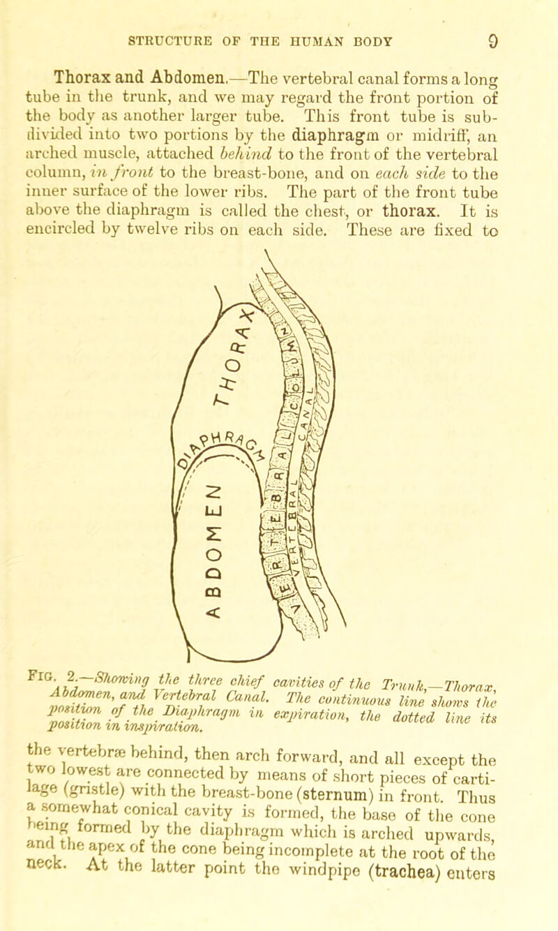 Thorax and Abdomen.—The vertebral canal forms a long tube in the trunk, and we may regard the front portion of the body as another larger tube. This front tube is sub- divided into two portions by the diaphragm or midriff, an arched muscle, attached behind to the front of the vertebral column, in front to the breast-bone, and on each side to the inner surface of the lower ribs. The part of the front tube above the diaphragm is called the chest, or thorax. It is encircled by twelve ribs on each side. These are fixed to FlG' r;~Sh07vi»'J the three chief cavities of the Trunk-Thorax tmZZT’f71?! lZtehr,al Canal The continuous line shows the the vertebrae behind, then arch forward, and all except the two lowest are connected by means of short pieces of carti- lage (gristle) with the breast-bone (sternum) in front. Thus a somewhat conical cavity is formed, the base of the cone ■eing formed by the diaphragm which is arched upwards, and the apex of the cone being incomplete at the root of the necK’ t'ie latter point the windpipe (trachea) enters