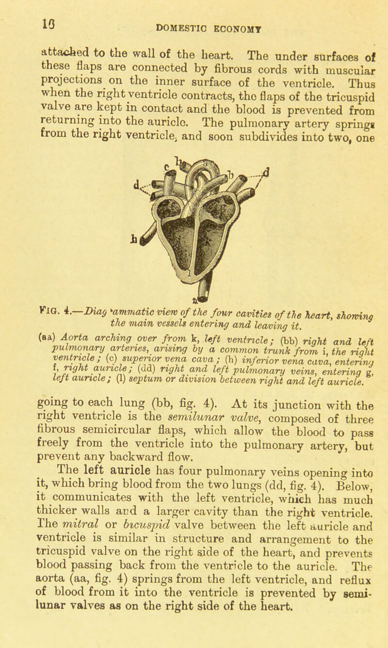 10 DOMESTIC ECONOMY attached to the wall of the heart. The under surfaces of these flaps are connected by fibrous cords with muscular projections on the inner surface of the ventricle. Thus when the right ventricle contracts, the flaps of the tricuspid valve are kept in contact and the blood is prevented from returning into the auricle. The pulmonary artery springs from the right ventricle, and soon subdivides into two, one Fig. 4. Diag 'ammatic view of the four cavities of the heart, showing the vtKWti vessels eiitering and leaving it, (aa) Aorta arching over from k, left ventricle; (bb) right and left pulmonary arteries, arising by a common trunk from i, the right ventricle; (c) superior vena cava; (h) inferior vena cava, entering f, right auricle; (dd) right and left 'pulmonary veins, enterinq g, Left auricle; (1) septum or division between right and left auricle. going to each lung (bb, fig. 4). At its junction with the right ventricle is the semilunar valve, composed of three fibrous semicircular flaps, which allow the blood to pass freely from the ventricle into the pulmonary artery, but prevent any backward flow. The left auricle has four pulmonary veins opening into it, which bring blood from the two lungs (dd, fig. 4). Below, it communicates with the left ventricle, which has much thicker walls and a larger cavity than the right ventricle. The mitral or bicuspid valve between the left auricle and ventricle is similar in structure and arrangement to the tricuspid valve on the right side of the heart, and prevents blood passing back from the ventricle to the auricle. The aorta (aa, fig. 4) springs from the left ventricle, and reflux of blood from it into the ventricle is prevented by semi- lunar valves as on the right side of the heart.