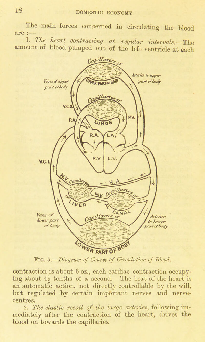 DOMESTIC ECONOMY The main forces concerned in circulating the blood are :— 1. The heart contracting at regular intervals.—The amount of blood pumped out of the left ventricle at each contraction is about 6 oz., each cardiac contraction occupy- ing about 4| tenths of a second. The beat of the heart is an automatic action, not directly controllable by the will, but regulated by certain important nerves and nerve- centres. 2. The elastic recoil of the large arteries, following im- mediately after the contraction of the heart, drives the blood on towards the capillaries