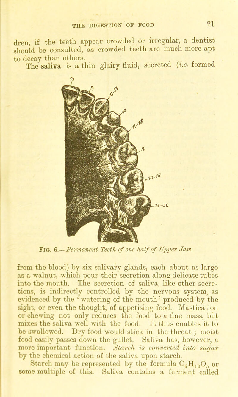 dren, if the teeth appear crowded or irregular, a dentist should be consulted, as crowded teeth are much more apt to decay than others. The saliva is a thin glairy fluid, secreted (i.e- formed •5 / Fig. 6.—Permanent Teeth of one half of Upper Jam. from the blood) by six salivary glands, each about as large as a walnut, which pour their secretion along delicate tubes into the mouth. The secretion of saliva, like other secre- tions, is indirectly controlled by the nervous system, as evidenced by the ‘ watering of the mouth ’ produced by the sight, or even the thought, of appetising food. Mastication or chewing not only reduces the food to a fine mass, but mixes the saliva well with the food. It thus enables it to be swallowed. Dry food would stick in the throat ; moist food easily passes down the gullet. Saliva has, however, a more important function. Starch is converted into sugar by the chemical action of the saliva upon starch. Starch may be represented by the formula CGH10Ofl or some multiple of this. Saliva contains a ferment called