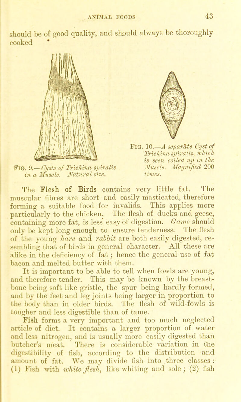 should be of good quality, and should always be thoroughly cooked The Flesh of Birds contains vei'y little fat. The muscular fibres are short and easily masticated, therefore forming a suitable food for invalids. This applies more particularly to the chicken. The flesh of ducks and geese, containing more fat, is less easy of digestion. Game should only be kept long enough to ensure tenderness. The flesh of the young hare and rabbit are both easily digested, re- sembling that of birds in general character. All these are alike in the deficiency of fat ; hence the general use of fat bacon and melted butter with them. It is important to be able to tell when fowls are young, and therefore tender. This may be known by the breast- bone being soft like gristle, the spur being hardly formed, and by the feet and leg joints being larger in proportion to the body than in older birds. The flesh of wild-fowls is tougher and less digestible than of tame. Fish forms a very important and too much neglected article of diet. It contains a larger proportion of water and less nitrogen, and is usually more easily digested than butcher’s meat. There is considerable variation in tfie digestibility of fish, according to the distribution and amount of fat. We may divide fish into three classes : (1) Fish with white Jlesh, like whiting and sole ; (2) fish Fig. 10.—A seyarhte Cyst of Trichina spiralis, which is seen coiled up in the Muscle. Magnified 200 times. Fig. 9.— Cysts of Trichina spiralis in a Muscle. Natural size.