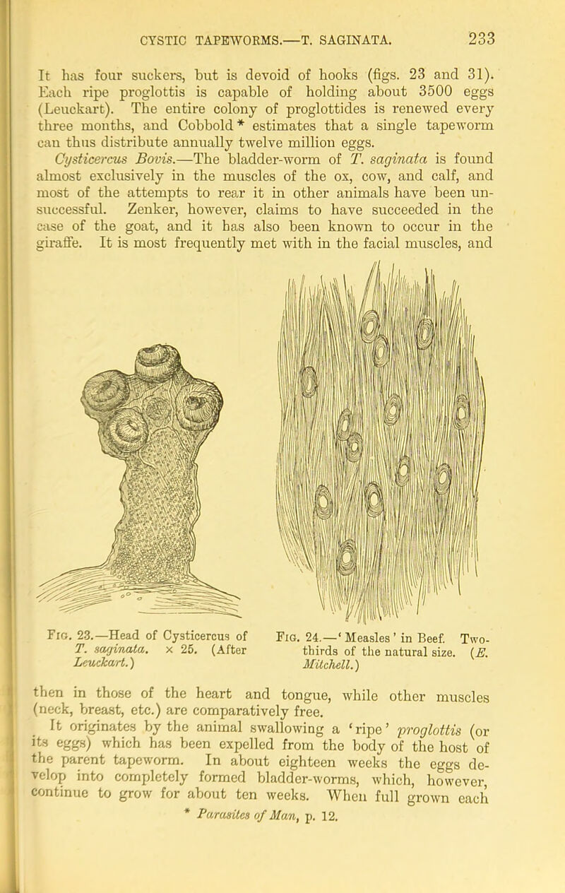 It has four suckers, but is devoid of hooks (figs. 23 and 31). Each ripe proglottis is capable of holding about 3500 eggs (Leuckart). The entire colony of proglottides is renewed every three months, and Cobbold* estimates that a single tapeworm can thus distribute annually twelve million eggs. Cysticercus Bovis.—The bladder-worm of T. saginata is found almost exclusively in the muscles of the ox, cow, and calf, and most of the attempts to rear it in other animals have been un- successful. Zenker, however, claims to have succeeded in the case of the goat, and it has also been known to occur in the giraffe. It is most frequently met with in the facial muscles, and Fig. 23.—Head of Cysticercus of T. saginata. x 25. (After Leuckart.) Fig. 24.—‘Measles’ in Beef. Two- thirds of the natural size. (K Mitchell.) then in those of the heart and tongue, while other muscles (neck, breast, etc.) are comparatively free. It originates by the animal swallowing a ‘ripe’ proglottis (or its eggs) which has been expelled from the body of the host of the parent tapeworm. In about eighteen weeks the eggs de- velop into completely formed bladder-worms, which, however, continue to grow for about ten weeks. When full grown each * Parasites of Man, p. 12.