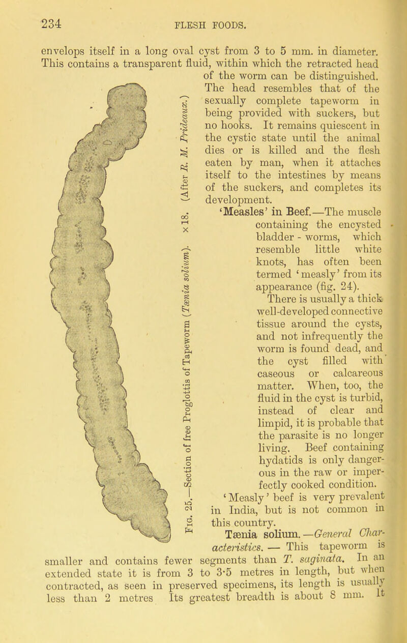 H 3 § *<S> N P*j envelops itself in a long oval cyst from 3 to 5 mm. in diameter. This contains a transparent fluid, within which the retracted head of the worm can be distinguished. The head resembles that of the sexually complete tapeworm in being provided with suckers, but no hooks. It remains quiescent in the cystic state until the animal dies or is killed and the flesh eaten by man, when it attaches itself to the intestines by means of the suckers, and completes its development. ‘Measles’ in Beef.—The muscle containing the encysted bladder - worms, which resemble little white knots, has often been termed ‘ measly ’ from its appearance (fig. 24). There is usually a thick well-developed connective tissue around the cysts, and not infrequently the worm is found dead, and the cyst filled with caseous or calcareous matter. When, too, the fluid in the cyst is turbid, instead of clear and limpid, it is probable that the parasite is no longer living. Beef containing hydatids is only danger- ous in the raw or imper- fectly cooked condition. ‘ Measly ’ beef is very prevalent in India, but is not common in this country. Taenia solium. —General Char- acteristics. — This tapeworm is smaller and contains fewer segments than T. suginata. In an extended state it is from 3 to 3'5 metres in length, but when contracted, as seen in preserved specimens, its length is usually less than 2 metres Its greatest breadth is about 8 mm. I