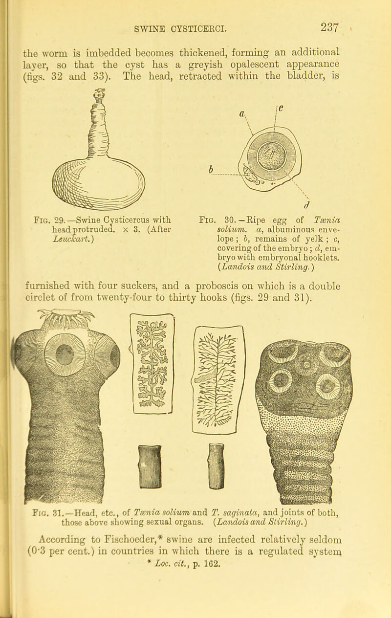 the worm is imbedded becomes thickened, forming an additional layer, so that the cyst has a greyish opalescent appearance (figs. 32 and 33). The head, retracted within the bladder, is Fig. 29.—Swine Cysticercus with head protruded, x 3. (After Leuckart.) Fig. 30. — Ripe egg of Taenia solium, a, albuminous enve- lope ; b, remains of yelk ; c, covering of the embryo; d, em- bryo with embryonal hooklets. (Landois and Stirling.) furnished with four suckers, and a proboscis on which is a double circlet of from twenty-four to thirty hooks (figs. 29 and 31). Fig. 31.—Head, etc., of Taenia, solium and T. saginata, and joints of both, those above showing sexual organs. {Landoisand Stirling.) According to Fischoeder,* swine are infected relatively seldom (03 per cent.) in countries in which there is a regulated system